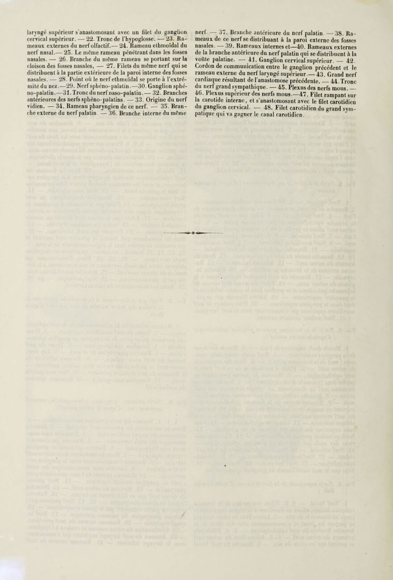 laryngé supérieur s’anastomosant avec un filet du ganglion cervical supérieur. — 22. Tronc de l’hypoglosse. — 23. Ra¬ meaux externes du nerf olfactif.— 24. Rameau ethmoïdal du nerf nasal.— 25. Le même rameau pénétrant dans les fosses nasales. — 26. Branche du môme rameau se portant sur la cloison des fosses nasales, — 27. Filets du môme nerf qui se distribuent à la partie extérieure de la paroi interne des fosses nasales. — 28. Point où le nerf ethmoïdal se porte à l’extré¬ mité du nez.—29. Nerf sphéno-palatin.—30. Ganglion sphé- no-palatin.—31. Tronc du nerf naso-palatin.— 32. Branches antérieures des nerfs sphéno-palatins. — 33. Origine du nerf vidien. — 34. Rameau pharyngien de ce nerf. — 35. Bran¬ che externe du nerf palatin. — 36. Branche interne du môme nerf. — 37. Branche antérieure du nerf palatin. — 38. Ra¬ meaux de ce nerf se distribuant à la paroi externe des fosses nasales. 39. Rameaux internes et—40. Rameaux externes de la branche antérieure du nerf palatin qui se distribuent à la voûte palatine. — 41. Ganglion cervical supérieur. — 42. Cordon de communication entre le ganglion précédent et le rameau externe du nerf laryngé supérieur.— 43. Grand nerf cardiaque résultant de l’anastomose précédente._44. Tronc du nerf grand sympathique. — 45. Plexus des nerfs mous. — 46. Plexus supérieur des nerfs mous.—47. Filet rampant sur la carotide interne, et s’anastomosant avec le filet carotidien du ganglion cervical. — 48. Filet carotidien du grand sym¬ patique qui va gagner le canal carotidien.