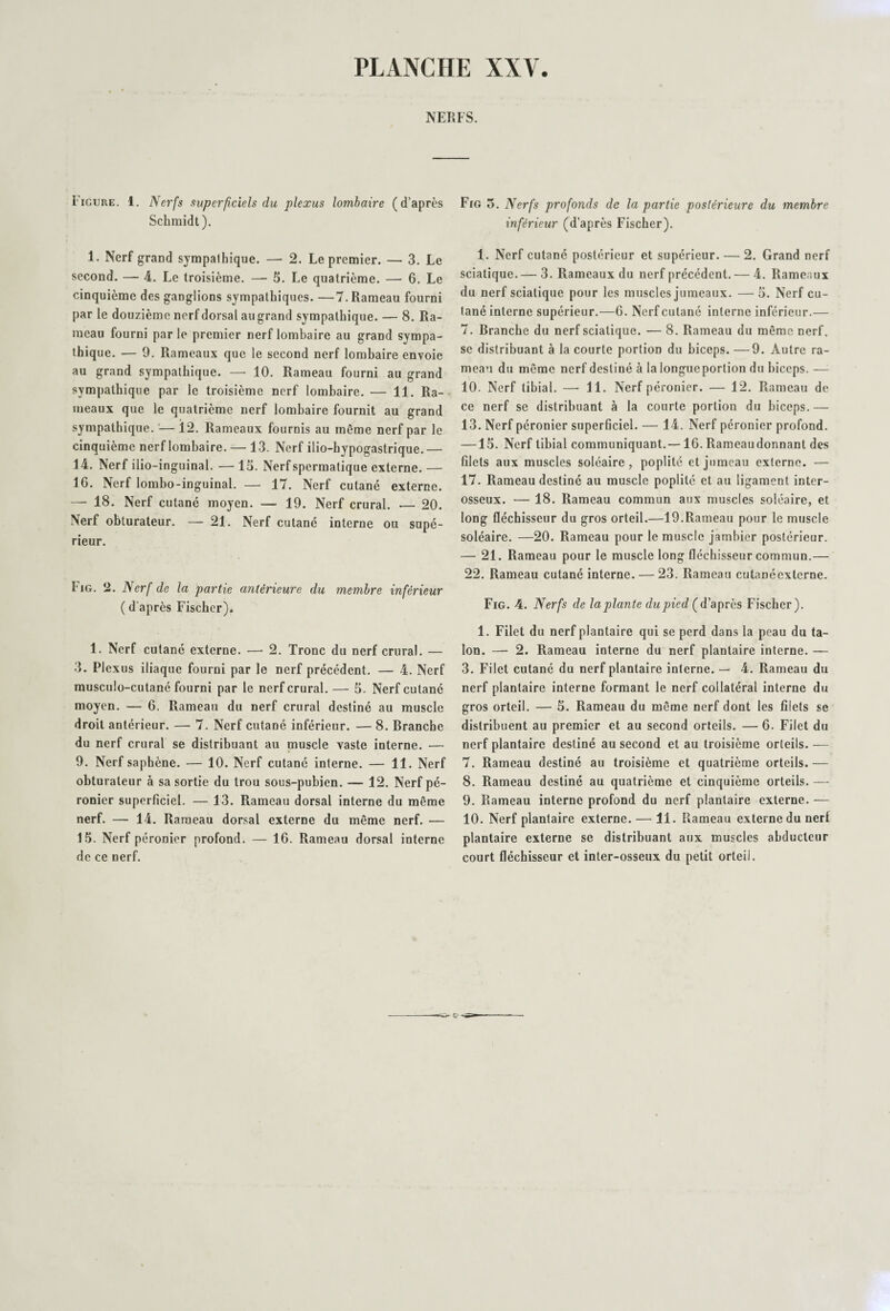 NERFS. Figure. 1. Nerfs superficiels du plexus lombaire (d’après Schmidt). 1. Nerf grand sympathique. — 2. Le premier. — 3. Le second. — 4. Le troisième. — 5. Le quatrième. — 6. Le cinquième des ganglions sympathiques. —7. Rameau fourni par le douzième nerf dorsal au grand sympathique. — 8. Ra¬ meau fourni par le premier nerf lombaire au grand sympa¬ thique. — 9. Rameaux que le second nerf lombaire envoie au grand sympathique. — 10. Rameau fourni au grand sympathique par le troisième nerf lombaire. — 11. Ra¬ meaux que le quatrième nerf lombaire fournit au grand sympathique. — 12. Rameaux fournis au même nerf par le cinquième nerf lombaire. — 13. Nerf ilio-hypogastrique.— 14. Nerf ilio -inguinal. — 15. Nerf spermatique externe. — 16. Nerf lombo-inguinal. — 17. Nerf cutané externe. — 18. Nerf cutané moyen. — 19. Nerf crural. •— 20. Nerf obturateur. — 21. Nerf cutané interne ou supé¬ rieur. Fig. *2. Nerf de la partie antérieure du membre inférieur ( d’après Fischer). 1. Nerf cutané externe. ■—- 2. Tronc du nerf crural. — 3. Plexus iliaque fourni par le nerf précédent. — 4. Nerf musculo-cutané fourni par le nerf crural. — 5. Nerf cutané moyen. — 6. Rameau du nerf crural destiné au muscle droit antérieur. — 7. Nerf cutané inférieur. — 8. Branche du nerf crural se distribuant au muscle vaste interne. — 9. Nerf saphène. — 10. Nerf cutané interne. — 11. Nerf obturateur à sa sortie du trou sous-pubien. — 12. Nerf pé¬ ronier superficiel. — 13. Rameau dorsal interne du même nerf. — 14. Rameau dorsal externe du même nerf. — 15. Nerf péronier profond. — 16. Rameau dorsal interne de ce nerf. Fig 5. Nerfs profonds de la partie postérieure du membre inférieur (d’après Fischer). 1. Nerf cutané postérieur et supérieur. — 2. Grand nerf sciatique.— 3. Rameaux du nerf précédent. — 4. Rameaux du nerf sciatique pour les muscles jumeaux. —5. Nerf cu¬ tané interne supérieur.—6. Nerf cutané interne inférieur.— 7. Branche du nerf sciatique. — 8. Rameau du même nerf, se distribuant à la courte portion du biceps. —9. Autre ra¬ meau du même nerf destiné à la longueportion du biceps. — 10. Nerf tibial. —-11. Nerf péronier. — 12. Rameau de ce nerf se distribuant à la courte portion du biceps. — 13. Nerf péronier superficiel. — 14. Nerf péronier profond. —15. Nerf tibial communiquant.—16. Rameaudonnant des filets aux muscles soléaire, poplité et jumeau externe. — 17. Rameau destiné au muscle poplité et au ligament inter- osseux. — 18. Rameau commun aux muscles soléaire, et long fléchisseur du gros orteil.—19.Rameau pour le muscle soléaire. —20. Rameau pour le muscle jambier postérieur. — 21. Rameau pour le muscle long fléchisseur commun.— 22. Rameau cutané interne. — 23. Rameau cutanéexterne. Fig. 4. Nerfs de la plante du pied (d’après Fischer). 1. Filet du nerf plantaire qui se perd dans la peau du ta¬ lon. — 2. Rameau interne du nerf plantaire interne. — 3. Filet cutané du nerf plantaire interne. — 4. Rameau du nerf plantaire interne formant le nerf collatéral interne du gros orteil. — 5. Rameau du même nerf dont les filets se distribuent au premier et au second orteils. — 6. Filet du nerf plantaire destiné au second et au troisième orteils. — 7. Rameau destiné au troisième et quatrième orteils. — 8. Rameau destiné au quatrième et cinquième orteils. — 9. Rameau interne profond du nerf plantaire externe. — 10. Nerf plantaire externe. — 11. Rameau externe du nerf plantaire externe se distribuant aux muscles abducteur court fléchisseur et inter-osseux du petit orteil.