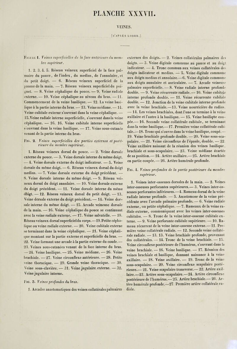 VEINES. ( L)’ A P I; É S LODEIl.) Figure 1. Veines superficielles de la face antérieure du mem¬ bre supérieur. 1. 2. 3.4. o. Réseau veineux superficiel de la face pal¬ maire du pouce, de l’index, du médius, de l’annulaire, et du petit doigt. — 6. Réseau veineux superficiel de la paume de la main. — 7. Réseau veineux superficiel du poi¬ gnet. — 8. Veine céphalique du pouce. — 9. Veine radiale externe. — 10. Veine céphalique au niveau du bras. — 11. Commencement de la veine basilique. — 12. La veine basi¬ lique à la partie interne du bras. — 13. Veine médiane. — 14. Veine cubitale externe s’ouvrant dans la veine céphalique. — 15.Veine radiale interne superficielle, s’ouvrant dansla veine céphalique. — 16. 16. Veine cubitale interne superficielle s’ouvrant dans la veine basilique. — 17. Veine sous-cutanée venant de la partie interne du bras. Fig. 2. Veines superficielles des parties externes et posté¬ rieure du membre supérieur. 1. Réseau veineux dorsal du pouce. —2. Veine dorsale externe du pouce. — 3. Veine dorsale interne du même doigt. — 4. Veine dorsale externe du doigt indicateur. — 5. Veine dorsale du même doigt. — 6. Réseau veineux dorsal du doigt médius. —7. Veine dorsale externe du doigt précédent. — 8. Veine dorsale interne du même doigt. -— 9. Réseau vei¬ neux dorsal du doigt annulaire. — 10. Veine dorsale externe du doigt précédent. — 11. Veine dorsale interne du même dbigt. — 12. Réseau veineux dorsal du petit doigt. — 13. Veine dorsale externe du doigt précédent. — 14. Veine dor¬ sale interne du même doigt. — 15. Arcade veineuse dorsale de la main. — 16. Veine céphalique du pouce se continuant avec la veine radiale externe. — 17. Veine salvatelle. — 18. Réseau veineux dorsal superficieldu corps.—19.Petite cépha¬ lique ou veine radiale externe. — 20. Veine cubitale externe se terminant dans la veine céphalique. — 21. Veine céphali¬ que montant sur la partie externe et superficielle du bras. — 22. Veine formant une arcade à la partie externe du coude.— 23. Veines sous-cutanées venant de la face interne du bras. — 24. Veine basilique. — 25. Veine médiane. -— 26. Veine brachiale. —27. Veine circonflexe antérieure. —28. Petite veine thoracique. — 29. Grande veine thoracique. — 30. Veine sous-clavière. — 31. Veine jugulaire externe. — 32. Veine jugulaire interne. Fig. 3. Veines profondes du bras. î. Arcades anastomotiques des veines collatérales palmaires externes des doigts. — 2. Veines collatérales palmaires des doigts. — 3. Veine digitale commune au pouce et au doigt indicateur. — 4. Tronc commun aux veines collatérales des doigts indicateur et médius. — 5. Veine digitale commune aux doigts médius et annulaire.—6. Veine digitale commune aux doigts annulaire et auriculaire. — 7. Arcade veineuse palmaire superficielle. — 8. Veine radiale interne profonde double. — 9. Veine récurrente radiale.— 10. Veine cubitafe interne profonde double. — 11. Veine récurrente cubitale double. — 12. Jonction de la veine cubitale interne profonde avec la veine brachiale.—13. Veine nourricière du radius. — 14. Les veines brachiales, dont l’une se termine à la veine axillaire et l’autre à la basilique. — 15. Veine basiliqûe cou¬ pée.— 16. Seconde veine collatérale cubitale, se terminant dans la veine basilique.—17. Première veine collatérale cubi¬ tale.-—18. Tronc qui s’ouvre dans la veine basilique, coupé. — 19. Veine brachiale profonde double. —20. Veine sous-sca- pulaire. — 21. Veine circonflexe de l’épaule, double. — 22. Veine axillaire naissant de la réunion des veines basilique. brachiale et sous-scapulaire. — 23. Veine médiane écartée de sa position.— 24. Artère axillaire.—25. Artère brachiale en partie coupée. — 26. Artère humérale profonde. Fig. 4. Veines profondes de la partie postérieure du membre supérieur. 1. Veines inter-osseuses dorsales de la main. — 2. Veines inter-osseuses perforantes supérieures.— 3. Veines inter-os¬ seuses perforantes inférieures.—4. Rameau dorsal de la veine radiale interne profonde. — 5. Anastomose de la veine pré¬ cédente avec l’arcade palmaire profonde. — 6. Veine radiale externe, ou petite céphalique. — 7. Rameaux de la veine ra¬ diale externe, communiquant avec les veines inter-osseuses cubitales. — 8. Tronc de la veine inter-osseuse cubitale ex¬ terne. — 9. Veine perforante cubitale supérieure. — 10. Ra¬ meau récurrent de la veine inter-osseuse externe.—11. Pre¬ mière veine collatérale radiale. — 12. Seconde veine collaté¬ rale radiale. — 13. 13. Veine brachiale profonde, provenant des collatérales. — 14. Tronc de la veine brachiale. — 15. Veine circonflexe postérieure de l’humérus, s’ouvrant dans la veine brachiale. — 16. Veine basilique. — 17. Réunion des veines brachiale et basilique, donnant naissance à la veine axillaire. — 18. Veine axillaire. — 19. Tronc de la veine sous-scapulaire. — 20. Veine circonflexe scapulaire posté¬ rieure.— 21. Veine scapulaire transverse.— 22. Artère axil¬ laire.—23. Artère sous-scapulaire.—24. Artère circonflexe postérieure de l’humérus.— 25. Artère brachiale.— 26. Ar¬ tère humérale profonde.—27. Première artère collatérale ra¬ diale.