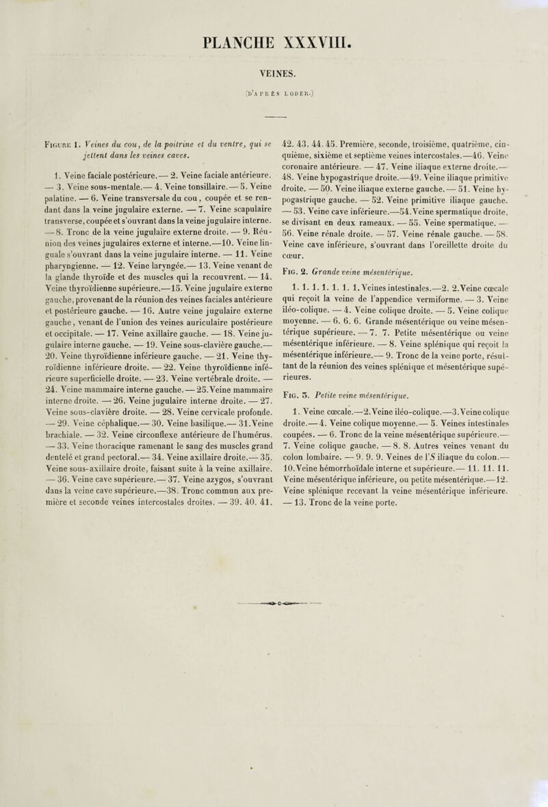 VEINES. (d’après LOUE);.) Figure 1. Veines du cou, de la poitrine et du ventre, qui se jettent dans les veines caves. 1. Veine faciale postérieure. — 2. Veine faciale antérieure. — 3. Veine sous-mentale.— 4. Veine tonsillaire.— 5. Veine palatine. — 6. Veine transversale du cou, coupée et se ren¬ dant dans la veine jugulaire externe. —7. Veine scapulaire Iransverse, coupée et s’ouvrant dans la veine j ugulaire interne. —-8. Tronc de la veine jugulaire externe droite. — 9. Réu¬ nion des veines jugulaires externe et interne.—10. X'eine lin¬ guale s’ouvrant dans la veine jugulaire interne. — 11. Veine pharyngienne. — 12. Veine laryngée.— 13. Veine venant de la glande thyroïde et des muscles qui la recouvrent. — 14. Veine thyroïdienne supérieure.—15. Veine jugulaire externe gauche, provenant de la réunion des veines faciales antérieure et postérieure gauche. — 16. Autre veine jugulaire externe gauche, venant de l’union des veines auriculaire postérieure et occipitale. — 17. Veine axillaire gauche. — 18. Veine ju¬ gulaire interne gauche. — 19. Veine sous-clavière gauche.— 20. Veine thyroïdienne inférieure gauche. — 21. Veine thy¬ roïdienne inférieure droite. — 22. Veine thyroïdienne infé¬ rieure superficielle droite. — 23. Veine vertébrale droite. — 24. Veine mammaire interne gauche. — 25.Veine mammaire interne droite. —■ 26. Veine jugulaire interne droite. — 27. Veine sous-clavière droite. — 28. Veine cervicale profonde. — 29. Veine céphalique.— 30. Veine basilique.— 31. Veine brachiale. — 32. Veine circonflexe antérieure de l’humérus. — 33. Veine thoracique ramenant le sang des muscles grand dentelé et grand pectoral.— 34. Veine axillaire droite.— 35. Veine sous-axillaire droite, faisant suite à la veine axillaire. — 36. Veine cave supérieure.— 37. Veine azygos, s’ouvrant dans la veine cave supérieure.—38. Tronc commun aux pre¬ mière et seconde veines intercostales droites. —39. 40. 41. 42. 43. 44. 45. Première, seconde, troisième, quatrième, cin¬ quième, sixième et septième veines intercostales.—46. Veine coronaire antérieure. — 47. Veine iliaque externe droite.— 48. Veine hypogastrique droite.—49. Veine iliaque primitive droite. — 50. Veine iliaque externe gauche. — 51. Veine hy¬ pogastrique gauche. — 52. Veine primitive iliaque gauche. — 53. Veine cave inférieure.—54.Veine spermatique droite, se divisant en deux rameaux. —55. Veine spermatique. — 56. Veine rénale droite. — 57. Veine rénale gauche. — 58. Veine cave inférieure, s’ouvrant dans l’oreillette droite du cœur. Fig. 2. Grande veine mésentérique. 1. 1. 1. 1. 1. 1. 1. Veines intestinales.—2. 2. Veine cœcale qui reçoit la veine de l’appendice vermiforme. —3. Veine iléo-colique. — 4. Veine colique droite. — 5. Veine colique moyenne. — 6. 6. 6. Grande mésentérique ou veine mésen¬ térique supérieure. — 7. 7. Petite mésentérique ou veine mésentérique inférieure. — 8. Veine splénique qui reçoit la mésentérique inférieure.— 9. Tronc de la veine porte, résul¬ tant de la réunion des veines splénique et mésentérique supé¬ rieures. Fig. 5. Petite veine mésentérique. 1. Veine cœcale.—2. Veine iléo-colique.—3. Veine colique droite.— 4. Veine colique moyenne.— 5. Veines intestinales coupées. — 6. Tronc de la veine mésentérique supérieure.— 7. Veine colique gauche. — 8. 8. Autres veines venant du colon lombaire. — 9. 9. 9. Veines de l’S iliaque du colon.— 10. Veine hémorrhoïdale interne et supérieure.— 11. 11. 11. Veine mésentérique inférieure, ou petite mésentérique.—12. Veine splénique recevant la veine mésentérique inférieure. — 13. Tronc de la veine porte.