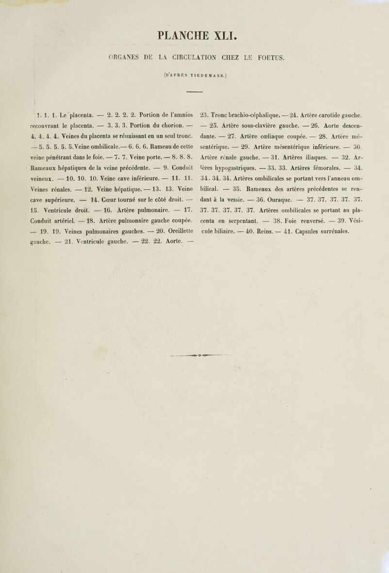 ORGANES DE LA CIRCULATION CHEZ LE FOETUS. (d’après TIEDEMANN.) 1. 1. 1. Le placenta. — 2. 2. 2. 2. Portion de l’amnios recouvrant le placenta. — 3. 3. 3. Portion du chorion. — 4. 4. 4. 4. Veines du placenta se réunissant en un seul tronc. — 5. 5. 5. S. 5. Veine ombilicale.— 6. 6. 6. Rameau de cette veine pénétrant dans le foie. — 7. 7. Veine porte. — 8. 8. 8. Rameaux hépatiques de la veine précédente. — 9. Conduit veineux. — 10. 10. 10. Veine cave inférieure. — 11. 11. Veines rénales. —12. Veine hépatique. — 13. 13. Veine cave supérieure. — 14. Cœur tourné sur le côté droit. — 15. Ventricule droit. — 16. Artère pulmonaire. — 17. Conduit artériel. — 18. Artère pulmonaire gauche coupée. — 19. 19. Veines pulmonaires gauches. — 20. Oreillette gauche. — 21. Ventricule gauche. — 22. 22. Aorte. — 23. Tronc hrachio-céphalique. —24. Artère carotide gauche. — 25. Artère sous-clavière gauche. — 26. Aorte descen¬ dante. — 27. Artère cœliaque coupée. — 28. Artère mé¬ sentérique. — 29. Artère mésentérique inférieure. — 30. Artère rénale gauche. — 31. Artères iliaques. — 32. Ar¬ tères hypogastriques. — 33. 33. Artères fémorales. — 34. 34. 34. 34. Artères ombilicales se portant vers l’anneau om¬ bilical. — 35. Rameaux des artères précédentes se ren¬ dant à la vessie. — 36. Ouraque. — 37. 37. 37. 37. 37. 37. 37. 37. 37. 37. Artères ombilicales se portant au pla¬ centa en serpentant. — 38. Foie renversé. — 39. Vési¬ cule biliaire. — 40. Reins.— 41. Capsules surrénales.