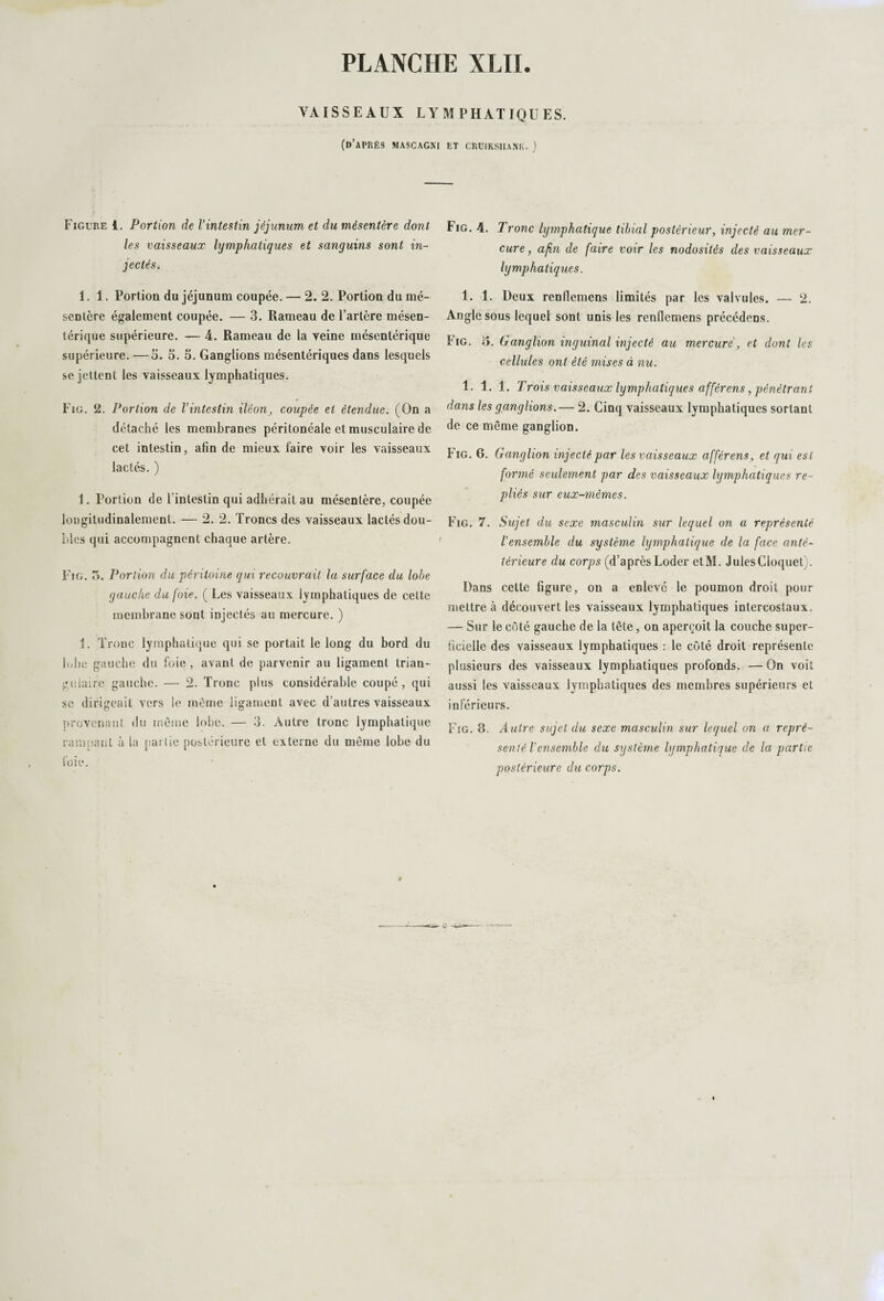 VAISSEAUX LYMPHATIQUES. (d’après MASCAGNI ET CRUIKSIIAPiK. ) Figure i. Portion de l’intestin jéjunum et du mésentère dont les vaisseaux lymphatiques et sanguins sont in¬ jectésé 1.1. Portion du jéjunum coupée. — 2. 2. Portion du mé¬ sentère également coupée. — 3. Rameau de l’artère mésen¬ térique supérieure. — 4. Rameau de la veine mésentérique supérieure. —5. S. 5. Ganglions mésentériques dans lesquels se jettent les vaisseaux lymphatiques. Fîg. 2. Portion de l’intestin iléoncoupée et étendue. (On a détaché les membranes péritonéale et musculaire de cet intestin, afin de mieux faire voir les vaisseaux lactés. ) 1. Portion de l’intestin qui adhérait au mésentère, coupée longitudinalement. — 2. 2. Troncs des vaisseaux lactés dou¬ bles qui accompagnent chaque artère. Fig. 5. Portion du péritoine qui recouvrait la surface du lobe gauche du foie. ( Les vaisseaux lymphatiques de cette membrane sont injectés au mercure. ) 1. Tronc lymphatique qui se portait le long du bord du lobe gauche du foie , avant de parvenir au ligament trian¬ gulaire gauche. — 2. Tronc plus considérable coupé, qui se dirigeait vers le même ligament avec d’autres vaisseaux provenant du même lobe. — 3. Autre tronc lymphatique rampant à la partie postérieure et externe du même lobe du foie. Fig. 4. Tronc lymphatique tibial postérieur, injecté au mer¬ cure , afin de faire voir les nodosités des vaisseaux lymphatiques. 1. 1. Deux renflemens limités par les valvules. — 2. Angle sous lequel sont unis les renflemens précédons. Fig. £>. Ganglion inguinal injecté au mercure, et dont les cellules ont été mises à nu. 1. 1. 1. Trois vaisseaux lymphatiques afférens, pénétrant dans les ganglions.— 2. Cinq vaisseaux lymphatiques sortant de ce même ganglion. Fig. 6. Ganglion injecté par les vaisseaux afférens, et qui est formé seulement par des vaisseaux lymphatiques re¬ pliés sur eux-mêmes. Fig. 7. Sujet du sexe masculin sur lequel on a représenté l’ensemble du système lymphatique de la face anté- térieure du corps (d’après Loder etM. JulesCloquet). Dans cette figure, on a enlevé le poumon droit pour mettre à découvert les vaisseaux lymphatiques intercostaux. — Sur le côté gauche de la tête, on aperçoit la couche super¬ ficielle des vaisseaux lymphatiques : le côté droit représente plusieurs des vaisseaux lymphatiques profonds. — On voit aussi les vaisseaux lymphatiques des membres supérieurs et inférieurs. Fig. 8. Autre sujet du sexe masculin sur lequel on a repré¬ senté l’ensemble du système lymphatique de la partie postérieure du corps.