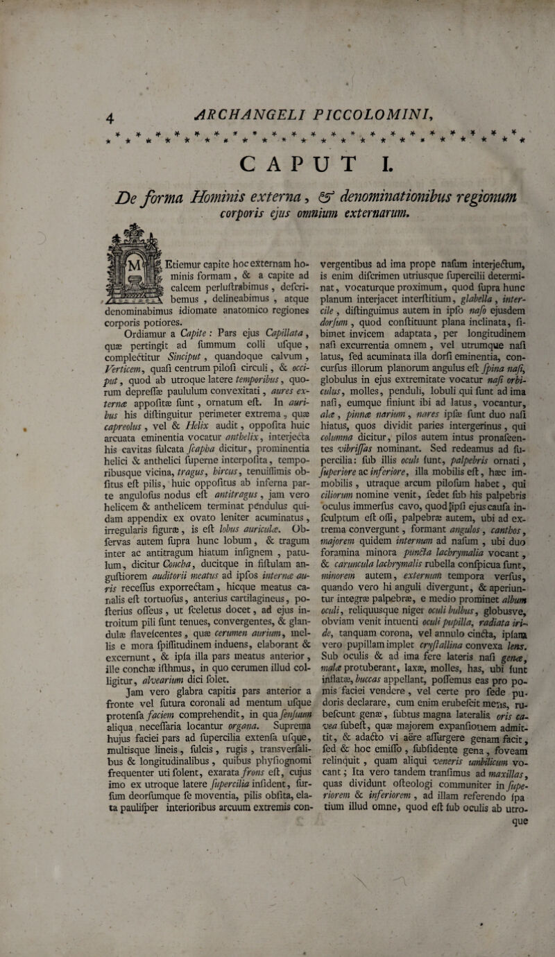 ■k ★ tk*^f * if. -k •k * -k k k k k k # k k , k k k C A P U T I. De forma Hominis externa, ^ denominationibus regionum corporis ejus omnium externarum. Etiemur capite hoc externam ho¬ minis formam, & a capite ad calcem perluftrabimus, defcri- bemus , delineabimus , atque denominabimus idiomate anatomico regiones corporis potiores. Ordiamur a Capite: Pars ejus Capillata, quae pertingit ad fummum colli ufque, complectitur Sinciput, quandoque calvum , Verticem^ quafi centrumpilofi circuli, & occi¬ put , quod ab utroque latere temporibus, quo¬ rum depreflae paululum convexitati, aures ex¬ ternae appofitae funt , ornatum eft. In auri¬ bus his diftinguitur perimeter extrema, qu^ capreolus , vel & Helix audit, oppofita huic arcuata eminentia vocatur anthelix., interjeCla his cavitas fulcata fcapha dicitur, prominentia helici & anthelici fuperne interpofita, tempo¬ ribusque vicina, tragus, hircus, tenuilTimis ob- fitus eft pilis, huic oppofitus ab inferna par¬ te angulofus nodus eft antitragus, jam vero helicem & anthelicem terminat pendulus qui¬ dam appendix ex ovato leniter acuminatus, irregularis figurse, is eft lobus auricula. Ob- fervas autem fupra hunc lobum, & tragum inter ac antitragum hiatum infignem , patu¬ lum, dicitur ducitque in fiftulam an- guftiorem auditorii meatus ad ipfos interna au¬ ris receflus exporreCtam, hicque meatus ca¬ nalis eft tortuofus, anterius cartilagineus, po- fterius offeus, ut fceletus docet, ad ejus in¬ troitum pili funt tenues, convergentes, & glan- dulee flavelcentes, quse cerumen aurium, mel¬ lis e mora fpiffitudinem induens, elaborant & excernunt, & ipla illa pars meatus anterior, ille conchse ifthmus, in quo cerumen illud col¬ ligitur , alvearium dici folet. Jam vero glabra capitis pars anterior a fronte vel futura coronali ad mentum ufque protenfa faciem comprehendit, in qua fenjuum aliqua neceflaria locantur organa. Suprema hujus faciei pars ad fupercilia extenfa ufque, multisque lineis , fulcis , rugis , transverfali- bus & longitudinalibus , quibus phyfiognomi frequenter utifolent, exarata frons eft, cujus imo ex utroque latere fupercilia inCident, fur- fum deorfumque fe moventia, pilis oblita, ela¬ ta paulifper interioribus arcuum extremis con¬ vergentibus ad ima prope nafum interjedlum, is enim difcrimen utriusque fupercilii determi¬ nat, vocaturque proximum, quod liipra hunc planum interjacet interftitium, glabella, inter¬ die , diftinguimus autem in ipfo nafo ejusdem dorjum , quod conftituunt plana inclinata, fi- bimet invicem adaptata, per longitudinem nafi excurrentia omnem, vel utrumque naft latus, fed acuminata illa dorfi eminentia, con- curfus illorum planorum angulus eft fpina nafi, globulus in ejus extremitate vocatur nafi orbi¬ culus, molles, penduli, lobuli qui funt ad ima nafi, eumque finiunt ibi ad latus, vocantur, ala, pinna narium, nares ipfie funt duo nali hiatus, quos dividit paries intergerinus, qui columna dicitur,' pilos autem intus pronafeen- tes vibrifids nominant. Sed redeamus ad fu¬ percilia: fiib illis oculi lunt, palpebris ornati, fuperiere ac inferiore, illa mobilis eft, haec im¬ mobilis , utraque arcum pilofiim habet, qui ciliorum nomine venit, fedet fiib his palpebris 'oculus imrnerfus cavo, quod [ipli ejus caufa in- fculptum eft offi, palpebra autem, ubi ad ex¬ trema convergunt, formant angulos, canthos, majorem quidem internum ad nafum , ubi duo foramina minora punSta lachrymalia vocant, & caruncula lachrymalis rubella confpicua funt, minorem autem, externum tempora verfus, quando vero hi anguli divergunt, & aperiun¬ tur integr® palpebrae, e medio prominet album oculi, xeX\(yjtvsc\\ie nigev oculi bulbus, globusve, obviam venit intuenti oculi pupilla, radiata iri-^ de, tanquam corona, vel annulo cinda, iplanx vero pupillam implet cryftallina convexa lem. Sub oculis & ad ima fere lateris nafi gena, mala protuberant, laxae, molles, has, ubi funt inflatae, buccas appellant, poffemus eas pro po¬ mis'faciei vendere, vel certe pro fede pu¬ doris declarare, cum enim erubefcit me5:is, ru- befcunt genae, fubtus magna lateralis, oris ca¬ vea fubeft, quae majorem expanfionem admit¬ tit, & adafto vi aere affurgere genam facit, fed & hoc emilfo, fubfidente gena, foveam relinquit , quam aliqui veneris umbilicum vo¬ cant; Ita vero tandem tranfiraus ad maxillas, quas dividunt ofteologi communiter in fupe- riorem & inferiorem , ad illam referendo Ipa tium illud omne, quod eft lub oculis ab utro- que