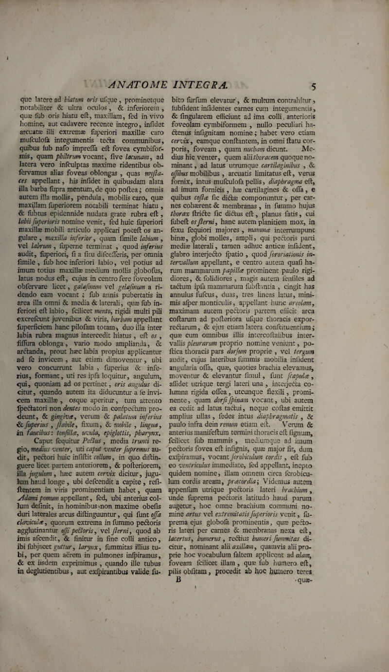 ANATOME INTEGRA. que latere ad hiatim ms ufqiie, prominctque notabiliter & ultra oculos, & inferiorem , quas fub oris hiatu eft, maxillam, fed in vivo homine, aut cadavere recente integro, infidet arcuata3 illi extremae fuperiori maxillse caro mufculofa integumentis tcfta communibus, quibus lub nafo imprefla eft fovea cymbifor- mis, quam philtrum vocmi, five lacunam, ad latera vero infculptas maxime ridentibus ob- fervamus alias foveas oblongas , quas myfta- ces appellant, his infidet in quibusdam alata illa barba fupra mentum, de quo poftea; omnis autem illa mollis, pendula, mobilis caro, quae maxillam fuperiorem notabili terminat hiatu , & fubtus epidennide nudata grate rubra eft , labii ftipertoris novamQvemt, fed huic fuperiori maxillte mobili articulo applicari poteft os an¬ gulare , maxilla inferior, quam fimile labium , vel labrum, fuperne terminat , quod inferius audit, liiperiori, fi a fitu difcefieris, per omnia fimile , fub hoc inferiori labio, vel potius ad imum totius maxillae medium mollis globofus, latus nodus eft, cujus in centro fere foveolam obfervare licet, galafmmn vel gelafmum a ri¬ dendo eam vocant ; fub annis pubertatis in area illa omni & media & laterali, quae fub in¬ feriori eft labio, fcilicet mento, rigidi multi pili excrefeunt juvenibus & viris, barbam appellant fuperficiem hanc pilofam totam-, duo illa inter labia rubra magnus intercedit hiatus, eft or , fiflura oblonga, vario modo amplianda, & ardfanda, prout haec labia propius applicantur ad fe invicem , aut etiam dimoventur, ubi vero concurrunt labia , fuperius & infe¬ rius, formant, uti res ipfa loquitur, angulum, qui, quoniam ad os pertinet, oris angulus di¬ citur , quando autem ita diducuntur a fe invi¬ cem maxillae, osque aperitur, tum attento Ipedtatori non dentes modo in confpeclum pro¬ deunt, & gingiva, verum & palatum inferius fuperius , flabile, fixum, & mobile , lingua, in faucibus: tonfilla, uvula, epiglottis, pharynx^ Caput fequitur PeSlus , media trunci re¬ gio, medius venter, uti caput venter fupremus au¬ dit , pectori huic infiftit collum, in. quo diftin- guere licet partem anteriorem, & pofteriorem, illa jugulum, haec autem cervix dicitur, jugu¬ lum haud longe , ubi defeendit a capite , refi- ftentem in viris prominentiam habet, quam yldami pomum appellant, fed, ubi anterius col¬ lum definit, in hominibus vnon maxime obefis duri laterales arcus diftinguuntur, qui funt ofld clavicula, quorum extrema in fummo pedtoris agglutinantur ojji peStoris, vel flerni, quod ab imis afeendit, & finitur in fine colli antico, ibi fubjacet , larynx, llimmitas illius tu¬ bi, per quem aerem in pulmones inipiramus, & ex iisdem exprimimus , quando ille tubus in deglutientibus, aut exlpirantibus valide, fu- bito furfum elevatur', & multum contrahitur, lubfident infidentes carnes cura integumentis, & fingularem efficiunt ad ima colli, anterioris foveolam cymbiformem , nullo peculiari ha- (ftenus infignitam nomine; habet vero etiam cervix, eamque conftantem, in omni ftatu cor¬ poris, foveam , quam nucham dicunt. Me¬ dius hic venter, quem aliithoracem quoque no¬ minant , ad latus utrumque cartilaginibus , & ojflbus mobilibus , arcuatis limitatus eft, verus fornix, intus mufculofa pellis, diaphragma ei^, ad imum fornicis , hae cartilagines & offa, e quibus cofla fic didis componuntur, per car¬ nes cohsrent & membranas , in fummo hujus thorax ftridle fic didlus eft, planus fatis, cui fubeft os flerni, hanc autem planitiem mox, in fexu fequiori majores , mamma interrumpunt bins, globi molles, ampli, qui pedloris parti medis laterali, tamen adhuc anties infident, glabro interjedlo fpatio , quod jorohationis in¬ tervallum appellant, e centro autem quafi ha¬ rum manunaruin papilla prominent paulo rigi¬ diores, & folidiores , magis autem feiifiles ad tadlum ipfa mammarum fubftantia , cingit has annulus fufeus, duas, tres lineas latus, mini¬ mis alper monti culis, appellant hunc areolam, maximam autem pedboris partem efficit arca coftarum ad pofteriora ufque thoracis expor- redlarum, & ejus etiam latera conftituentium; qus cum omnibus illis intercoftaiibus inter¬ vallis pleurarum proprio nomine veniunt, po- ftica thoracis pars dorjum proprie , vel tergum audit, cujus lateribus fummis mobilia infident angularia olTa, qus, quoties brachia elevamus, moventur & elevantur fimul, funt fcapula , affidet utrique tergi laceri una , interjedta co¬ lumna rigida oflea, utcunque flexili, promi¬ nente, quam dorfifpinam vocant, ubi autem ea cedit ad latus tadlui, neque coftas emittit amplius ullas, fedes intus diaphragmatis , & paulo infra dein renum etiam eft. Verum & anterius manifeftum termini thoracis eft fignum, fcilicet fub mammis , mediumque ad imum pedloris fovea eft infignis, qus major fit, dum exfpiramus, vocant Jcrobiculum cordis , eft fub eo ventriculus immediate, led appellant, inepto quidem nomine, illam omnem circa ferobicu- lum cordis aream, pr acor dia; Videmus autem appenfum utrique pedtoris lateri brachium, unde fuprema pedtoris latitudo haud parum augetur, hoc omne brachium communi no¬ mine artus vel extremitatis fuperioris venit, fu¬ prema ejus globofa prominentia, qus pedlo- ris lateri per carnes & membranas nexa eft, lacertus, humerus, redlius humeri fummitas di¬ citur, nominant alii quamvis alii pro¬ prie hoc vocabulum faltem applicent ad alam, foveam fcilicet illam , qus fub humero eft, pilis oblitam, procedit ab fioQ fiumero teres B • qua-
