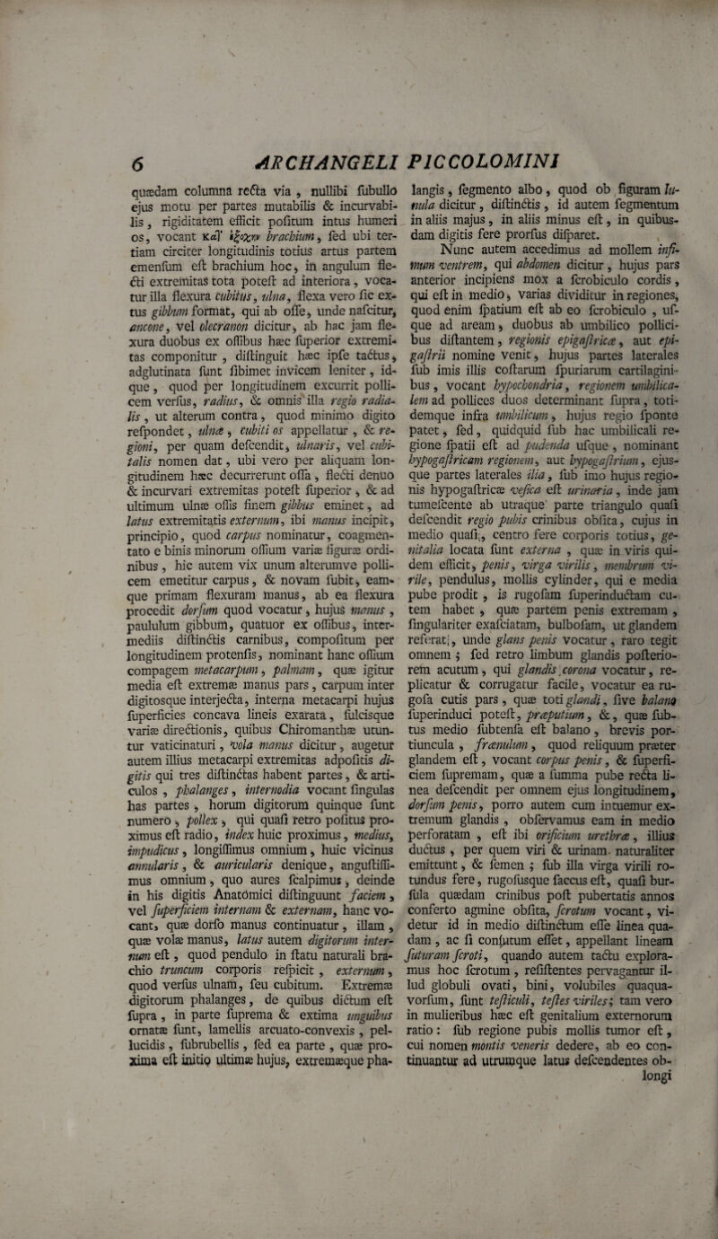 qusedam columna refta via , nullibi fubullo ejus motu per partes mutabilis & incurvabi- lis, rigiditatem efficit pofitum intus humeri os, vocant Ka? brachium^ fed ubi ter¬ tiam circiter longitudinis totius artus partem emenfum eft brachium hocj in angulum fle^ 611 extremitas tota potell: ad interiora, voca¬ tur illa flexura cubitus, ulna, vero fic ex- tus gibbum format, qui ab ofle, unde nafcitur, ancone. Vel olecranon dicitur^ ab hac jam fle¬ xura duobus ex offibus hsec lliperior extremi¬ tas componitur , diftinguit hasc ipfe tadtus^ adglutinata funt flbimet invicem leniter, id- que, quod per longitudinem excurrit polli¬ cem verius, radius, & omnis illa regio radia^ lis , ut alterum contra, quod minimo digito refpondet, ulna cubiti os appellatur , & re* gioni, per quam defcendit, ulnaris, vel cubi¬ talis nomen dat, ubi vero per aliquam lon¬ gitudinem haic decurrerunt oifa , fledli denuo & incurvari extremitas poteifc fuperior ^ & ad ultimum ubte offis finem gibbus eminet, ad latus extremitatis externum, ibi inanus incipit, principio, quod carpus nominatur, coagmen¬ tato e binis minorum offium varise figura? ordi¬ nibus , hic autem vix unum alterumve polli¬ cem emetitur carpus, & novam fubit, eam* que primam flexuram manus, ab ea flexura procedit dorfum quod vocatur, hujus manus , paululum gibbum, quatuor ex offibus, inter¬ mediis diflindis carnibus, compofitum per longitudinem protenfis, nominant hanc offium compagem metacarpum, palmam, qua? igitur media efl: extremas manus pars, carpum inter digitosque interjedla, interna metacarpi hujus fuperficies concava lineis exarata, fulcisque varias diredlionis, quibus Chiromanthse utun¬ tur vaticinaturi, vola manus dicitur, augetur autem illius metacarpi extremitas adpofitis di~ gitis qui tres diltindtas habent partes, & arti¬ culos , phalanges, internodia vocant fingulas has partes , horum digitorum quinque funt numero •, pollex qui quafl retro pofituS pro¬ ximus efl: radio, index huic proximus, medius, impudicus, longiffimus omnium, huic vicinus annularis, & auricularis denique, angufliffi- mus omnium, quo aures fcalpimus, deinde in his digitis AnatCmici diflinguunt faciem , vel fuperficiem internam & externam, hanc vo¬ cant» quffi dorfo manus continuatur, illam , quae volae manus, latus autem digitorum inter¬ num efl , quod pendulo in flatu naturali bra¬ chio truncum corporis relpicit , externum, quod verius ulnam, feu cubitum. Extremae digitorum phalanges, de quibus diftura eft fupra , in parte fliprema & extima unguibus ornatae funt, lamellis arcuato-convexis , pel¬ lucidis , fubrubellis , fed ea parte , quae pro¬ xima eft initio ultimae hujus, extremaeque pha- langis, fegmento albo, quod ob figuram lu¬ nula dicitur, diftindlis , id autem fegmentum in aliis majus, in aliis minus eft, in quibus¬ dam digitis fere prorfus diljearet. Nunc autem accedimus ad mollem infi¬ mum ventrem, qui abdomen dicitur, hujus pars anterior incipiens mox a fcrobiculo cordis, qui eft in medio, varias dividitur in regiones, quod enim Ipatium eft ab eo fcrobiculo , uf- que ad aream, duobus ab umbilico pollici¬ bus diftantem, regionis epigafirica, aut epi- gafirii nomine venit, hujus partes laterales fub imis illis collarum fpuriarum cartilagini¬ bus , vocant hypochondria, regionem umbilica¬ lem ad pollices duos determinant fupra, toti- demque infra umbilicum, hujus regio l^onte patet, fed, quidquid fub hac umbilicali re¬ gione Ipatii eft ad pudenda ufque , nominant hypogaftricam regionem, aut hypogafirium, ejus- que partes laterales ilia, fub imo hujus regio¬ nis hypogaftricae vefica eft urinaria, inde jam tumefcente ab utraque’ parte triangulo quaft defcendit regio pubis crinibus oblita, cujus in medio quali;, centro fere corporis totius, ge¬ nitalia locata funt externa , qute in viris qui¬ dem efficit, penis, virga virilis, membrum vi¬ rile, pendulus, mollis cylinder, qui e media pube prodit , is rugofam fuperindudlam cu¬ tem habet , qute partem penis extremam , fingulariter exafciatam, bulbofam, ut glandem referat;, unde glans penis vocatur, raro tegit omnem ^ fed retro limbum glandis pofterio- rem acutum, qui glandis corona vocatur, re¬ plicatur & corrugatur facile, vocatur ea ru- gofa cutis pars , quae toti glandi, five halauQ fuperinduci poteft, praputium, &, quae fub- tus medio fubtenfa eft balano, brevis por¬ tiuncula , franulum , quod reliquum praeter glandem eft, vocant corpus penis, & fuperfi¬ ciem lupremam, quae a fumma pube re(fta li¬ nea defcendit per omnem ejus longitudinem, dorfum penis, porro autem cum intuemur ex¬ tremum glandis , obfervamus eam in medio perforatam , eft ibi orificium urethra, illius dudtus , per quem viri & urinam- naturaliter emittunt, & femen ; fub illa virga virili ro¬ tundus fere, rugofusque faecuseft, quafi bur- liila quasdam crinibus poft pubertatis annos conferto agmine oblita, ferotum vocant, vi¬ detur id in medio diftindum elTe linea qua¬ dam , ac li conjutum elfet, appellant lineam futuram feroti, quando autem tadlu explora¬ mus hoc ferotum , refiftentes pervagantur il¬ lud globuli ovati, bini, volubiles quaqua- vorfum, lunt tefiicuU, tefies viriles; tam vero in mulieribus htec eft genitalium externorum ratio: llib regione pubis mollis tumor eft , cui nomen montis veneris dedere, ab eo con¬ tinuantur ad utrumque latus defeendentes ob¬ longi