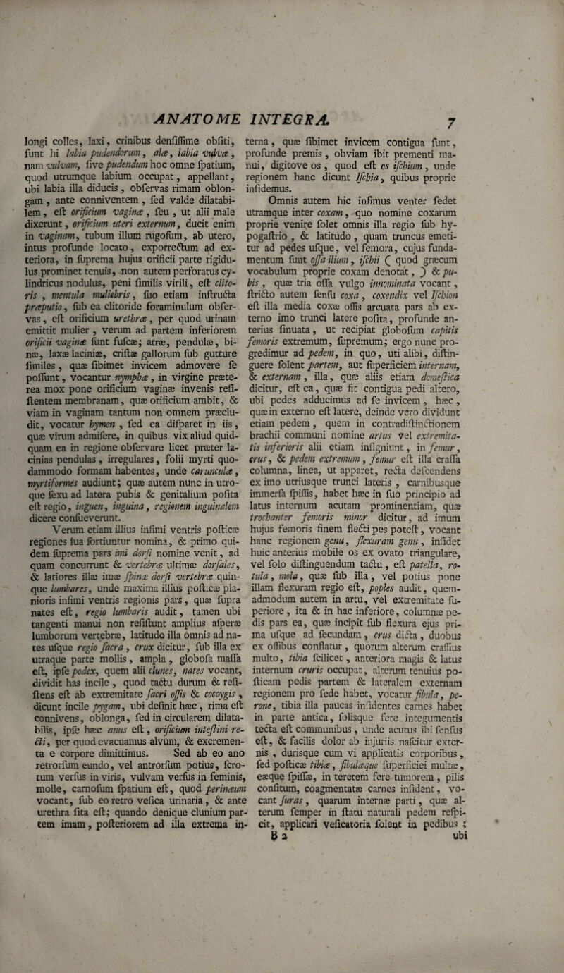 longi colles, laxi, crinibus denTiflime obfiti, terna, quee fibimet invicem contigua funt, fune hi labia pudendonm, ala, labia vidva , profunde premis , obviam ibit prementi ma¬ namfivehoc omne fpatiura, nui, digitove os , quod os ifchium ^ unde quod utrumque labium occupat, appellant, regionem hanc dicunt Ifchia, quibus proprie ubi labia illa diducis , obfervas rimam oblon- infidemus. gam, ante conniventem , fed valde dilatabi- Omnis autem hic infimus venter fedet lem, efi: orificium vagina , fcu , ut alii male utramque inter coxam, quo nomine coxarum dixerunt, orificium uteri externum, ducit enim proprie venire folet omnis illa regio fub hy- in vaginam^ tubum illum rugolum, ab utero, pogaftrio , & latitudo , quam truncus emeti- intus profunde locato, exporreftum ad ex- tur ad pedes ufque, vel femora, cujus funda- teriora, in fuprema hujus orificii parte rigidu- mentum funt ojfa ilium, ifchii Q quod graecum Ius prominet tenuis, non autem perforatus cy- vocabulum proprie coxam denotat, ') &:pu- lindricus nodulus, peni fimilis virili, eft dito- his , quae tria olTa vulgo innominata vocant, ris , mentula muliebris, luo etiam inftruda llrifto autem fenfu coxa, coxendix vel IJchion praputio, fub ea clitoride foraminulum obfer- elt illa media cox® olfis arcuata pars ab ex- vas, efi: orificium urethra, per quod urinam terno imo trunci latere polita, profunde an- emittit mulier , verum ad partem inferiorem terius linuata, ut recipiat globofum capitis orificii vagina funt fufeae; atrae, pendulae, bi- femoris extremum, fupremum; ergo nunc pro¬ nae, laxae laciniae, crillae gallorum llib gutture gredimur ad pedem, in quo, uti alibi, diftin- limiles , quae fibimet invicem admovere fe guere folent partem, aut luperficiem internam, polfunt, vocantur nympha, in virgine praete- & externam , illa, quae aliis etiam domefiica rea mox pone orificium vaginae invenis refi- dicitur, efi: ea, quae fit contigua pedi altero, llentem membranam, quae orificium ambit, & ubi pedes adducimus ad fe invicem , haec, viam in vaginam tantum non omnem praeclu- quae in externo eft latere, deinde vero dividunt dit, vocatur hymen , fed ea difparet in iis, etiam pedem, quem in contradiltinctionem quae virum admifere, in quibus vix aliud quid- brachii communi nomine artus vel extremita- quam ea in regione obfervare licet praeter la- tis inferioris alii etiam infigniunt, in femur, cinias pendulas , irregulares, folii myrti quo- crus, & pedem extremum , femur elt illa cralfa dammodo formam habentes, unde caruncula, columna, linea, ut apparet, re^ta defeendens myrtiformes audiunt; quae autem nunc in utro- ex imo utriusque trunci lateris , carnibusque que fexu ad latera pubis & genitalium polita immerfa fpiffis, habet hsec in fuo principio ad elk vegio, inguen, inguina, regionem inguinalem latus internum acutam prominentiam, quae dicere confueverunt. trochanter femoris minor dicitur, ad imum Verum etiam illius infimi ventris polticae hujus femoris finem flecti pes potefl, vocant regiones lua fortiuntur nomina, & primo qui- hanc regionem genu, flexuram genu , infidet dem fliprema pars imi dorfi nomine venit, ad huic anterius mobile os ex ovato triangulare, quam concurrunt & vertebra ultimse dorfales, vel folo diltinguendum tadtu, elt patella, ro- & latiores illas imae fpina dorfi vertebra quin- tula, mola, quae fub illa, vel potius pone que lumbares, unde maxima illius polticae pia- illam flexuram regio eft, poples audit, quem- nioris infimi ventris regionis pars, quae fupra admodum autem in artu, vel extremitate fu- nates elt, regio lumbaris audit, tamen ubi periore , ita & in hac inferiore, columnae pe- tangenti manui non reliflunt amplius alperae dis pars ea, quae incipit fub flexura ejus pri- lumborum vertebrae, latitudo illa omnis ad na- ma ufque ad fecundam, crus dicta, duobus tes ufque regio facra, crux dicitur, fub illa ex ex olfibus conflatur , quorum alterum cralfiiis utraque parte mollis, ampla, globofa malTa multo, tibia fcilicet, anteriora magis & latus elt, ipfe podex, quem alii clunes, nates vocant, internum cruris occupat, alterum tenuius po- dividit has incile , quod tadtu durum & refi- fticam pedis partem & lateralem externam Itens elt ab extremitate ojfis & coccygis , regionem pro fede habet, vocatm fibula, pe- dicunt incile ubi definit haec, rima elt rone, tibia illa paucas infidentes carnes habet connivens, oblonga, fed in circularem dilata- in parte antica, folisque fere integumentis bilis, ipfe haec anus elt, orificium inteftini re- tedta elt communibus, unde acutus ibifenfus Bi, per quod evacuamus alvum, & excremen- elt, & facilis dolor ab injuriis nafeitur exter- ta e corpore dimittimus. Sed ab eo ano nis , durisque cum vi applicatis corporibus, retrorfum eundo, vel antrorllim potius, fero- fed polticae tibia, fibulaque fuperficiei multae, tum verfus in viris, vulvam verius in feminis, eaeque fpilfae, in teretem fere tumorem , pilis molle, carnofum fpatium elt, (\\iod perinaum confitum, coagmentatae carnes infident, vo- vocant, fub eo retro vefica urinaria , & ante eant Juras , quarum internae parti, quae al- urethra fita elt; quando denique clunium par- terum femper in Itatu naturali pedem refpi- tem imam, polteriorem ad illa extrema in- cit, applicari veficatoria folent ia pedibus ; ^ ubi /