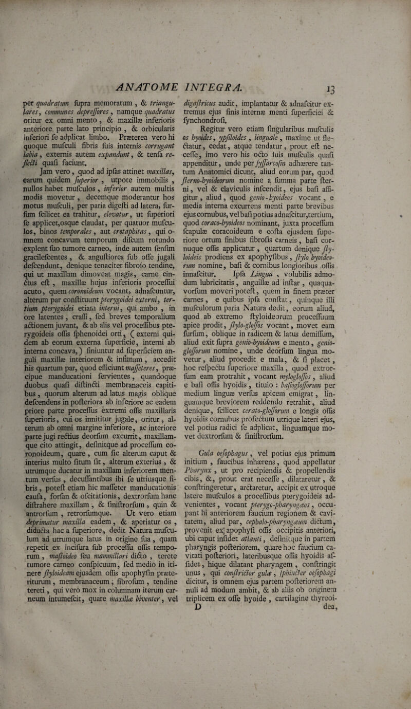 per quadratum fupra memoratum , & triangu¬ lares.^ communes deprejfores ^ quadratus oritur ex omni mento , & maxilla3 inferioris anteriore parte lato principio , & orbicularis inferiori fe adplicat limbo* Praeterea vero hi quoque mufculi fibris fuis internis corrugant labia, externis autem expandunt, & tenfa re¬ fecti quafi faciunt* Jam vero, quod ad ipfas attinet maxillas^ earum quidem fuperior , utpote immobilis , nullos habet mufculos, inferior autem multis modis movetur , decemque moderantur hos motus mufculi, per paria digefli ad latera, fur- lum fcilicet ea trahitur, elevatur, ut fuperiori fe applicet,osque claudat, per quatuor mufcu¬ los, binos temporales, aut crotaphitas, qui o- ranem concavum temporum difcum rotundo explent flio tumore carneo, inde autem fenfim gracilefcentes , & angufliores fub offe jugali defcendunt, denique tenaciter fibrolo tendine, qui ut maxillam dimoveat magis, carne cin- ftus eft , maxillas hujus inferioris proceffui acuto, quem coronoideum vocant, adnafcuntur, alterum par conUituuntpterygoidei externi, ter¬ tium pterygoidei etiam interni, qui ambo , in ore latentes, craffi, fed breves temporalium adlionem juvant, & ab alis vel procelTibus pte¬ rygoideis offis fphenoidei orti, Q externi qui¬ dem ab eorum externa fuperficie, interni ab interna concava,) finiuntur ad fuperficiem an¬ guli maxillae interiorem & infimam , accedit his quartum par, quod Q^cvdnt maffeteres, prae¬ cipue manducationi fervientes, quandoque duobus quafi diffindi membranaceis capiti¬ bus , quorum alterum ad latus magis oblique defcendens in pofteriora ab inferiore ac eadem priore parte proceffus extremi olfis maxillaris fliperioris, cui os innititur jugale, oritur, al¬ terum ab omni margine inferiore, ac interiore parte jugi redius deorfum excurrit, maxillam¬ que cito attingit, defmitque ad proceffum co¬ ronoideum, quare , cum fic alterum caput & interius multo fitum fit, alterum exterius , & utrumque ducatur in maxillam inferiorem men¬ tum verfus , decuffantibus ibi fe utriusque fi¬ bris , potefl etiam hic maffeter manducationis caufa, forfan & ofcitationis, dextrorfum hanc diftrahere maxillam , & finiftrorfum , quin & antrorfum , retrorfumque. Ut vero etiam deprimatur maxilla eadem, & aperiatur os , diduda hac a fuperiore, dedit Natura mufcu- lum ad utrumque latus in origine fua, quam repetit ex incifura fub proceffu ollis tempo¬ rum , maftoideo feu mammillari dido , terete tumore carneo confpicuum, fed medio in iti¬ nere ftyloideam ejusdem offis apophyfm pricte- riturum, membranaceum, fibrofum , tendine tereti, qui vero mox in columnam iterum car¬ neum intuniefcit, quare maxilla biventer, vel 13 digaflricus audit, implantatur & adnafcitur ex¬ tremus ejus finis internae menti fuperficiei & fynchondrofi* Regitur vero etiam fingularibus mufculis os hyoides, ypfiloides , linguale , maxime ut fle- datur, cedat, atque tendatur, prout eft ne- ceffe, imo vero his odo luis mufculis quafi appenditur, unde per jyjjdrcofm adhaerere tan¬ tum Anatomici dicunt, aliud eorum par, quod fterm-hyoideorum nomine a fumma parte fter- ni, vel & claviculis infcendit, ejus bafi affi¬ gitur, aliud, quod genio-hyoideos vocant , e media interna excurrens menti parte brevibus ejus cornubus, velbafi potius adnafcitur,tertium, quod coraco-hyoideos nominant, juxta proceffum fcapulae coracoideum e cofla ejusdem fupe¬ riore ortum finibus fibrofis carneis, bafi cor¬ nuque offis applicatur , quartum denique fiy- loideis prodiens ex apophyfibus, fiylo hyoideo¬ rum nomine, bafi & cornibus longioribus,offis , innafcitur* Ipfa Lingua , volubilis admo¬ dum lubricitatis , anguillae ad inftar , quaqua- vorfum moveri potefl, quem in finem praeter carnes, e quibus ipfa condat, quinque illi mufculorum paria Natura dedit, eorum aliud, quod ab extremo ftyloideorum proceffuum apice prodit, flylo-glojjos vocant, movet eam furfum, oblique in radicem & latus demiffum, aliud exit fupra genio-hyoideum e mento, genio- glofforum nomine, unde deorfum lingua mo¬ vetur , aliud procedit e mala, & fi placet, hoc refpedlu fuperiore maxilla, quod extror- fum eam protrahit, vocant mylogloffos, aliud e bafi offis hyoidis, titulo : baf.oglolforum per medium lingua verfus apicem emigrat, lin¬ guamque breviorem reddendo retrahit, aliud denique, fcilicet cerato-glojforum e longis offis hyoidis cornubus profedtum utrique lateri ejus, vel potius radici fe adplicat, linguamque mo¬ vet dextrorfum & finiftrorfum. Gula oefophagus, vel potius ejus primum initium , faucibus inhaerens, quod appellatur Pharynx , ut pro recipiendis & propellendis cibis, &, prout erat neceffe , dilataretur, & conftringeretur, ardtaretur, accipit ex utroque latere mufculos a proceffibus pterygoideis ad¬ venientes , vocant pterygo-pharyngdeos, occu¬ pant hi anteriorem faucium regionem & cavi¬ tatem, aliud par, cephalo-pharyngaum di6lum, provenit ex] apophyfi offis occipitis anteriori, ubi caput infidet atlanti, defmitque in partem pharyngis pofleriorem, quare hoc faucium ca¬ vitati pofleriori, lateribusque offis hyoidis af- fidet, hique dilatant pharyngem , conftringit unus , qui conftricfor gula, jphinchr oefophagi dicitur, is omnem ejus partem poffieriorem an- nuli ad modum ambit, & ab aliis ob originem triplicem ex offe hyoide , cartilagine thyreoi- D dea.