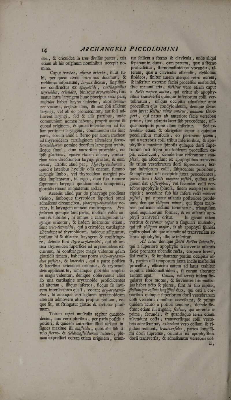 H dea, & cricoidea in tres divifus partes , tria etiam ab his originum nominibus accepit no¬ mina. Cz^nt trachea ^ afpera arteria ^ illius tu¬ bi , per quem aerem intra nos ducimus, & reddimus infpiratum, larynx dicitur, fingulari- ter conftrubtus ex epiglottide, cartilaginibus thyreoidea i cricoidea, binisque arytamideis, for¬ matur intra laryngem hunc prtecipua 'oocis pars» mufculos habet lai*ynx fedecim , alios commu¬ nes vocant, proprios alios, illi non foli affident laryngi, vel ab eo pronafcuntur, aut foli ad¬ haerent laryngi, fed & aliis partibus, unde communium nomen habent, proprii autem & quoad originem, & quoad infertionem ad fo- lum pertinent laryngem, communium tria funt paria, eorum aliud a llerno per latera tracheze ad thyreoideam cartilaginem afcendens Jkrno- thyreoideorum nomine deorfum laryngem trahit, ficque fimul , dum antrorfum protrahit, eo ipib glottidem, ejusve rimam dilatat, contra¬ riam vero diredlionem laryngi prasllat, & eum elevat, attollit aliud par, Hyo-thyreoideorum ^ quod e lateribus hyoidis offis enatum fummo laryngis limbo, vel thyreoidese margini po¬ tius implantatur ^ id ergo , dum fuo tumore fupremum laryngis quodammodo comprimit ^ glottidis rimaiil aliquatenus ardat. Accedit aliud par de pharynge prodiens vicino j limboque thyreoideae fuperiori omni adnafcens circumcirca, pharyngo-thyreoideos vo¬ cant, hi laryngem omnem conftringunt* Pro¬ priorum quinque lunt paria, mufculi valde mi¬ nuti & fubtiles, hi omnes a cartilaginibus la¬ ryngis oriuntur i, & iisdem inferuntur etiam, funt crico-thyreoidei <, qui a cricoidea cartilagine afcenduntad thyreoideam, hiiicque affiguntur, poflunt hi & dilatare laryngem & conftringe- re, deinde funt thyro-arytanoidei, qui ab an¬ tica thyreoideae luperficie ad arytaenoideas ex¬ currunt, hi conftringere magis videntur ipfam glottidis rimam, habemus porro crito-arytami- deos pofticoS; & laterales , qui a parte poftica & lateribus cricoideae oriuntur, & arytaenoi- deis applicant fe, rimamque glottidis amplia¬ re magis videntur, denique obfervamus alios ab ulia cartilagine arytaenoide proficifcentes ad alteram *, illique infertos, ficque fe invi¬ cem interfecantes quali , vocant ary-arytami- deos , hi adeoque cartilaginem arytaenoideam alteram admovere alteri propius polTunt, eo- que fit, ut ftringatur glottis & ardletur pluri¬ mum. Totum caput mufculis regitur quatuor- decim, imo vero pluribus , per paria politis a potiori, & quidem antrorfum illud flebunt in- lignes maxime illi majloidei, quos alii fub ti¬ tulo jlerno- & cleidomajloideorum habent, ple¬ nam exprelTuri eorum etiam originem , oriun¬ tur fcilicet a llerno & clavicula , unde aliqui feparantin duos , eam partem, qute a llerno proficifcitur , llernomaltoideos vocando , al¬ teram , quae a claviculis afcendit, cleidoma- lloideos, finitur autem uterque retro aurem, & inferitur externae faciei procelTus malloidei, live mammillaris, fleSlitur vero etiam caput a RfSto majore antice, qui oritur ab apophy- libus transverfis quinque inferiorUm colli ver¬ tebrarum , offique occipitis adnafcitur ante procelTum ejus condyloideum, denique flexio¬ nem juvat ReStus minor anticus, annuens £ovv- peri, qui natus ab anteriore facie vertebra primae, live atlantis latet fub pracedente, offi¬ que occipitis pone illum inferitur. Sed ex¬ tenditur etiam & obrigefcit caput a quinque peculiaribus mufculis, eo pertinent jplenii, qui a vertebris colli tribus inferioribus, & apo- phylibus maxime Ipinolis quinque dorfi fupe- riorum orti fupra malloideum procelTum ca¬ piti accrefcunt, deinde huc referuntur: com¬ plexi, qui afcendunt ex apophylibus transver¬ fis trium vertebrarum dorli fuperiorum, fex¬ que inferiorum colli, fubjacentes prioribus , & implantati offi occipitis juxta prascedentes , porro funt : Re6ti majores poftici, quibus ori¬ ginem dat epiftropbai, vel fecundas colli ver¬ tebra apophylis Ipinofa, linem excipit j os oc¬ cipitis ; accedunt fub his inferti re&i minores poflici, qui e parte atlantis polleriore prode¬ unt; denique obliquus minor, qui fupra majo¬ rem pollicum redlum terminatur , triangulum quali aquilaterum format, & ex atlantis apo- phyli transverfa oritur. In gyrum etiam vertitur & rotatur caput a lingulari mulculo , qui eft obliquus major, is ab apophyfi Ipinofa epillrophai oblique afcendit ad transverfam at*- lantis apophylin, illique inferitur. jid latus denique fleSfit Re^us lateralis, qui a fuperiore apophylis transverfa atlantis facie pronatus alcendit redla, corpore brevi, fed cralTo , & implantatur partim occipitis of¬ fi, partim offi temporum juxta incile malloidei procelTus , efficacius autem ad latus trahitur caput a cleidomalloideis, li eorum alteruter'' tantum agat. Collum, vel cervix itidem lin¬ gulares fuos motus, & fervientes his mufcu¬ los habet odio & plures, funt hi fub capite, fleStuntque collum longijflmi duo, qui orti a cor¬ poribus quinque fuperiorum dorfi vertebrarum colli vertebris omnibus accrefcunt, & primas quidem acuto a potiori tendine, deinde fle- iftunt etiam illi trigoni, fcaleni, qui anterius e prima , fecunda, & quandoque tertia etiam afcendunt colla, transverfisque colli verte¬ bris adnafcuntur, extendunt vero collum & ri¬ gidum reddunt, transverfales , partes longiffi- mi dorfi fupremae, oriuntur ex apophylibus dorfi transverfis; & adnafcuntur vertebris col¬ li.