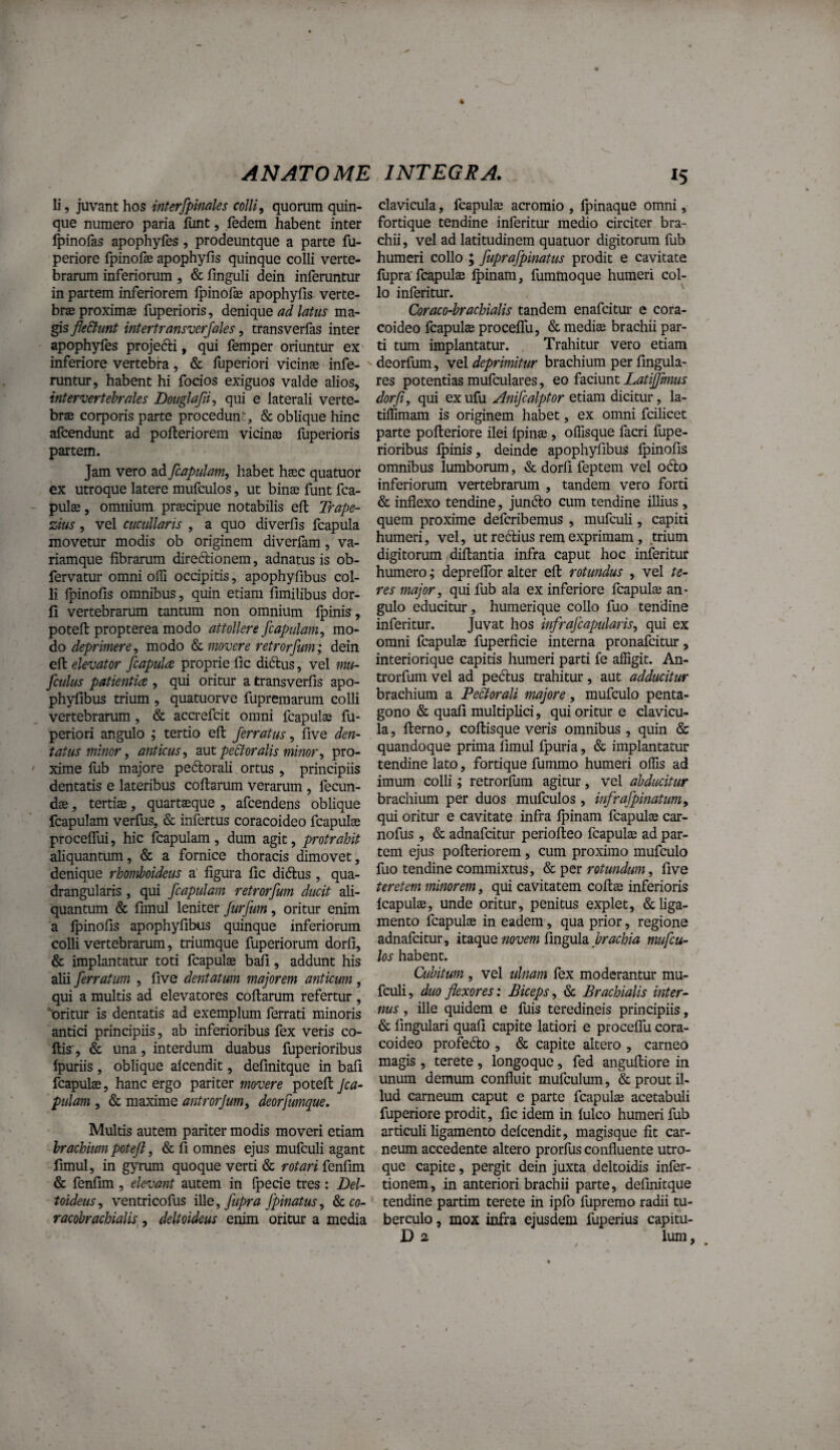 li, juvant hos interfpinales colli^ quorum quin¬ que numero paria funt, fedem habent inter fpinofas apophyfes, prodeuntque a parte fu- periore fpinofae apophyfis quinque colli verte¬ brarum inferiorum , & finguli dein inferuntur in partem inferiorem fpinofas apophyfis verte¬ brae proximse fuperioris, denique ad latus ma¬ gis fleStunt intertransverfales, transverfas inter apophyfes projefti, qui femper oriuntur eX' inferiore vertebra, & luperiori vicinae infe¬ runtur, habent hi focios exiguos valde alios, intervertebrales Dougla/ii., qui e laterali verte¬ brae corporis parte procedun.% & oblique hinc afcendunt ad pofteriorem vicinae fuperioris partem. Jam vero ad fcapulam, habet haec quatuor ex utroque latere mufculos, ut binae funt fca- pulae, omnium praecipue notabilis efi: Trape¬ zius , vel cucullaris , a quo diverfis fcapula movetur modis ob originem diverfam, va¬ riamque fibrarum diredlionem, adnatus is ob- fervatur omni offi occipitis, apophyfibus col¬ li Ipinofis omnibus, quin etiam fimilibus dor- fi vertebrarum tantum non omnium Ipinis, potefi: propterea modo attollere /capulam, mo¬ do modo 6)C movere retrorfum; dein efi: elevator fcapula proprie fic didlus, vel mu- fculus patientia , qui oritur a transverfis apo¬ phyfibus trium , quatiiorve fupreinarum colli vertebrarum, & accrefcit omni fcapulae fu- periori angulo ; tertio efi: ferratus, five den¬ tatus minor, anticus, dcut pedtoralis minor, pro¬ xime fub majore pedorali ortus , principiis dentatis e lateribus collarum verarum , fecun¬ dae , tertiae, quartaeque , afcendens oblique fcapulam verfus, & infertus coracoideo fcapulae procelfui, hic fcapulam, dum agit, protrahit aliquantum, & a fornice thoracis dimovet, denique rhomboideus a figura fic didlus , qua¬ drangularis , qui fcapulam retrorfum ducit ali¬ quantum & fimul leniter furfum, oritur enim a Ipinofis apophyfibus quinque inferiorum colli vertebrarum, triumque fuperiorum dorfi, & implantatur toti fcapulae bafi, addunt his alii ferratum , five dentatum majorem anticum, qui a multis ad elevatores collarum refertur , 'oritur is dentatis ad exemplum ferrati minoris antici principiis, ab inferioribus fex veris co¬ llis', & una, interdum duabus fuperioribus Ipuriis , oblique alcendit, definitque in bafi fcapulae, hanc ergo pariter movere potell jca- pulam , & maxime antrorjum, deorfumque. Multis autem pariter modis moveri etiam brachium potefi, & fi omnes ejus mufculi agant fimul, in gyrum quoque verti & rotari fenfim & fenfim , elevant autem in Ipecie tres : Del¬ toideus, ventricofus i\[e,fupra fpinatus, &. co¬ racobrachialis^ , deltoideus enim oritur a media clavicula, fcapulae acromio , Ipinaque omni, fortique tendine inferitur medio circiter bra¬ chii, vel ad latitudinem quatuor digitorum fub humeri collo ; fuprafpinatus prodit e cavitate llipra'fcapuls Ipinam, fumUioque humeri col¬ lo inferitur. ^ Coraco-brachialis tandem enafcitui* e cora¬ coideo fcapulffi procelTu, & mediae brachii par¬ ti tum implantatur. Trahitur vero etiam deorfum, vel deprimitur brachium per fingula- res potentias mufculares, eo faciunt Latifimus dorfi, qui ex ufu Anifcalptor etiam dicitur, la- tilTimam is originem habet, ex omni fcilicet parte polleriore ilei Ipinae, olTisque facri fupe¬ rioribus Ipinis, deinde apophyfibus Ipinofis omnibus lumborum, & dorfi feptem vel odio inferiorum vertebrarum , tandem vero forti & inflexo tendine, jundlo cum tendine illius , quem proxime defcribemus , mufculi, capiti humeri, vel, ut redlius rem exprimam, trium digitorum dillantia infra caput hoc inferitur hmnero; deprelfor alter ell rotundus , vel te¬ res major, qui fub ala ex inferiore fcapulae an¬ gulo educitur, humerique collo fuo tendine inferitur. Juvat hos infrafcapularis, qui ex omni fcapulae fuperficie interna pronafcitur, interiorique capitis humeri parti fe affigit. An- trorfuin vel ad pedlus trahitur, aut adducitur brachium a PeStorali majore, mufculo penta¬ gono & quafi multiplici, qui oritur e clavicu¬ la, fterno, collisque veris omnibus, quin & quandoque prima fimul fpuria, & implantatur tendine lato, fortique fummo humeri offis ad imum colli; retrorfum agitur, vel abducitur brachium per duos mufculos, infrafpinatum, qui oritur e cavitate infra Ipinam fcapulae car- nofus , & adnafcitur periolteo fcapulae ad par¬ tem ejus pofteriorem, cum proximo mufculo fuo tendine commixtus, & per rotundum, five teretem minorem, qui cavitatem collae inferioris Icapulae, unde oritur, penitus explet, & liga¬ mento fcapulae in eadem, qua prior, regione adnafcitur, itdi(quQ novem UnguldL brachia mufcu¬ los habent. Cubitum , vel ulnam fex moderantur mu¬ fculi, duo flexores: Biceps, & Brachialis inter¬ nus , ille quidem e luis teredineis principiis, & lingulari quafi capite latiori e procelTu cora¬ coideo profedlo , & capite altero , carneo magis , terete , longoquc, fed anguftiore in unum demum confluit mufculum, & prout il¬ lud carneum caput e parte fcapulae acetabuli fuperiore prodit, fic idem in Iuleo humeri fub articuli ligamento delcendit, magisque fit car¬ neum accedente altero prorlus confluente utro¬ que capite, pergit dein juxta deltoidis infer- tionem, in anteriori brachii parte, definitque tendine partim terete in ipfo fupremo radii tu¬ berculo , mox infra ejusdem fuperius capitu- D 2 Ium,