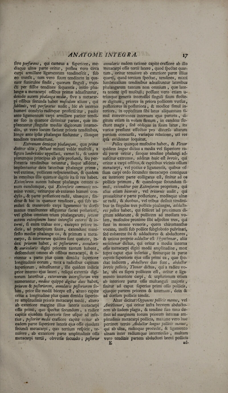 five perforans, qui carneus a iuperiore, me¬ diaque uln® parte oritur, poftea Vero circa carpi armillare ligamentum tendinefcit, fub eo tranfit, tum vero fuum tendinem in qua- tuor funiculos findit, quorum finguli, traje- fti per fifTos tendines fequentis, initio pha¬ langee a metacarpi ofTibus primae adnafcuntur, deinde autem phalanga media, five a metacar¬ pi oflibus fecunda habet mufculum alium , qui fublimis, vel perforatus audit, hic ab interno humeri condylo radioque proficifcitur, paulo ante ligamentum carpi armillare pariter tendi¬ ne fuo in quatuor dirimitur partes, quae im- plantantur jfingulis mediis digitorum interno¬ diis, ut vero locum faciant prioris tendinibus, longe ante ipfas phalangas finduntur , illosque tendines transmittunt. Extremam denicpxQ phalangam, quae prima dicitur aliis , fleSlunt minuti valde mufculi, a figura lumbriciiles appellati, carnei hi, & unico plerumque principio ab ipfis profundi, feu per^ forantis tendinibus oriuntur, iisque aflident, implantantur dein lateribus phalangae primae, vel extimae, pollicem refpicientibus, & quidem in omnibus illis quatuor digitis ita fe res habet. Extenforem autem habent phalangae omnes u- num eundemque, qui Extenforis communis no¬ mine venit, oriturque ab externo humeri con¬ dylo parte poftetiore radii, ulnaeque, fin¬ ditur & hic in quatuor tendines ^ qui fub an¬ nulari & transverfo carpi ligamento in dorfo manus tranfeuntes affiguntur faciei pofteriori, vel gibbae omnium trium phalangarum ^ ju^vant autem extenfionem hanc interojfei externi & in¬ terni, fi enim trahas eos, excepto priore in¬ dicis , ad principium fuum, extendunt mani- feflo mediae phalangae os, & primum a meta¬ carpo, & internorum quidem funt quatuor, in¬ dex priorem habet, ac pojleriorem , amiularis & auricularis digiti priorem tantum habent, defcendunt omnes ab offibus metacarpi, & o- riuntur a parte plus quam dimidia fuperiore longitudinis eorum , mox a radicibus capitum luperiorum , adnafcuntur , ille quidem indicis prior interno ejus lateri, reliqui externis digi¬ torum lateribus , externorum interojjeorum tres numerantur, medius quippe digitus duos habet, priorem & pojleriorem, annularis pojleriorem fo- lum, prior ille medii biceps efl, altero capite ortus a longitudine plus quam dimidia fuperio- re amplitudinis prioris metacarpi medii, altero ab exteriore margine illius lateris metacarpi offis primi, quo fpeftat fecundum, a radice capitis ejusdem fuperioris fere ufque ad infe¬ rius , pojlerior medii craffiore capite oritur ab eadem parte fuperiore lateris ejus offis ejusdem fecundi metacarpi, quo tertium refpicit, te¬ nuiore , ab exteriore parte amplitudinis offis metacarpi tertii, obverfse fecundo pojlerior 17 annularis eadem ratione capite craffiore ab illo metacai'pi offis tertii latere , quod fpeftat quar¬ tum , oritur tenuiore ab exteriore parte illius quarti, quod tertium fpedlat, tendines, mixti lumbricalium tendinibus adnafcuntur lateribus phalangarum tantum non omnium , quae late¬ ra tenent ipfi mufculi; poffunt vero etiam u- triusque generis interoffei finguli fuum fle6te- re digitum, priores in priora pollicem verfus, pofteriores in pofteriora , & modice fimul in¬ teriora , in oppofitum fibi latus aliquantum fi¬ mul convertentes internam ejus partem , di¬ gitum etiam in volam flexum , in eandem fle- ftunt magis , fed oblique in flium latus , ita varios praeflant effeftus pro diverfo aliarum partium concurfu, variaque relatione, uti res ipfa evidenter loquitur* Pollex quinque mufculos habet, & Flexor quidem longus diClus a media vel fuperiore ra¬ dii parte oritur, fuoque tendine phalangi ad- nafeitur extremse, additus huic brevis, qui oritur a carpi offibus, & capitibus vicinis offium metacarpi, vel potius e ligamentis, quibus of¬ fium carpi ordo fecundus metacarpo contiguus ex interiore parte colligatus efl, finitur ad os pollicis primum, & quandoque fecundum fi¬ mul , extenditur per Extenjorem proprium, qui alias etiam bicornis, Vel tricornis audit, qui pronafeitur e parte pofteriore, mediaque ulnas ac radii, & duobus, vel tribus definit tendini¬ bus in fingulas tres pollicis phalangas, adduflo- res pollex habet, qui fcilicet ad proximum di¬ gitum adducunt, & pollicem ad mediam vo¬ lam , mufculos proximo fibi adjedlos tres, qui funt in monte veneris, quem chiromanthse vocant^ molli fub pollice fubglobofo pulvinari, fed coh^rent ibi & addudlores & abdu6lores, & unicus proprie adduStor efl Hypothenar, aliis mefothenar diftus, qui oritur a media interna offis metacarpi digiti medii amplitudine, mox fupra caput ejus inferius , finitur que in parte capitis fuperioris ejus offis primi ea , quae fpe- dat indicem , abduBores duo funt, ahduBor brevis pollicis. Thenar didus , qui a radice vo¬ lae, ubi ea fupra pollicem efl, oritur e liga¬ mento interiore carpi, & utplurimum etiam ab interiore parte, offis multanguli majoris , finitur ad caput fuperius primi offis pollicis, ejusque partem priorem & internam, dein & ad dorfum pollicis tendit. Alter dicituc.Opponenspollicis manus, vel Antithenar, qui oritur infra brevem abducto¬ rem ab iisdem plagis, & tendine fuo toto de¬ finit ad marginem totum priorem internae am¬ plitudinis metacarpi pollicis, maxime vero huc pertinet tertio Abduffor longus pollicis manus, qui ab ulna, radioque procedit, & ligamento ulnam inter radiumque intermedio , multam vero tendinis partem abduClori brevi pollicis E ad-