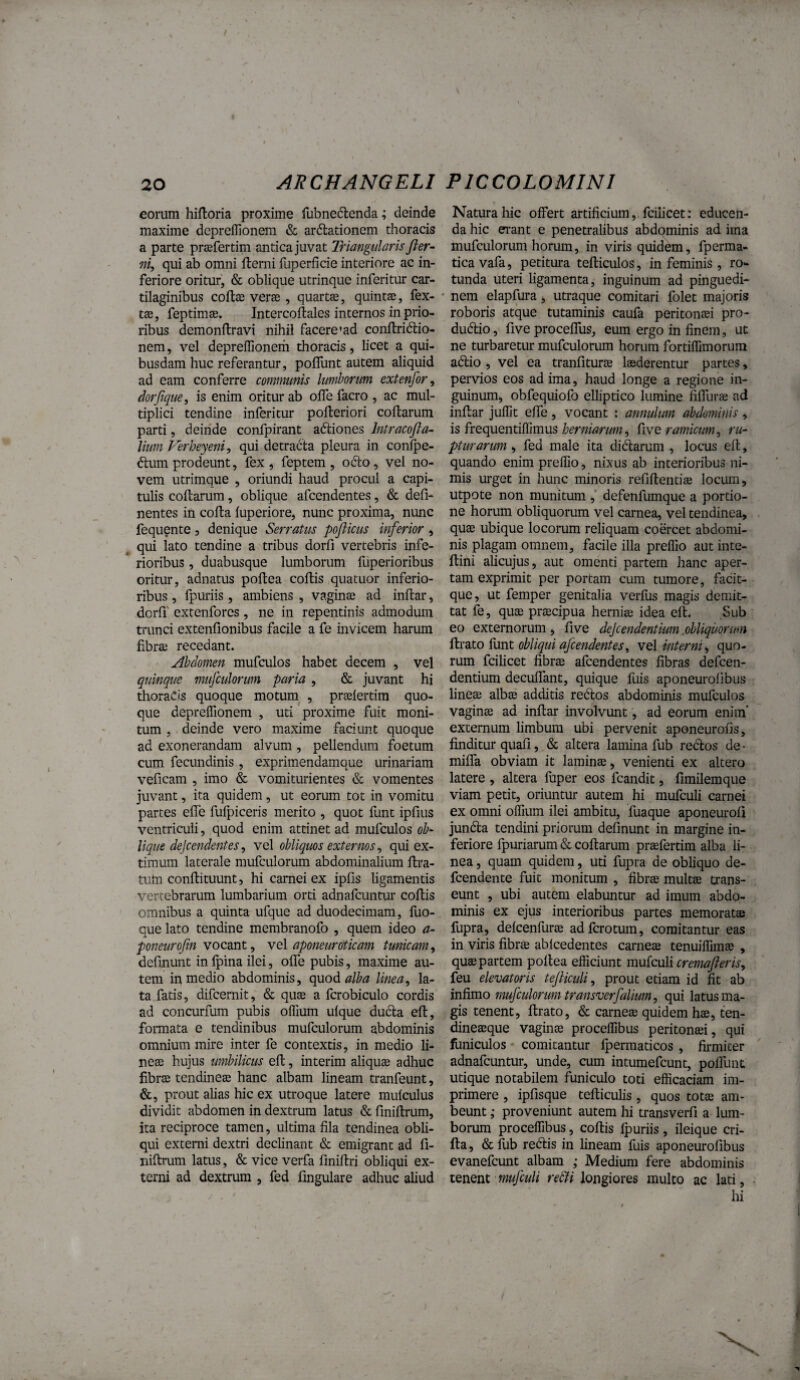 eorum hiftoria proxime fubnedenda; deinde maxime depreflionem & ardlationem thoracis a parte prsefertim antica juvat Triangularis fter~ ni, qui ab omni llerni fuperficie interiore ac in¬ feriore oritur, & oblique utrinquc inferitur car¬ tilaginibus coftae veras, quartae, quintae, fex- tae, feptimae. Intercoflales internos in prio¬ ribus demonftravi nihil facere'ad conltridio- nem, vel deprelTioneih thoracis, licet a qui¬ busdam huc referantur, poffunt autem aliquid ad eam conferre communis lumborum extenfor, dorfjque, is enim oritur ab offe facro , ac mul¬ tiplici tendine inferitur pofteriori collarum parti 5 deinde coiifpirant adliones Intracofla- lium Verheyeni, qui detracta pleura in conlpe- <5lum prodeunt, fex, feptem, odio, vel no¬ vem utrimque , oriundi haud procul a capi¬ tulis collarum, oblique afcendentes, & deli¬ nentes in colla luperiore, nunc proxima, nunc fequente, denique Serratus pojlicus inferior , ^ qui lato tendine a tribus dorfi vertebris infe¬ rioribus , duabusque lumborum fuperioribus oritur, adnatus pollea collis quatuor inferio¬ ribus , fpuriis , ambiens , vaginae ad inllar, doiTf extenfores , ne in repentinis admodum trunci extenllonibus facile a fe invicem harum libraj recedant. Abdomen mufculos habet decem , vel quinque mufculorum paria , & juvant hi thoracis quoque motum , pr^lertim quo¬ que deprelTionem , uti proxime fuit moni¬ tum , deinde vero maxime faciunt quoque ad exonerandam alvum, pellendum foetum cum fecundinis , exprimendamque urinariam veficam , imo & vomiturientes & vomentes juvant, ita quidem, ut eorum tot in vomitu partes elTe fufpiceris merito , quot funt ipfius ventriculi, quod enim attinet ad mufculos ob¬ lique defendentes, ye\ obliquos externos, qui ex¬ timum laterale mufculorum abdominalium lira¬ tum conllituunt, hi carnei ex iplis ligamentis vertebrarum lumbarium orti adnafcuntur collis omnibus a quinta ufque ad duodecimam, fuo- que lato tendine membranofo , quem ideo a- poneurofn vocant, vc\ aponeuroticam tunicam, defmunt in Ipina ilei, olTe pubis, maxime au¬ tem in medio abdominis, quod linea, la¬ ta fatis, difcernit, & quae a fcrobiculo cordis ad concurfum pubis olTium ulque ducla ell, formata e tendinibus mufculorum abdominis omnium mire inter fe contextis, in medio li¬ neae hujus umbilicus ell, interim aliqu® adhuc fibrae tendineae hanc albam lineam tranfeunt, &, prout alias hic ex utroque latere mulculus dividit abdomen in dextrum latus & fmillrum, ita reciproce tamen, ultima fila tendinea obli¬ qui externi dextri declinant & emigrant ad fi- nillrum latus, & vice verfa liniltri obliqui ex¬ terni ad dextrum , fed fingulare adhuc aliud Natura hic offert artificium, fcilicet: educen¬ da hic erant e penetralibus abdominis ad ima mufculorum horum, in viris quidem, fperma- tica vafa, petitura telliculos, in feminis , ro¬ tunda uteri ligamenta, inguinum ad pinguedi- * nem elapfura, utraque comitari folet majoris roboris atque tutaminis caufa peritonaei pro- dudlio, five procelfus, eum ergo in finem, ut ne turbaretur mufculorum horum fortilTimorum adlio , vel ea tranliturae laederentur partes, pervios eos ad ima, haud longe a regione in¬ guinum, obfequiofo elliptico lumine filfurae ad inllar julfit elfe , vocant : annutum abdominis , is frequentiflimus , iivc ramicum, ru¬ pturarum , fed male ita didarum , locus ell, quando enim preffio, nixus ab interioribus ni¬ mis urget in hunc minoris relillentiae locum, utpote non munitum , defenfumque a portio¬ ne horum obliquorum vel carnea, vel tendinea, quse ubique locorum reliquam coercet abdomi¬ nis plagam omnem, facile illa preflio aut inte- llini alicujus, aut omenti partem hanc aper¬ tam exprimit per portam cum tumore, facit- que, ut femper genitalia verius magis demit¬ tat fe, quae praecipua herniae idea ell. Sub eo externorum, five defendentium obliquorum ^tato {\xnt obliqui afcendentes, vel interni, quo¬ rum fcilicet fibrae afcendentes fibras defcen- dentium deculfant, quique fuis aponeurolibus lineae albae additis redlos abdominis mufculos vaginae ad inllar involvunt, ad eorum enim' externum limbum ubi pervenit aponeurofis, finditur quali, & altera lamina fub redlos de- milTa obviam it laminae, venienti ex altero latere , altera fuper eos fcandit, limilemque viam petit, oriuntur autem hi mufculi carnei ex omni olfium ilei ambitu, fuaque aponeuroli jundla tendini priorum delinunt in margine in¬ feriore fpuriarum & collarum praefertim alba li¬ nea , quam quidem, uti fupra de obliquo de- fcendente fuit monitum , fibrae multae trans¬ eunt , ubi autem elabuntur ad imum abdo¬ minis ex ejus interioribus partes memoratae fupra, delcenfurae adfcrotum, comitantur eas in viris fibr® ablcedentes carneae tenuiffimae , quae partem pollea efficiunt rmiculi cremafteris, feu elevatoris tejUcuU, prout etiam id fit ab infimo mufculorum transverfalium, qui latus ma¬ gis tenent, lirato, & carneae quidem hae, ten- dineaeque vaginae proceffibus peritonaei, qui funiculos comitantur Iperraaticos , firmiter adnafcuntur, unde, cum intumefcunt, polTunt utique notabilem funiculo toti efficaciam im¬ primere , ipfisque telliculis, quos tote am- beunt; proveniunt autem hi transverfi a lum¬ borum proceffibus, collis Ipuriis , ileique eri¬ lia, &fub redlis in lineam fuis aponeurofibus evanefeunt albam ,• Medium fere abdominis tenent mufculi redti longiores multo ac lati, hi