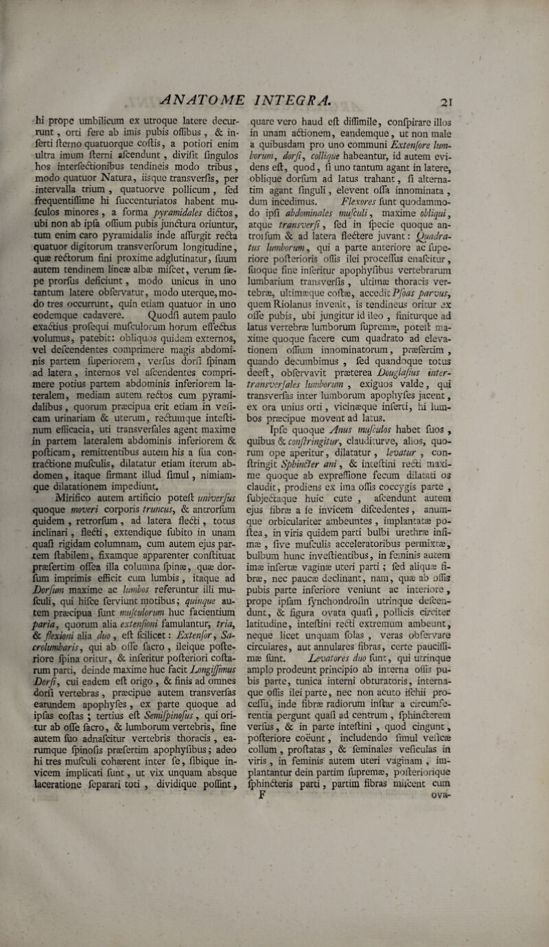 hi prope umbilicum ex utroque latere decur¬ runt , orti fere ab imis pubis offibus , & in¬ ferti fterno quatuorque collis, a potiori enim ultra imum llerni afcendunt, divilit lingulos hos interfedlionibus tendineis modo tribus, modo quatuor Natura, iisque transverfis, per intervalla trium , quatuorve pollicum, fed frequentilfime hi fuccenturiatos habent mu- Iculos minores , a forma pyramidales diftos, ubi non ab ipfa offium pubis jundlura oriuntur, tum enim caro pyramidalis inde alfurgit redla quatuor digitorum transverforum longitudine, quae redlorum fini proxime adglutinatur, fuum autem tendinem lineae albae mifcet, verum fae- pe prorfus deficiunt, modo unicus in uno tantum latere obfervatur, modo uterque, mo¬ do tres occurrunt, quin etiam quatuor in uno eodemque cadavere. Quodfi autem paulo exadlius profequi mufculorum horum elfedlus volumus, patebit: obliquos quidem externos, vel defcendentes comprimere magis abdomi¬ nis partem fuperiorem, verfus dorfi fpinam ad latera, internos vel afcendentes compri¬ mere potius partem abdominis inferiorem la¬ teralem, mediam autem redlos cum pyrami¬ dalibus , quorum praecipua erit etiam in veii- cam urinariam & uterum, reclumque intelli- num efficacia, uti transverfales agent maxime in partem lateralem abdominis inferiorem & pollicam, remittentibus autem his a fua con- tradlione mufculis, dilatatur etiam iterum ab¬ domen , itaque firmant illud limul, nimiam- que dilatationem impediunt. Mirifico autem artificio potell imherfus quoque moveri corporis truncus^ & antrorfum quidem , retrorfum, ad latera fledli, totus inclinari, fledli, extendique fubito in unam quafi rigidam columnam, cum autem ejus par¬ tem Habilem, fixamque apparenter conflituac praefertim olfea illa columna fpin^, quae dor- ium imprimis efficit cum lumbis, itaque ad Dorfum maxime ac lumbos referuntur illi mu- fculi, qui hifce ferviunt motibus; quinque au¬ tem prtecipua lunt mujculorum huc facientium paria, quorum alia extenjioni famulantur, tria, & flexioni alia duo , efi: fcilicet: Extenfor, Sa- crolumbaris, qui ab ofle facro , ileique pofte- riore ipina oritur, & inferitur poileriori colla¬ rum parti, deinde maxime huc facit Longijfimus Dorfi, cui eadem ell origo , & finis ad omnes dorfi vertebras, praecipue autem transverfas earundem apophyfes, ex parte quoque ad ipfas collas ; tertius ell Semifpinofus, qui ori¬ tur ab olfe facro, & lumborum vertebris, fine autem fuo adnafcitur vertebris thoracis, ea- rumque fpinofis praefertim apophyfibus; adeo hi tres mufculi cohaerent inter fe, fibique in¬ vicem implicati funt, ut vix unquam absque laceratione feparari toti , dividique polTint, quare vero haud ell diffimile, confpirare illos in unam adlionem, eandemque, ut non male a quibusdam pro uno communi Extenfore lum¬ borum, dorfi, collique habeantur, id autem evi¬ dens ell, quod, fi uno tantum agant in latere, oblique dorfum ad latus trahant, fi alterna¬ rim agant finguli, elevent olfa innominata , dum incedimus. Flexores funt quodammo¬ do ipli abdominales mufculi, maxime obliqui, atque transverfi, fed in Ipecie quoque an- troi fum & ad latera fle^lere juvant: Quadra¬ tus lumborum, qui a parte anteriore ac fupe- riore pollerioris offis ilei proceiTus enafcitur, fuoque fine interitur apophyfibus vertebrarum lumbarium transverfis , ultimae thoracis ver¬ tebrae, ultimaeque coflae, accedit parvus, quemRiolanus invenit, is tendineus oritur ex olfe pubis, ubi jungitur id ileo , finiturque ad latus vertebrae lumborum fupremte, potell ma¬ xime quoque facere cum quadrato ad eleva¬ tionem offium innominatorum, praefertim , quando decumbimus , fed quandoque totus deell, obfervavit praeterea Douglafius inter- transverjales lumborum , exiguos valde, qui transverfas inter lumborum apophyfes jacent, ex ora unius orti, vicinaeque inferti, hi lum¬ bos praecipue movent ad latus. Ipfe quoque Anus mufculos habet fuos , quibus & conflringitur, claudiiurve, alios, quo¬ rum ope aperitur, dilatatur, levatur , con- llringit Sphin&er ani, & intellini recli maxi¬ me quoque ab expreffione fecum dilatati os claudit, prodiens ex ima offis coccygis parte , fubjedcaque huic cute , afcendunt autem ejus fibras a le invicem difcedentes, anum¬ que orbiculariter ambeuntes , implantatae po- llea, in viris quidem parti bulbi urethrae infi¬ mae , five mufculis acceleratoribus permixtae, bulbum hunc inveftientibus, in feminis autem imae infertae vagina uteri parti; fed aliquae fi¬ brae, nec paucae declinant, nam, quae ab offis pubis parte inferiore veniunt ac interiore, prope ipfam fynchondrofm utrinque defcen- dunt, & figura ovata quafi, pollicis circiter latitudine, intellini recli extremum ambeunt, neque licet unquam folas , veras obfervare circulares, aut annulares fibras, certe pauciffi- mae funt. Levatores duo funt, qui utrinque amplo prodeunt principio ab interna offis pu¬ bis parte, tunica interni obturatoris, interna¬ que ollis ilei parte, nec non acuto ifchii pro- celfu, inde fibrae radiorum inllar a circumfe¬ rentia pergunt quali ad centrum , fphinclerem verfus, & in parte intellini , quod cingunt, polleriore coeunt, includendo fimul veficae collum , proflatas , & feminales veficulas in viris , in feminis autem uteri vaginam , im- plantantur dein partim fupremae, polleriorique iphindleris parti, partim fibras miiccnt cum F ova-