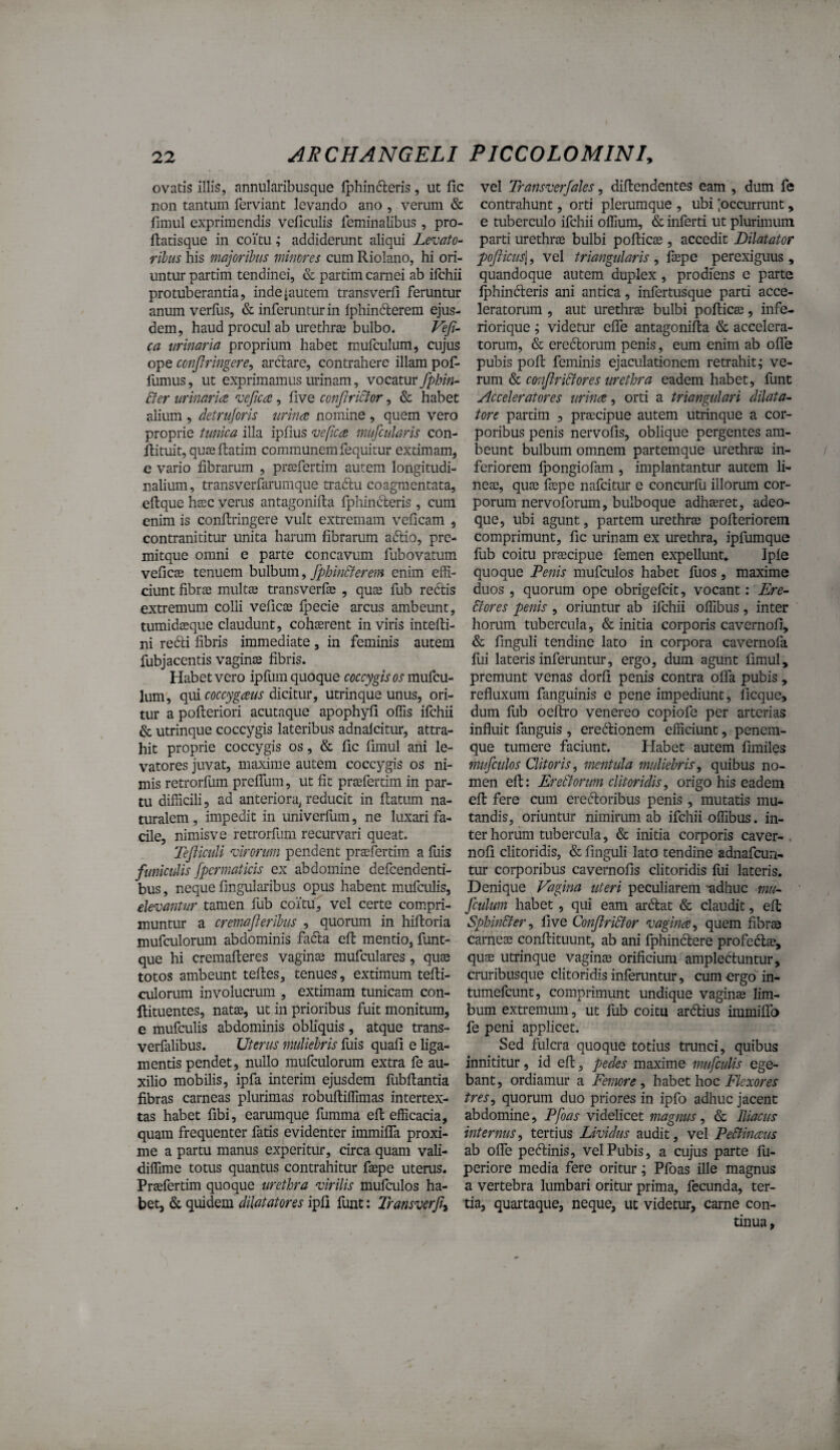 ovatis illis, annularibusque Iphinfteris, ut fic non tantum ferviant levando ano , verum & fiinul exprimendis veficulis feminalibus , pro- ftatisque in coitu; addiderunt aliqui Levato-- ribus his majoribus minores cum Riolano, hi ori¬ untur partim tendinei, & partim carnei ab ifchii protuberantia, inde^autem transverfi feruntur anum verfus, & inferuntur in fphinfterem ejus¬ dem, haud procul ab urethra bulbo. Veji- ca urinaria proprium habet mufculum, cujus ope conjlringere^ arclare, contrahere illam pof- fumus, ut exprimamus urinam, vocatur fphin- Ber urinaiia vefica, live conJiriBor, & habet alium , detrujoris urinsz nomine , quem vero proprie tunica illa iplius veficce mufcularis con- llituit,qujeftatim communem fequitur extimam, e vario fibrarum , prcefertim autem longitudi¬ nalium , transverfarumque traclu coagmentata, eftque hsec verus antagonifla fphincleris , cum enim is conftringere vult extremam veficam , contranititur unita harum fibrarum adlio, pre- mitque omni e parte concavum fubovatum veficas tenuem bulbum, fphinBerem enim effi¬ ciunt fibrae multte transverfae , quae fub redlis extremum colli veficae fpecie arcus ambeunt, tumidaeque claudunt, cohaerent in viris intefii- ni redii fibris immediate , in feminis autem fubjacentis vaginae fibris. Habet vero ipflim quoque mufcu¬ lum, qui dicitur, utrinque unus, ori¬ tur a pofteriori acutaque apophyfi offis ifchii & utrinque coccygis lateribus adnalcitur, attra¬ hit proprie coccygis os, & fic fimul ani le¬ vatores juvat, maxime autem coccygis os ni¬ mis retrorfum prefTum, ut fit praefertim in par¬ tu difficili, ad anteriora^ reducit in flatum na¬ turalem, impedit in univerfum, ne luxari fa¬ cile, nimisve retrorfum recurvari queat. Tejliculi virorum pendent praefertim a fuis funiculis fpcrmaticis ex abdomine defcendenti- bus, neque fingularibus opus habent mufculis, elevantur tamen fub coitu, vel certe compri¬ muntur a cremajierihus , quorum in hiffcoria mufculorum abdominis fadla efl mentio, funt- que hi cremafteres vaginae mufculares , quae totos ambeunt tefles, tenues, extimum tefli- culorum involucrum , extimam tunicam con- llituentes, natae, ut in prioribus fuit monitum, e mufculis abdominis obfiquis, atque trans- verfalibus. Uterus muliebris fuis quali e liga¬ mentis pendet, nullo mufculorum extra fe au¬ xilio mobilis, ipfa interim ejusdem fubflantia fibras carneas plurimas robuftiffimas intertex¬ tas habet fibi, earum que fumma efl efficacia, quam frequenter fatis evidenter immiffa proxi¬ me a partu manus experitur, circa quam vali- diffime totus quantus contrahitur faepe uterus. Praefertim quoque urethra virilis mufculos ha¬ bet, & quidem dilatatores ipfi funt: Transverfi-^ vel Transverfales, diflendentes eam , dum fe contrahunt, orti plerumque , ubi ^occurrunt, e tuberculo ifchii offium, & inferti ut plurimum parti urethrae bulbi poflicae, accedit Dilatator pofiicus\, vel triangularis^ flepe perexiguus, quandoque autem duplex , prodiens c parte fphindleris ani antica, infertusque parti acce¬ leratorum , aut urethrae bulbi poflicae, infe- riorique; videtur effe antagonifla & accelera¬ torum, & eredlorum penis, eum enim ab offe pubis pofl feminis ejaculationem retrahit; ve¬ rum & confiri&ores urethra eadem habet, funt Acceleratores urince, orti a triangulari dilata¬ tore partim , praecipue autem utrinque a cor¬ poribus penis nervofis, oblique pergentes am¬ beunt bulbum omnem partemque urethrae in- / feriorem fpongiofam , implantantur autem li¬ neae, quae faepe nafcitur e concmfu illorum cor¬ porum nervoforum, bulboque adhaeret, adeo- que, ubi agunt, partem urethrae pofleriorem comprimunt, fic urinam ex urethra, ipfumque fub coitu praecipue femen expellunt. Ipfe quoque Penis mufculos habet Ilios, maxime duos , quorum ope obrigefcit, vocant: Ere- Bores penis , oriuntur ab ifchii offibus, inter horum tubercula, & initia corporis cavcrnofi, & finguli tendine lato in corpora cavernofa lui lateris inferuntur, ergo, dum agunt fimul, premunt venas dorfi penis contra offa pubis , refluxum fanguinis e pene impediunt, ficque, dum flib oeflro venereo copiofe per arterias influit fanguis , eredionem efficiunt, penem¬ que tumere faciunt. Habet autem fimiles mufculos Clitoris, mentula muliebris, quibus no¬ men efl: Ere&orum clitoridis, origo his eadem efl fere cum ereffioribus penis , mutatis mu¬ tandis, oriuntur nimirum ab ifchii offibus. in¬ ter horum tubercula, & initia corporis caver- . nofi clitoridis, & finguli lato tendine adnafcun- tur corporibus cavernofis clitoridis fui lateris. Denique Vagina uteri peculiarem 'adhuc mu- jculum habet, qui eam ardlat & claudit, efl SphinSfer, live ConftriBor vagina, quem fibras carneas conflituunt, ab ani fphindlere profedta?, quae utrinque vaginte orificium amplectuntur, cruribusque clitoridis inferuntur, cum ergo' in- tumefcunt, comprimunt undique vaginae lim¬ bum extremum, ut fub coitu artos immiffo fe peni applicet. Sed fulcra quoque totius tmnci, quibus innititur, id efl:, pedes maxime mufculis ege¬ bant, ordiamur a Femore, hdbet hoc Flexores tres, quorum duo priores in ipfo adhuc jacent abdomine, Pfoas videlicet magnus, & Iliacus internus, tertius Lividus audit, vel PeBinaus ab offe peffiinis, vel Pubis, a cujus parte fu- periore media fere oritur; Pfoas ille magnus a vertebra lumbari oritur prima, fecunda, ter¬ tia, quartaque, neque, ut videtur, carne con¬ tinua ,