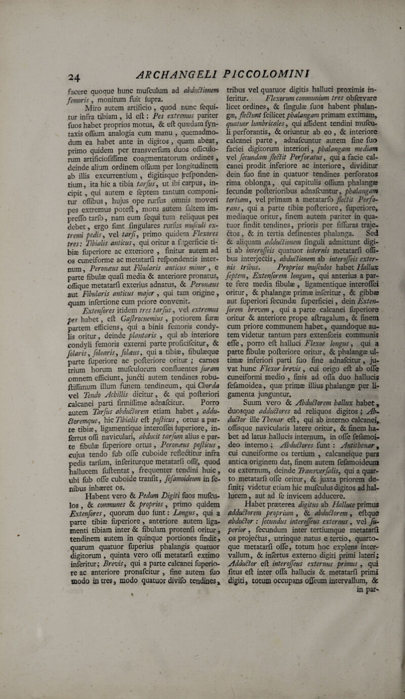 facere quoque hunc mufculum ad ahdiiBlonm femoris, monitum fuit lupra. Miro autem artificio, quod nunc fequi- tur infra tibiam , id efl: Pes extremus pariter fuos habet proprios motus, & efl: qujedam fyn- taxis oflium analogia cum manu , quemadmo¬ dum ea habet ante in digitos , quam abeat, primo quidem per transverfum duos officulo- rum artificiofiflime coagmentatorum ordines , deinde alium ordinem offium per longitudinem ab illis excurrentium , digitisque jrefponden- tium, ita hic a tibia tarfus, ut ibi carpus, in¬ cipit , qui autem e feptem tantmn componi¬ tur' offibus, hujus ope rurfus omnis moveri pes extremus potefl:, motu autem faltem im- preflTo tarfo, nam eum fequi tum reliquus pes debet, ergo funt fingulares rurfus mufculi ex¬ tremi pedis, vel tarji, primo quidem Flexores tres: Tibialis anticus^ qui oritur a f perficie ti- bite lliperiore ac exteriore , finitur autem ad os cuneiforme ac metatarfi relpondentis inter¬ num , Peronceus aut Fibularis anticus minor , e parte fibulae quali media & anteriore pronatus, ofllque metatarfi exterius adnatus, & Peronms aut Fibularis anticus major , qui tam origine, quam infertione cum priore convenit. Extenfores itidem tres tarfus, vel extremus pes habet, efl: Gafrocnemius , potiorem fur® partem efficiens, qui a binis femoris condy¬ lis oritur, deinde plantaris , qui ab interiore condyli femoris externi parte proficifcitur, & filaris,/olearis, Jblcsus, quia tibi®, fibul®que parte fuperiore ac pofleriore oritur ,* carnes trium horum mufculorum confluentes feram omnem efficiunt, jundti autem tendines robu- ftiffimum illum funem tendineum, qui vel lendo Acloillis dicitur, & qui pofleriori calcanei parti firmiffime adnafeitur. Porro autem Tarfus abdu&orem etiam habet , addu- 6toremque, hic Tibialis efl pofticus, ortus a par¬ te tibi®, ligamentique interolTei luperiore, in¬ fertus offi naviculari, abducit tarfwn alius e par¬ te fibul® fuperiore ortus, Peronceus pofticus, cujus tendo fub ofiTe cuboide refle(flitur infra pedis tarfum, inferiturque metatarfi offif, quod hallucem fuftentat, frequenter tendini huic, ubi fub olle cuboide traiflit, fifamoideum in fe- nibus inh®ret os. Habent vero & Pedum Digiti Ilios mufeu- los, & communes & proprios, primo quidem Extenfores, quorum duo lunt: Longus, qui a parte tibi® ffiperiore , anteriore autem liga¬ menti tibiam inter & fibulam protenfi oritur, tendinem autem in quinque portiones findit, quarum quatuor fuperius phalangis quatuor digitorum , quinta vero offi metatarfi extimo inferitur; Brevis, qui a parte calcanei fuperio¬ re ac anteriore pronafeitur , fine autem luo modo in tres, modo quatuor divifo tendines tribus vel quatuor digitis halluci proximis in- leritur. Flexorum communium tres obfervare licet ordines, & fingul® fuos habent phalan- g®, ftebtunt icilicet phalangam primam extimam, quatuor lumbricales, qui affident tendini mufcu¬ li perforantis, & oriuntur ab eo, & interiore calcanei parte, adnafeuntur autem fine fuo faciei digitorum interiori, phalangam mediam vel jbcundam fle&it Perforatus, qui a facie cal¬ canei prodit inferiore ac interiore, dividitur dein fuo fine in quatuor tendines perforatos rima oblonga, qui capitulis offium phalang® lecund® poflerioribus adnafeuntur, phalangam tertiam, vel primam a metatarfo flebit Perfo¬ rans, qui a parte tibi® pofleriore, fuperiore, mediaque oritur, finem autem pariter in qua¬ tuor findit tendines, prioris per fifluras traje- dlos, & in tertia definentes phalanga. Sed & aliquam adductionem finguli admittunt digi¬ ti ab mterofteis quatuor internis metatarfi olli- bus interjectis, abduBionem ab interoffeis exter¬ nis tribus. Proprios mufculos habet Hallux feptem, Extenforem longum, qui anterius a par¬ te fere media fibul® , ligamentique interolTei oritur, & phalang® prim® inferitur, & gibb® aut fuperiori fecund® fuperficiei, dein Exten- forem brevem, qui a parte calcanei fuperiore oritur & anteriore prope aflragalum, & finem cum priore communem habet, quandoque au¬ tem videtur tantum pars extenforis communis efle, porro efl halluci Flexor longus, qui a parte fibul® pofleriore oritur, & phalang® ul- tim® inferiori parti fuo fine adnafeitur, ju¬ vat hunc Flexor brevis, cui origo efl ab ofle cuneiformi medio , finis ad ofla duo hallucis fefamoidea, qu® prim® illius phalangse per li¬ gamenta junguntur» Suum vero & AbduBorem hallux habet, duosque adduBores ad reliquos digitos ; Ab- duBor ille Thenar efl, qui ab interno calcaneiV offisque navicularis latere oritur, & finem ha¬ bet ad latus hallucis internum, in olTe fefamoi- deo interno ; AbduBores funt : Antithenar, cui cuneiforme os tertium , calcaneique pars antica originem dat, finem autem fefamoideum os externum, deinde Transverfalis, qui a quar¬ to metatarfi olTe oritur, & juxta priorem de¬ finit; videtur etiam hic mufculus digitos ad hal¬ lucem , aut ad fe invicem adducere. Habet pr®terea digitus ab Halluce primus adduBorem proprium , & abduBorem, eflque abduBor : fecundus interoffeus externus, vel fu- perior, fecundum inter tertiumque metatarfi osprojeChis, utrinque natus e tertio, quarto¬ que metatarfi oflTe, totum hoc explens inter¬ vallum, & infertus externo digiti primi lateri; AdduBor efl interofjeus externus primus , qui fitus efl inter ofiTa hallucis & metatarfi primi digiti, totum occupans ojQfeum intervallum, & in par-