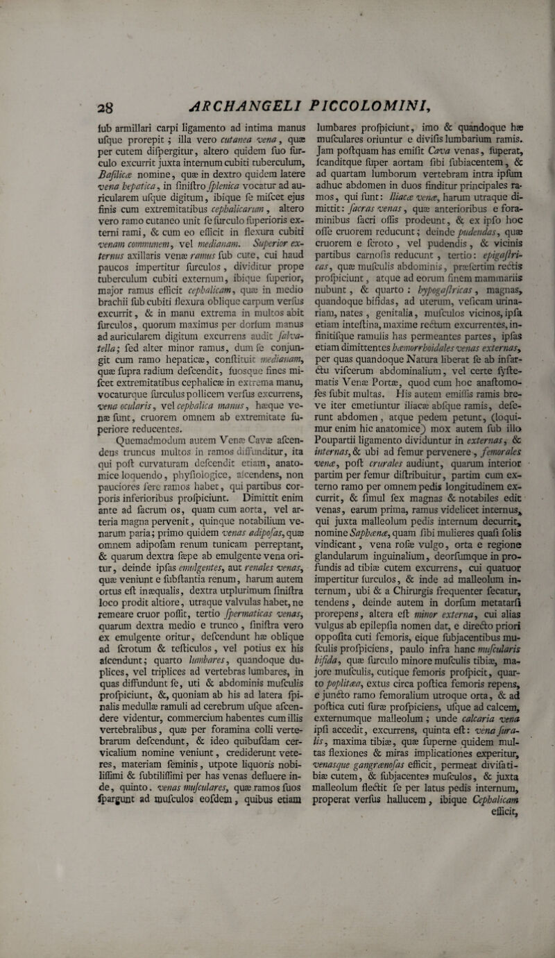 lub armillari carpi ligamento ad intima manus ufque prorepit; illa vero cutanea ‘'oena, quae per cutem difpergitur, altero quidem fuo flir- culo excurrit juxta internum cubiti tuberculum, Bafilicce nomine, quae in dextro quidem latere vena hepatica, in finillro fplenica vocatur ad au¬ ricularem ufque digitum, ibique fe mifcet ejus finis cum extremitatibus cephalicarum , altero vero ramo cutaneo unit fe flirculo fliperioris ex¬ terni rami, & cum eo efficit in flexura cubiti venam communem ^ medianam. Superior ex¬ ternus axillaris venae mw/r fub cute, cui haud paucos impertitur furculos, dividitur prope tuberculum cubiti externum, ibique fuperior, major ramus efficit cephalicam^ qua) in medio brachii fub cubiti flexura oblique carpum verfus excurrit, & in manu extrema in multos abit furculos, quorum maximus per dorfum manus ad auricularem digitum excurrens audit falva- tella; fed alter minor ramus, dumfe conjun¬ git cum ramo hepaticte, conftituit medianam^ quae fupra radium defeendit, fuosque fines mi¬ fcet extremitatibus cephalicae in excrema manu, vocaturque furculus pollicem verfus excurrens, vena ocularisy vq\ cephalica manus., haeque ve- jiaefunt, cruorem omnem ab extremitate fu- periore reducentes. Quemadmodum autem Vente Cavae afeen- dens truncus multos in ramos diffunditur, ita qui pofl: curvaturam defeendit etiam, anato¬ mice loquendo, phyfioiogice, alcendens, non pauciores fere ramos habet, qui partibus cor¬ poris inferioribus profpiciunt. Dimittit enim ante ad facrum os, quam cum aorta, vel ar¬ teria magna pervenit, quinque notabilium ve¬ narum paria; primo quidem venas adipofas.,qux omnem adipofam renum tunicam perreptant, & quarum dextra flepe ab emulgente vena ori¬ tur, deinde ipfas emulgentes^ aut renales venas., quse veniunt e fubflantia renum, harum autem ortus eft intequalis, dextra utplurimum fmiftra loco prodit altiore, utraque valvulas habet, ne remeare eruor poffit, tertio fpermaticas venas, quarum dextra medio e trunco, finiftra vero ex emulgente oritur, defeendunt ha) oblique ad ferotum & tefticulos, vel potius ex his alcendunt; quarto lumhares, quandoque du¬ plices, vel triplices ad vertebras lumbares, in quas diffundunt fe, uti & abdominis mufculis profpiciunt, &, quoniam ab his ad latera fpi- nalis medullae ramuli ad cerebrum ufque afeen- dere videntur, commercium habentes cum illis vertebralibus, quae per foramina colli verte¬ brarum defeendunt, & ideo quibufdam cer¬ vicalium nomine veniunt, crediderunt vete¬ res, materiam feminis, utpote liquoris nobi- liffimi & fubtiliffimi per has venas defluere in¬ de , quinto. venas mujculares, quae ramos fuos ipargunt ad mufculos eofdem, quibus etiam lumbares profpiciunt, imo & quandoque hae mufculares oriuntur e divifis lumbarium ramis. Jam poftquam has emifit Cava venas, fuperat, fcanditque fuper aortam fibi fubiacentem, & ad quartam lumborum vertebram intra ipfum adhuc abdomen in duos finditur principales ra¬ mos , qui funt: Iliaca vena, harum utraque di¬ mittit: facras venas, quae anterioribus e fora¬ minibus facri offis prodeunt, & ex ipfo hoc offe cruorem reducunt; deinde pudendas, quae cruorem e feroto , vel pudendis, & vicinis partibus carnofis reducunt , tertio: epigafiri- cas, quae mufculis abdominis, praefertim reftis profpiciunt, atque ad eorum finem mammariis nubunt, & quarto : hypogaftricas, magnas, quandoque bifidas, ad uterum, veficam urina¬ riam, nates , genitalia, mufculos vicinos, ipfa etiam inteftina, maxime reclum excurrentes, in- finitifque ramulis has permeantes partes, ipfas etiam dimittentes hamorrhoidales venas externas, per quas quandoque Natura liberat fe ab infar- dlu vifcerum abdominalium, vel certe fyfte- matis Vence Portee, quod cum hoc anaftomo- fes fubit multas. His autem emiffis ramis bre¬ ve iter emetiuntur iliacae abfque ramis, defe¬ runt abdomen , atque pedem petunt, (loqui¬ mur enim hic anatomice) mox autem fub illo Poupartii ligamento dividuntur in externas, & internas, & ubi ad femur pervenere , femorales vena, pofl crurales audiunt, quarum interior partim per femur diffribuitur, partim cum ex¬ terno ramo per omnem pedis longitudinem ex¬ currit, & fimul fex magnas & notabiles edic- venas, earum prima, ramus videlicet internus,^ qui juxta malleolum pedis internum decurrit, nomine Saphana, quam fibi mulieres quafi folis vindicant, vena rofae vulgo, orta e regione glandularum inguinalium, deorfumque in pro¬ fundis ad tibia3 cutem excurrens, cui quatuor impertitur furculos, & inde ad malleolum in¬ ternum, ubi & a Chirurgis frequenter fecatur, tendens, deinde autem in dorfum metatarfi prorepens, altera efl minor externa, cui alias vulgus ab epilepfia nomen dat, e diredo priori oppofita cuti femoris, eique fubjacentibus mu¬ fculis profpiciens, paulo infra hanc mufcularis bifida, quae furculo minore mufculis tibiae, ma¬ jore mufculis, cutique femoris prolpicit, quar¬ to poplitaa, extus circa poftica femoris repens, e jundo ramo femoralium utroque orta, & ad poflica cuti flirae profpiciens, ufque ad calcem, externumque malleolum; unde calcaria vena ipfi accedit, excurrens, quinta efl: venafura- lis, maxima tibiae, quae fuperne quidem mul¬ tas flexiones & miras implicationes experitur, venasque gangramfas efficit, permeat divifati¬ biae cutem, & fubjacentes mufculos, & juxta malleolum fledit fe per latus pedis internum, properat verfus hallucem, ibique Cephalicam efficit.