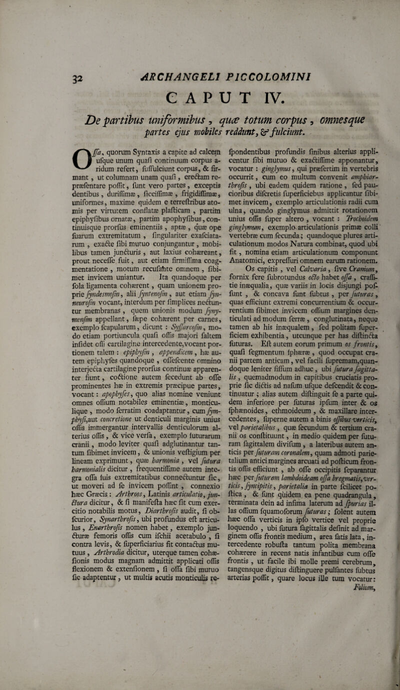 CAPUT IV. De partibus uniformibus, quce totum corpus, omnesque partes ejus moiiks reddunt, fulciunt. - OJfa^ quorum Syntaxis a capite ad calcem ufque unum qiiafi continuum corpus a- ridum refert, fuffulciunt corpus, & fir¬ mant , ut columnam unam quafi , eredam re- praefentare poffit, funt vero partes, exceptis dentibus, duriffimae, ficciflimae, frigidiffiraas ^ uniformes, maxime quidem e terreftribus ato¬ mis per virtutem conflatae plafticam , partiin epiphyfibus ornata, partim apophyfibus, con¬ tinuisque prorfus eminentiis , aptae , quae ope fuarum extremitatum , fingulariter exafciata- rum 5 exa6le fibi mutuo conjungantur, mobi¬ libus tamen jundluris j aut laxius cohaereant, prout necefle fuit, aut etiam firmiflima coag¬ mentatione 5 motum recufahte omnem , fibi- met invicem uniantur. Ita quandoque per fola ligamenta cohaerent, quam unionem pro¬ prie fynclesmojin, alii fyntenofm, aut etiam fyn- fieurofm vocant, interdum per fimplices nedun- tur membranas , quem unionis modum fyny- menfmi appellant, faepe cohaerent per carnes, exemplo fcapularum, dicunt : Syjjarcofm, mo¬ do etiam portiuncula quafi offis majori faltem infidet offi cartilagine intercedente,vocant por¬ tionem talem : epiphyfm , appendicem , hae au¬ tem epiphyfes quandoque , ofiefcente omnino interjecta cartilagine prorfus continuas apparen¬ ter fiunt, coftione autem fecedunt ab oflfe prominentes has in extremis praecipue partes, vocant: apophyfes., quo alias nomine veniunt omnes offiium notabiles eminentiae, monticu- lique > modo ferratim coadaptantur, cum fym- phyfi^^ut concretione ut denticuli marginis unius oliis immergantur intervallis denticulorum al¬ terius offiis, & vice verfa, exemplo luturarum cranii, modo leviter quafi adglutinantur tan¬ tum fibimet invicem, & unionis vefligium per lineam exprimunt, quas harmonia , vel futura harmonialis dicitur , frequentilfime autem inte¬ gra ofla luis extremitatibus conn eduntur fic, ut moveri ad fe invicem poffint , connexio haec Graecis: Arthroos^ Latinis articulatio ^ jun- &ura dicitur, & fi manifella hasc fit cum exer¬ citio notabilis motus, Diarthrofs audit, fi ob- fcurior, Sjynarthrofs, ubi profundus efi: articu¬ lus , Enarthrofs nomen habet, exemplo jun- durae femoris offis cum ifchii acetabulo , fi contra levis, & fuperficiarius fit contadus mu¬ tuus , Arthrodia dicitur, uterque tamen cohas- fionis modus magnam admittit applicati offis flexionem & extenfionem, fi offa fibi mutuo fic adaptentur, ut multis acutis monticulis re- Ipondentibus profundis finibus alterius appli¬ centur fibi mutuo & exadiffime apponantur, vocatur : ginglymus, qui praefertim in vertebris occurrit, cum eo multum convenit amphiar-^ throfis , ubi eadem quidem ratione , fed pau¬ cioribus difcretis fuperficiebus applicantur fibi¬ met invicem, exemplo articulationis radii cum ulna, quando ginglymus admittit rotationem unius olfis fuper altero , vocant : Trochoidem ginglymum, exemplo articulationis primae colli vertebrae cum fecunda; quandoque plures arti¬ culationum modos Natura combinat, quod ubi fit, nomina etiam articulationum componunt Anatomici, expreffuri omnem earum rationem. Os capitis , vel Calvaria, five Cranium, fornix fere fubrotundus oBo habet offa , cralfi- tie inaequalia, qu£e variis in locis disjungi pofi funt , & concava funt fubtus , per futuras, quas efficiunt extremi concurrentium & occur¬ rentium fibimet invicem offium margines den¬ ticulati ad modum ferrae, conglutinata, neque tamen ab his inaequalem , fed politam luper- ficiem exhibentia, utcunque per has diltinda liituras. Eli autem eorum primum os frontis^ quafi fegmentum Iphaerae, quod occupat cra¬ nii partem anticam, vel facili fupremam,quan- doque leniter fiffum adhuc, ubi futura fagitta- lis, quemadmodum in capitibus cruciatis pro¬ prie fic didis ad nafum ufque defcendit & con¬ tinuatur ; alias autem diftinguit fe a parte qui¬ dem inferiore per futuras ipfum inter & os Iphaenoides, ethmoideum , & maxillare inter¬ cedentes , fuperne autem a binis ojjibus verticis, vel parietalibus, quse fecundum & tertium cra¬ nii' os conftituunt, in medio quidem per lutu¬ ram fagittalem divifum , a lateribus autem an¬ ticis per futuram coronalem, quam admoti parie¬ talium antici margines arcuati ad pollicum fron¬ tis offis efficiunt , ab offe occipitis feparantur htEC per futuram lambdoideam ojja bregmatis, ver- ticis, fyncipitis, parietalia in parte fcilicet po- llica , & funt quidem ea pene quadrangula, terminata dein ad infima laterum ad fpurias il¬ las offium fquamoforum futuras; folent autem haec offa verticis in ipfo Vertice vel proprie loquendo , ubi lutura fagittalis definit ad mar¬ ginem offis frontis medium, area latis lata, in¬ tercedente robulla tantum polita membrana cohaerere in recens natis infantibus cum offe frontis , ut facile ibi molle premi cerebrum, tangensque digitus diffinguere pulfantes fubtus arterias polfit, quare locus iUe tum vocatur: Folium,