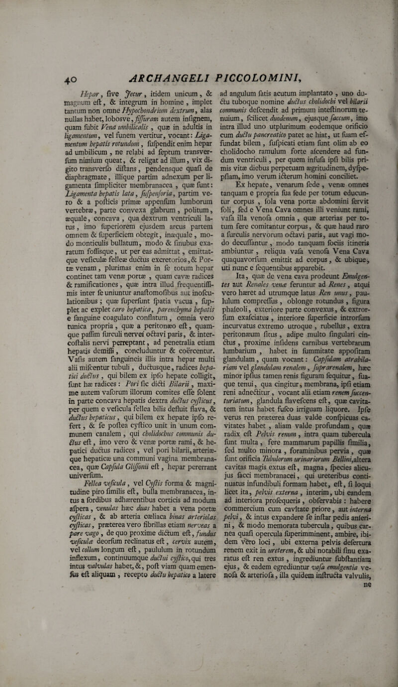 Hepar, five Jecur , itidem unicum , & magnum eft, & integrum in homine , implet tantum non omne Hypochondrium dextrum, alas nullas habet, lobosve,autem infignem, quam fubit Fena umbilicatis , quae in adultis in ligamentum^ vel funem vertitur, vocant: Liga¬ mentum hepatis rotundum, fulpendit enim hepar ad umbilicum , ne relabi ad feptum transver- fum nimium queat, & religat ad illum, vix di¬ gito transverlb diftans, pendensque quafi de diaphragmate, illique partim adnexum per li¬ gamenta fimpliciter membranacea , quse funt: Ligamenta hepatis lata, fufpenjoria, partim ve¬ ro & a pofticis primae appenhim lumborum vertebrae, parte convexa glabrum , politum, aequale, concava , qua dextrum ventriculi la¬ tus , imo fuperiorem ejusdem arcus partem omnem & fuperficiem obtegit, inaequale , mo¬ do monticulis bullatum, modo & finubus exa¬ ratum foffisque, ut per eas admittat, emittat- que veficulae fellea dudlus excretorios, & Por¬ tae venam, plurimas enim in fe totum hepar continet tam venae portae , quam cavae radices & ramificationes, quae intra illud frequentiffi- mis inter fe uniuntur anaftomofibus aut inofcu- lationibus ; quae fuperfunt fpatia vacua , fup- plet ac explet caro hepatica, parenchyma hepatis e fanguine coagulato conflatum , omnia vero tunica propria, quae a peritonaeo eft, quam¬ que palTim furculi nervei odlavi paris, & inter- coftalis nervi perreptant, ad penetralia etiam hepatis demifli, concluduntur & coercentur. Vafis autem fanguineis illis intra hepar multi alii mifcentur tubuli, duclusque, radices hepa¬ tici duCtus , qui bilem ex ipfo hepate colligit, funt hae radices : Pori fic didli Pilarii, maxi¬ me autem vaforum illorum comites efle folent in parte concava hepatis dextra duBus cyjiicus, per quem e veficula fellea bilis defluit flava, & duBiis hepaticus, qui bilem ex hepate ipfo re¬ fert , & fe poftea cyftico unit in unum com¬ munem canalem , qui cholidochus communis du¬ Bus efl:, imo vero & venae portae rami, & he¬ patici dudus radices , vel pori bilarii, arteriae¬ que hepaticae una communi vagina membrana¬ cea, quae Capfula GUJfonii efl, hepar pererrant univerfum. Fellea vejicula, vel Cyjlis forma & magni¬ tudine piro fimilis eft, bulla membranacea, in¬ tus a fordibus adhaerentibus corticis ad modum afpera, venulas haec duas habet a vena portae cyjiicas , & ab arteria cceliaca binas arteriolas cyfticas, praeterea vero fibrillas etiam nerveas a pare vago , de quo proxime didlum eft, fundtts veficula deorfum reclinatus eft , cervix autem, vel collum longum eft , paululum in rotundum inflexum, continuumque duBui cyftico, qui tres intus valvulas habet, &, poft viam quam emen- fus eft aliquam , recepto duBu hepatico a latere ad angulum fatis acutum implantato , uno du- (ftu tuboque nomine duStus cholidochi vel bilarii communis defcendit ad primum inteftinorum te¬ nuium, ^QiXicQt duodenum, ejusque faecum, imo intra illud uno utplurimum eodemque orificio cum duBupancreatico patet ac hiat, ut fuam ef¬ fundat bilem , fufpicati etiam funt olim ab eo cholidocho ramulum forte alcendere ad fun¬ dum ventriculi, per quem infufa ipfi bilis pri¬ mis vits0 diebus perpetuam aegritudinem, dyfpe- pfiam, imo verum idlerum homini conciliet. Ex hepate, venarum fede , venae omnes tanquam e propria fua fede per totum educun¬ tur corpus , fola vena portae abdomini fervit foli, fed e Vena Cava omnes illi veniunt rami, vafa illa venofa omnia, quae arterias per to¬ tum fere comitantur corpus, & quae haud raro a furculis nervorum odlavi paris, aut vagi mo¬ do deculTantur, modo tanquam fociis itineris ambiuntur, reliqua vafa venofa Vena Cava quaquavorfum emittit ad corpus, & ubique-, uti nunc e fequentibus appai*ebit. Ita, quae de vena cava prodeunt Emulgen¬ tes aut Renales vena feruntur ad Renes, atqui vero haeret ad utrumque latus Ren unus, pau¬ lulum compreflTus, oblonge rotundus, figura phaleoli, exteriore parte convexus, & extror- fum exafeiatus , interiore luperficie introrfum incurvatus extremo utroque , rubellus , extra peritonaeum fitus , adipe multo fingulari cin- dlus, proxime infidens carnibus vertebrarum lumbarium , habet in fummitate appofitam glandulam, quam vocant: Capfulam atrabila- riam vel glandulam renalem, fuprarenalem, haec minor ipfius tamen renis figuram fequitur, ftia- que tenui, qua cingitur, membrana, ipfi etiam reni adneditur, vocant alii etiam renem fuccen- turiatum, glandula flavefeens eft, quae cavita¬ tem intus habet fufeo irriguam liquore. Ipfe verus ren praeterea duas valde conipicuas ca¬ vitates habet , aliam valde profundam, quas radix eft Pelvis renum, intra quam tubercula funt multa , fere mammarum papillis fimilia, fed multo minora , foraminibus pervia, quas funt orificia Tubulorum urinariorum Bellini,2i\tev2i cavitas magis extus eft, magna, fpecies alicu- jus facci membranacei, qui ureteribus conti¬ nuatus infundibuli formam habet, eft, fi loqui licet ita, pelvis externa , interim, ubi eandem ad interiora profequeris , obfervabis : habere commercium cum cavitate priore, aut interna pelvi, & intus expandere fe inftar pedis anferi- ni, & modo memorata tubercula, quibus car¬ nea quafi opercula fuperimminent, ambire, ibi¬ dem vSro loci , ubi externa pelvis defertura renem exit in ureterem, & ubi notabili finu exa¬ ratus eft ren extus, ingrediuntur fubftantiam ejus, & eadem egrediuntur vafa emulgentia ve¬ nofa & arteriofa, illa quidem inftrudta valvulis, ne