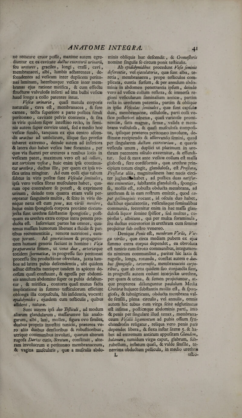 ne remeare eruor poffic, maxime autem egre¬ diuntur ex ea cavitate duBus excretorii urinarii^ feu ureteres , graciles , longi, crafli, cavi, membranacei, albi, lumbis adhaerentes, de- fcendentes ad veficam inter duplicem perito¬ naei laminam, lateribusque velicte inter mem¬ branas ejus ratione mirifica, & cum efFeftu ftrudturae valvulofae inferti ad ima bulbi veficae haud longe a collo patentes intus. Vejica urinaria, quali matula corporis naturalis , cava ell, membranacea , & fere carnea, tefta fuperiore a parte poltica fundi peritonaeo , cavitate pelvis contenta , & lita in viris quidem fuper inteflino recto, in femi¬ nis autem fuper cervice uteri, fed e medio hoc vefic® fundo, tanquam ex ejus centro afeen- dit urachus ad umbilicum, illique fuo prorlus inhaeret extremo, deinde autem ad inferiora & latera duo habet velica haec foramina , per quae via fluenti per ureteres a renibus lotio in veficam patet, maximum vero ell ad collum, aut cervicem vejica , huic enim ipfa continua¬ tur dudtus ille, per quem ex ipfa ve- fica urina mingitur. Ad eum colli ejus tubum lubtus in viris pofitae funt Veficula Jeminales, ipfa vero vefica fibras mufculares habet, qua¬ rum ope contrahere fe potefl:, & exprimere urinam, deinde tota quanta etiam vafis per¬ reptatur fanguineis multis, & fcite in viris de¬ nique nexa efl: cum pene, aut virili membro, hujus enim fpongiofa corpora proxime circuni- jeda funt urethrae fubftantiae fpongiofae, pofl- quam ea urethra extra corpus intra penem pro- dudla efl. Inferviunt partes hse omnes, qua¬ tenus malfam humorum liberant a fluidis & par¬ tibus recrementitiis, remote nutritioni, eam- que juvant.. Ad generationem & propagatio¬ nem humani generis faciunt in homine : Vaja praparantia femen, ut vena dua , arteriaqMQ totidem fpermatica, inprogreflu fuo peritonaei proceflu feu produdtione obvoluta, juxta lum¬ bos ad latera pubis defeendentia, ubi quidem adhuc diftradla tantisper tandem in apicem de- orfum quafi confluunt, & egrefla per abdomi¬ nis annulum abdomine fuper os pubis dolabun¬ tur , & mirifica, contorta quafi mutua fada implicatione in fummo tefticulorum efficiunt oblonga illa corpufcula, his infidentia, vocant: epididymides , ejusdem cum tefticulis , quibus affident, naturae. Sunt autem ipfi duo Tefliculi, ad modum aliarum glandularum, maflarumve his analo¬ garum, albi, laxi, molles, figura ovo fimiles, duabus propriis inveftiti tunicis, praeterea ve¬ ro aliis duabus denfioribus & robuftioribus, utrique communibus involuti, quarum alteram rugofa Dartos cutis. Scrotum, conftituit, alte¬ ram involucrum e peritonaeo membranaceum, & vagina mufcularis, quse a mufculis abdo- 41 minis obliquis huc defeendit, & Cremajleris nomine fingulis fe circum ponit tefticulis. Ab epididymidihus procedunt Vafa feminis deferentia, yq\ ejaculatoria, quae funt alba, te¬ retia , membranacea, prope tefticulos com¬ plicata, euntia furfum, & per annulum abdo¬ minis in abdomen penetrantia ipfum, deinde vero ad veficae collum reflexa, & immerfa re¬ gioni veficularum feminalium antica?, partim reda in urethram patentia, partim & oblique in ipfas Veficulas feminales, qu$ funt capfulae duae, membranaceae, cellulofae, parti colli ve- ficae pofteriori adnexs, quafi varicofae promi¬ nentia, fatis magnae, firmae, valida e mem¬ brana vafculofa, & quafi mufculofa compofi- tae, ipfoque praeterea peritonaeo involutae, de- ftinatae recipiendo & aflervando femini, quod per fingularem duBwn excretorium, e quavis veficula unum , duplici ut plurimum in ure¬ thram patentem ofculo excernitur, & effundi¬ tur. Sed & mox ante veficae collum eft maffa globofa, fere cordiformis , quae urethrae prin¬ cipium totum cingit, glandulofa, Proflata, Proflata aliis, magnitudinem haec nucis circi¬ ter juglandiWhabet, ad poftica duas natifor- mes eminentias, fubftantia glandulofa, fpongio¬ fa, mollis eft, robufta obduda membrana, ad urethram & in eam roftrum emittit, quod ca¬ put gallinaginis vocant, id ofcula duo habet, dudibus ejaculatoriis, veficulisque feminalibus communia, fecernitur enim in hacmafla glan¬ dulofa liquor femine fpiffior, fed multus, co- piofus albicans , qui per multa foraminula, feu dudus excretorios in urethram cum femine projicitur fub oeftro venereo. Denique Penis eft, membrum Virile, Vir¬ ga virilis, quse circa mediam pubem ex ejus fummo extra corpus dependet, ea obvoluta eft tunicis cum feroto communibus, integumen¬ tis nimirum communibus, pariter hic laxis & rugofis, longa, rotunda, conflat autem e duo¬ bus fpongiofls, cavernofls, membranaceis corpo¬ ribus , quse ab ortu quidem fuo conjunda funt, in progreflu autem cedunt interjedae urethrae, per quam & urina, & femen projiciuntur, at¬ que propterea difiunguntur paululum Media Urethra hujusce fubftantia mollis eft, & fpon¬ giofa, & fubnigricans, obduda membrana val¬ de fenfili, plena circulis, vel annulis, omnis autem hic tubus cum virga fcite adglutinatus eft infimae, poftieseque abdominis parti, imo & penis per lingulare illud tenax, membrana¬ ceum Vefalii ligamentum ad pubis offium fyn- chondrofin religatur, reliqua vero penis pars dependet libera, & flexa inftar literse 5. & ha¬ bet ad extremum anticum appofitam Glandem, balanum, tumidum virgae caput, glabrum, fub- rubellum, inflatum quafi, & valde fenfile, te¬ nerrima obdudum pellicula, in medio urethras L oftio-