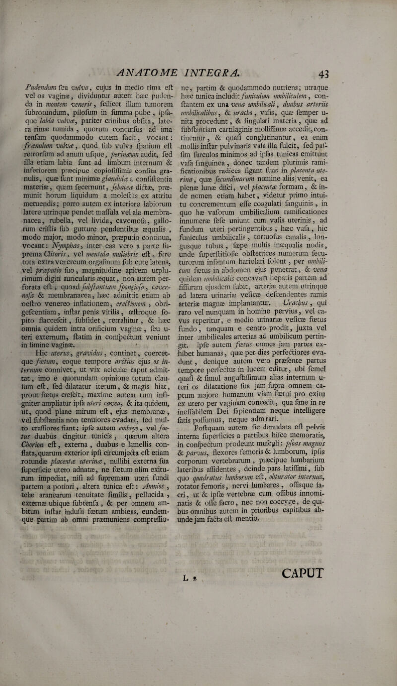 Pudendum {qu 'vulva, cujus in medio rima eft vel os vaginjB, dividuntur autem haec puden¬ da in montem veneris fcilicet illum tumorem fubrotundum, pilofum in fumma pube , ipfa- que labia vulva, pariter crinibus obfita, late¬ ra rimae tumida , quorum concurfus ad ima tenfam quodammodo cutem facit, vocant: framikmi vulva, quod fub vulva Ipatium eft retrorfum ad anum ufque, perinaum audit, fed illa etiam labia funt ad limbum internum & inferiorem praecipue copiofilfimis confita gra¬ nulis, quae funt minimcQ glandula a confiftentia materiae, quam fecernunt, fehacea dicts, prae¬ munit horum liquidum a molefliis ex attritu metuendis ,* porro autem ex interiore labiorum latere utrinque pendet maflula vel ala membra¬ nacea, rubella, vel livida, cavernofa, gallo¬ rum criftis fub gutture pendentibus aequalis , modo major, modo minor, praeputio continua, vocant: Nymphas, inter eas vero a parte fu- prema Clitoris, vel mentula muliebris eft, fere tota extra venereum orgafmum fub cute latens, vel praputio fuo, magnitudine apicem utplu- rimum digiti auricularis aequat, non autem per¬ forata efl, quoad fubftantiam fpongiofa, caver¬ nofa & membranacea, hsc admittit etiam ab oeftro venereo inflationem, ereStionem , obri- gefcentiam, inftar penis virilis , oeflroque fo- pito flaccefcit, fubfidet, retrahitur , & haec omnia quidem intra orificium vaginae, feu u- teri externum, ftatim in conlpectum veniunt in limine vaginae. Hic uterus, gravidus, continet, coercet- que foetum, eoque tempore arctius ejus os in¬ ternum connivet, ut vix aciculae caput admit¬ tat , imo e quorundam opinione totum clau- fum eft, fed dilatatur iterum, & magis hiat, prout foetus crefcit, maxime autem tum infi- gniter ampliatur ipfa uteri cavea, & ita quidem, ut, quod plane mirum eft, ejus membranae, vel fubftantia non tenuiores evadant, led mul¬ to craffiores fiant; ipfe autem embryo, vel fa¬ tus duabus cingitur tunicis , quarum altera Chorion eft, externa, duabus e lamellis con¬ flata, quarum exterior ipfi circumjedla eft etiam rotundae placenta uterina, nullibi externa fua fuperficie utero adnatae, ne foetum olim exitu¬ rum impediat, nifi ad fupremam uteri fundi partem a potiori, altera tunica eft : Nmnios , telae aranearum tenuitate fimilis', pellucida , externae ubique fubtenfa, & per omnem am¬ bitum inftar indufii foetum ambiens, eundem- que partim ab omni praemuniens comprellio- ne, partim & quodammodo nutriens; utraque hac tumcd.mc\\xdiitftmiculum umbilicalem, con¬ flantem ex una vena umbilicali, duabus arteriis umbilicalibus, & uracho, vafis, quae femper u- nita procedunt, & Angulari materia, quae ad fubftantiam cartilaginis molliffimae accedit, con¬ tinentur , & quafi conglutinantur, ea enim mollis inftar pulvinaris vafa illa fulcit, fed paf- fim furculos minimos ad ipfas tunicas emittunt vafa fanguinea, donec tandem plurimis rami- ficationibus radices figant fuas in placenta ute¬ rina, quae fecundinarum nomine aliis ■ venit, ea plenae lunae difci, nq\placenta iocmam, (Scin¬ de nomen etiam habet, videtur primo intui¬ tu concrementum efle coagulati fanguinis , in quo hae vaforum umbilicalium ramificationes innumerae fefe uniunt cum vafis uterinis, ad fundum uteri pertingentibus, haec vafa, hic funiculus umbilicalis, tortuofus canalis, lon- gusque tubus, faepe multis inaequalis nodis, unde fuperftitiofae obftetrices numerum fecu- turorum infantum hariolari folent, per umbili¬ cum foetus in abdomen ejus penetrat, & vena^ quidem umbilicalis concavam hepatis partem ad' fifluram ejusdem fubit, arteriae autem utrinque ad latera urinariae veficae defcendentes ramis arteriae magnae implantantur. Urachus , qui raro vel nunquam in homine pervius, vel ca¬ vus reperitur, e medio urinariae veficae foetus fundo , tanquam e centro prodit, juxta vel inter umbilicales arterias ad umbilicum pertin¬ git. Ipfe autem foetus omnes jam partes ex¬ hibet humanas, quae per dies perfecftiores eva¬ dunt , denique autem vero praefente partus tempore perfe(:'tus m lucem editur, ubi femel quafi (Sc fimul anguftilfimum alias internum u- teri os dilatatione fua jam fupra omnem ca¬ ptum majore humanum viam foetui pro exitu ex utero per vaginam concedit, qua fane in re ineffabilem Dei fapientiam neque intelligere fatis pofllimus, neque admirari. Poftquam autem fic denudata eft pelvis interna fuperficies a partibus hifce memoratis, in confpedlum prodeunt mufcyli: pfoas magnus (Sc parvus, flexores femoris (& lumborum, ipfis corporum vertebrarum, praecipue lumbarium lateribus affidentes , deinde pars latiffimi, fub quo quadratus lumborum eft, obturator internus, rotator femoris, nervi lumbares , oflisque fa- cri, ut (& ipfae vertebrae cum offibus innomi¬ natis & ofle facro, nec non coccyge, de qui¬ bus omnibus autem in prioribus capitibus ab¬ unde jam fadla eft mentio. L a CAPUT