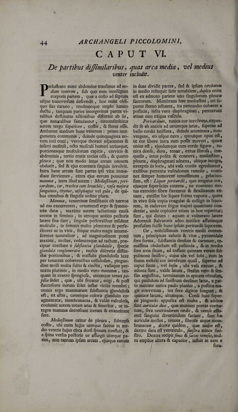 CAPUT VI. De partibus dij/imilccribus •> quas arca media, vel medius venter includit. Perluftrato nunc abdomine tranfimus ad me¬ dium ventrem , fub quo eam intelligunt corporis partem , quae a collo ad feptum ufque transverfum defcendit, hoc enim obli¬ quo fuo Carneo , tendineoque amplo lunato dudlu , tanquam paries intergerinus partes vi¬ talibus deftinatas adtionibus difcernit ab iis, qure naturalibus famulantur, circumfcribitur autem tergo fuperiore , coftis , & fterni ofle. Ambeunt medium hunc ventrem : primo inte¬ gumenta communia , deinde quinquaginta no¬ vem toti crati, vero que thoraci adjacentes & inferti mufculi, odo mufculi humeri utriusque; portionesque mufculorum capitis , cervicis & abdominis , tertio cratis totius olla , & quarto pleura ; quse non modo intus arcam omnem obducit, fed & ejus contenta lingula involvit. Intra hanc arcam funt partes ipfi vitae imme¬ diate fervientes , extra ejus cavum ponuntur mamma , intra illud autem : Mediaflinum, peri¬ cardium , ror, trachea cum bronchiis, vafa majora fanguinea., thymus, oefophagus vel gula, de qui¬ bus omnibus & lingulis ordine plura. Mamma, tenerrimae fenlilitatis ob nervos ad eas excurrentes, ornamenti ergo & fymme- triae datae , maxime autem ladationis caufa creatae in feminis, in utroque antico pedoris latere fitae funt, lingulae pedoralibus infident mufculis, in feminis multo pleniores & perfe- diores ac in viris, ibique multo magis intume- fcentes naturaliter , ad magnitudinem pomi maximi, molles, cedentesque ad tadum,prae¬ cipue conltant e fuhflant ia glandulofa , Ipecie glandula conglomerata , multis difcretis dillin- dae portionibus , & malTulis glandulofis laxe per tenacem cohairentibus cellulofam, pingue¬ dine molli multa fultis & cindis, valisque per¬ textis plurimis , in medio vero mammae, tan¬ quam in centro fpongiofa, utcunque tendiX pa¬ pilla fedet , quae , ubi fricatur, erigi, & poli flaccefcere iterum folet inllar virilis membri; omnis ergo mammarum fubllantia glandulofa ell, ex albis, carneique coloris glandulis co¬ agmentata, membranacea, & valde vafculofa, conlumit autem totam aetas & fenedus , ut in¬ tegrae mammae decrefcant iterum & evanelcant fere. Mediaflinum oritur de pleura , fubtenfa collis, ubi enim hujus uterque faccus in me¬ dio ventris hujus circa dorli Ipinam confluit, & a Ipina verfus pedoris os aflurgit uterque pa¬ ries, non tantum ipfam arcam , ejusque cavum in duas dividit partes, fed & ipfum cavitatem in medio relinquit fatis notabilem, duplex enim ell ex admoto pariete uno Angulorum pleurae faccorum. Membrana haec mediallini, uti fu- perne llerno adhaeret, ita pericardio cohaeret a pollicis, infra vero diaphragmati, percurrunt etiam eam exigua vafcula. Pericardium, tunica cor invclvens,expan¬ dit fe ab anticis ad utrumque latus, fuperne ad balin cordis latiffima , deinde acuminata , con¬ vergens, eo ufque cava , quoulque opus ell, ut cor libere intra eam poflit moveri, quare unius ell, ejusdemque cum corde figurae , tu¬ nica denfa, dura, tenax , extus librofa, inae¬ qualis , intus polita & concava, mediallino, pleurae, diaphragmati adnexa, ubique integra, exceptis iis locis, ubi vafa cordis egrediuntur, exilibus pertexta vafculorum ramulis , conti¬ net femper humorem' tenuiflimum , gelatino- fum, ell: Liquor pericardii, quo irrigatur cor, ejusque fuperficies externa , ne continuo mo¬ tus exercitio fibrae liccentur & flexilitatem ex¬ uant , extillat hic liquor forma vaporis , quem in vivo fola copia coagulat & colligit in liquo¬ rem, in cadavere frigus majori quantitate con- denlat, unde copiolior etiam in hoc reperitur; funt, qui dicunt : aquam e vulnerato latere Adorandi Salvatoris adeo mirifice alfatimque profufam fuifle hunc ipfum pericardii liquorem. Cor , nobiliflimum ventris medii conten¬ tum , principium caloris & vitae , pyramidale fere forma, fubllantia denfum & carneum, te- nuiffima obduclum ell pellicula , & in medio fere arcae litum, ad collam quintam veram fub pulmone finiftro, cujus alae vel lobi, eum in finem exfedli cor involvunt quali, luperne ad caput fuum , vel hafm , ubi vafa exeunt, & adnata funt, valde latum , fenfim vero & fen- fim angultius, terminatum in apicem obtufura, qui pabulum ad linillrum declinat latus, a par¬ te maxime antica paulo planius , a pollica ma¬ gis convexum , lex fere digitos longum , & quatuor latum, altumque. Cordi huic fuper¬ ne pinguedo appofita ell multa , & additae funt auricula dua , quae muniant portas cavita¬ tum , live ventriculorum cordis, & venofo aflu¬ enti fanguini diverticulum faciant, funt hae auriculae molles , tenues , fibrofae atque mem¬ branaceae , dextra quidem, quae major ell, dextro data ell ventriculo, fmiflra minor lini- Itro. Dextra recipit flnus & flaccos venoflos, mul¬ to amplior altera & capacior, influit in eam e ) fora-