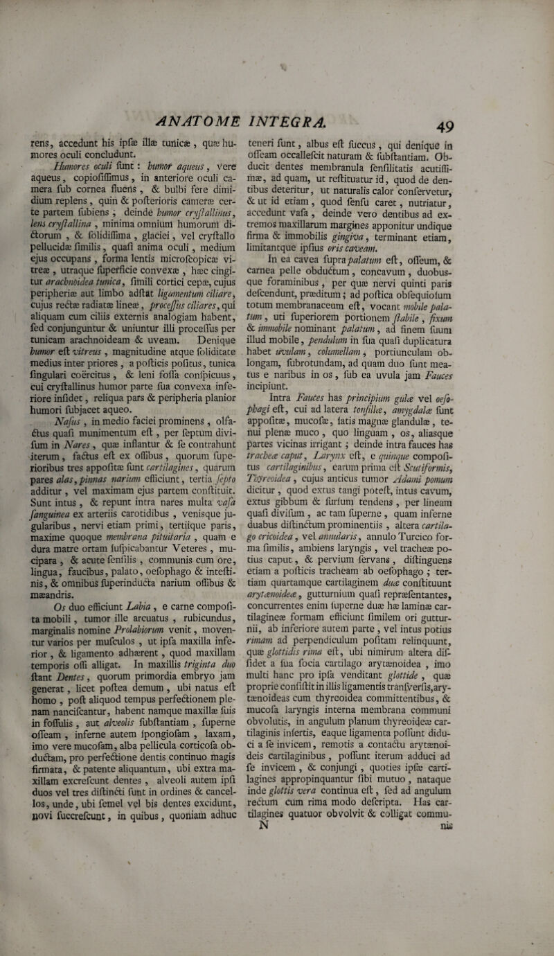 V AN ATOME rens, accedunt his ipfse illae tunicae , qu^ hu¬ mores oculi concludunt* Humores oculi funt: humor aquetis, vere aqueus, copiofiifimus, iii anteriore oculi ca¬ mera fub cornea fluens , & bulbi fere dimi¬ dium replens, quin & pofterioris camerae cer¬ te partem fubiens ; deinde humor cryjJalimus, lens cryflalUna , minima omnium humorum di¬ riorum , & folidifllma , glaciei, vel cryftallo pellucidas fimilis, quafl anima oculi, medium ejus occupans , forma lentis microfcopicae vi¬ treae , utraque iupefficie convexae , haec cingi¬ tur arachnoidea tunica, fimili cortici cepae, cujus peripheriae aut limbo adflat ligamentum ciliare^ cujus redlae radiatae lineae, proce£us ciliares, qui aliquam cum ciliis externis analogiam habent, fed conjunguntur & uniuntur illi proceflTus per tunicam arachnoideam & uveam. Denique humor efl: vitreus , magnitudine atque foliditate medius inter priores , a pofticis politus, tunica lingulari coercitus , & leni folia confpicuus, cui cryllallinus humor parte fua convexa infe¬ riore inlidet, reliqua pars & peripheria planior humori fubjacet aqueo. Nafus , in medio faciei prominens, olfa- rius quafl munimentum elt, per feptum divi- fum in Nares , quse inflantur & le contrahunt iterum, fa(5lus ell ex offibus , quorum fupe- rioribus tres appolitas funt cartilagines, quarum ■p2XQS alas,pinnas narium efficiunt, tertia additur , vel maximam ejus partem conllituit. Sunt intus , & repunt intra nares multa vafa [anguinea ex arteriis carotidibus , venisque ju- gularibus , nervi etiam primi, tertiique paris, maxime quoque membrana pituitaria , quam e dura matre ortam lufpicabantur Veteres , mu- cipara , & acute fenlilis , communis cum ore, lingua, faucibus, palato, oefophago & intelli- nis, & omnibus fuperinducla narium offibus & maeandris. Os duo efficiunt Labia , e carne compoli- ta mobili, tumor ille arcuatus , rubicundus, marginalis nomine Prolubiorum venit, moven¬ tur varios per mufculos , ut ipfa maxilla infe¬ rior , & ligamento adhaerent, quod maxillam temporis offi alligat. In maxillis triginta duo liant Dentes, quorum primordia embryo jam generat, licet pollea demum , ubi natus ell homo , poli aliquod tempus perfedlionem ple¬ nam nancifcantur, habent namque maxillae fuis in fofllilis , aut alveolis fubllantiam , fuperne olfeam , inferne autem Ipongiofam , laxam, imo vere mucofam, alba pellicula corticofa ob- du6lam, pro perfe6lione dentis continuo magis firmata, & patente aliquantum, ubi extra ma¬ xillam excrefcunt dentes , alveoli autem ipli duos vel tres dillinfti funt in ordines & cancel¬ los, unde, ubi femel vel bis dentes excidunt, »ovi fuccrefcunt, in quibus, quoniam adhuc INTEGRA. 49 teneri funt, albus ell fuccus , qui denique in olfeam occallelcit naturam & fubllantiam* Ob¬ ducit dentes membranula fenfilitatis acutiffi- rns, ad quam, ut rellituatur id, quod de den¬ tibus deteritur, ut naturalis calor confervetur, & ut id etiam , quod fenfu caret, nutriatur, accedunt Vafa, deinde vero dentibus ad ex¬ tremos maxillarum margines apponitur undique firma & immobilis gingiva, terminant etiam, limitantque ipfius oris caveam. In ea cavea palatum ell, olfeum, & Carnea pelle obdudlum, concavum, duobus- que foraminibus, per qute nervi quinti paris defcendunt, prasditum; ad pollica obfequiolum totum membranaceum ell, vocmt mobile pala¬ tum , uti fuperiorem portionem flabile , fixum & immobile nominant palatum, ad finem fuuni illud mobile, pendidiim in fua quafl duplicatura habet uvulam, columellam, portiunculam ob¬ longam, fubrotundam, ad quam duo funt mea¬ tus e naribus in os, fub ea uvula jam Fauces incipiunt. Intra Fauces has principium gula Vel oefo- phagiell, cui ad latera tonfllla, amygdala funt appofltse, mucofle, latis magnae glandulae, te¬ nui plenae muco , quo linguam , os, aliasque partes vicinas irrigant; deinde intra fauces has trachea caput, Larynx ell, e ciuinque compoli- tus cartilaginibus, earum prima ell Scutiformis, Ihyreoidea , cujus anticus tumor Adami pomum dicitur , quod extus tangi potefl, intus cavum, extus gibbum & furlum tendens , per lineam quafl divifum , ac tam fuperne , quam inferne duabus diltindlum prominentiis , altera cartila¬ go cricoidea, vel annularis, annulo Turcico for¬ ma fimilis, ambiens laryngis, vel tracheae po¬ tius caput, & pervium fervans , dillinguens etiam a pollicis tracheam ab oefophago ; ter¬ tiam quartamque cartilaginem dua conllituunt arytanoidea, gutturnium quafl repr^fentantes, concurrentes enim luperne duae hae laminae car¬ tilagineae formam efficiunt fimilem ori guttur- nii, ab inferiore autem parte , vel intus potius rimam ad perpendiculum politam relinquunt, quae glottidis rima ell, ubi nimirum altera dif¬ fidet a fua foda cartilago arytaenoidea , imo multi hanc pro ipfa venditant glottide , quae proprie confillit in illis ligamentis tranfverfls,ary- taenoideas cum thyreoidea committentibus, & raucofa laryngis interna membrana communi obvolutis, in angulum planum thyreoidea? car¬ tilaginis infertis, eaque ligamenta poliunt didu¬ ci a fe invicem, remotis a contadu arytaenoi- deis Cartilaginibus, polfunt iterum adduci ad fe invicem , & conjungi, quoties ipfae carti¬ lagines appropinquantur fibi mutuo, nataque inde glottis vera continua ell, fed ad angulum redum cum rima modo defcripta. Has car¬ tilagines quatuor obvolvit & colligat commu- N nis