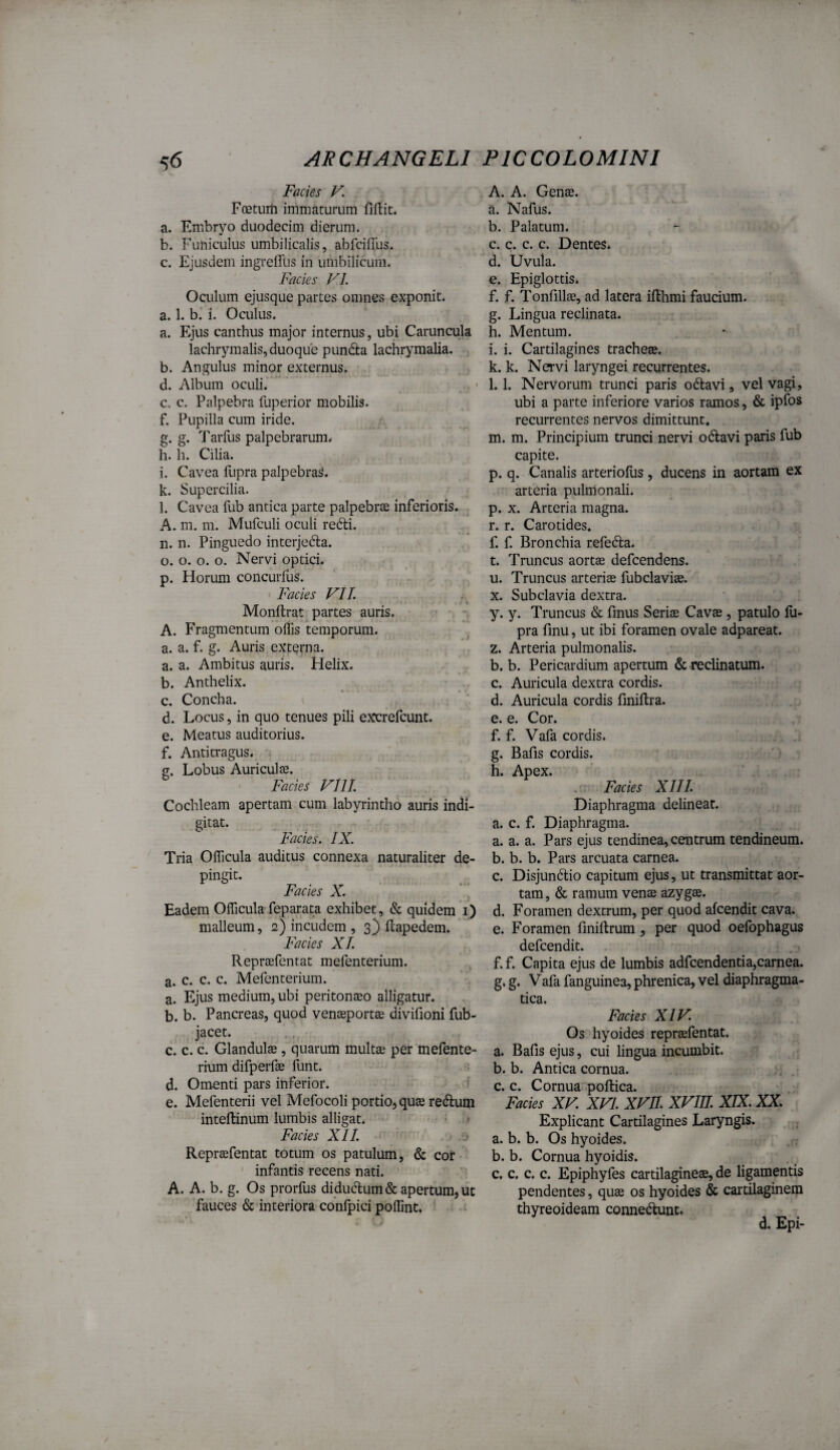 Facies V. F(etum immaturum fiftit. a. Embryo duodecim dierum. b. Funiculus umbilicalis, abfcifTus. c. Ejusdem ingrelTtis in umbilicum. Facies FL Oculum ejusque partes omnes exponit, a. 1. b. i. Oculus. a. Ejus canthus major internus, ubi Caruncula lachrymaliSjduoque pundta lachrymalia. b. Angulus minor externus. d. Album oculi. c. c. Palpebra fuperior mobilis. f. Pupilla cum iride. g. g. Tarfus palpebrarum- h. h. Cilia. i. Cavea fupra palpebrat. k. Supercilia. l. Cavea fub antica parte palpebrae inferioris. A. m. m. Mufculi oculi redi. n. n. Pinguedo interjeda. o. o. o. o. Nervi optici. p. Horum concurfiis. - Facies FIL Monftrat partes auris. , A. Fragmentum offis temporum, a. a. f. g. Auris externa. a. a. Ambitus auris. Helix. b. Anthelix. c. Concha. ^ d. Locus, in quo tenues pili excrefcunt. e. Meatus auditorius. f. Antitragus. g. Lobus Auriculae. Facies Fili Cochleam apertam cum labyrintho auris indi- gitat. Facies. IX. Tria Officula auditus connexa naturaliter de- P“Sit- , Eadem Officula feparata exhibet, & quidem i) malleum, 2) incudem , 3) flapedem. Facies XT. Repraefentat mefenteriunl. a. c. c. c. Mefcnterium. a. Ejus medium, ubi peritonaeo alligatur. b. b. Pancreas, quod venaeportae divilioni fub- jacet. c. c. c. Glandulae , quarum multae per mefente- rium difperfae funt. d. Omenti pars inferior. e. Mefenterii vel Mefocoli portioj quae redum intellinum lumbis alligat. » Facies XII. < j Repraefentat totum os patulum, & cor • infantis recens nati. A. A. b. g. Os prorfus didudum & apertum, ut fauces & interiora conlpici poffint. A. A. Genae. a. Nafus. b. Palatum. c. c. c. c. Dentes. d. Uvula. e. Epiglottis. f. f. Tonfillae, ad latera iffihmi faucium. g. Lingua reclinata. h. Mentum. i. i. Cartilagines tracheae. k. k. Nervi laryngei recurrentes. l. 1. Nervorum trunci paris odavi, vel vagi, ubi a parte inferiore varios ramos, & ipfos recurrentes nervos dimittunt. m. m. Principium trunci nervi odavi paris fub capite. p. q. Canalis arteriolus, ducens in aortam ex arteria pulmonali. р. x. Arteria magna, r. r. Carotides. f. f. Bronchia refeda. t. Truncus aorts defeendens. u. Truncus arteriae fubclaviae. X. Subclavia dextra. y. y. Truncus & fmus Seriae Cavae, patulo lli- pra finu, ut ibi foramen ovale adpareat. z. Arteria pulmonalis. b. b. Pericardium apertum & reclinatum. с. Auricula dextra cordis. d. Auricula cordis llnillra. e. e. Cor. f. f. Vafa cordis. g. Bafis cordis. h. Apex. . : Facies XIII. Diaphragma delineat, a. c. f. Diaphragma. a. a. a. Pars ejus tendinea, centrum tendineum. b. b. b. Pars arcuata carnea. c. Disjundio capitum ejus, ut transmittat aor¬ tam, & ramum vense azygse. d. Foramen dextrum, per quod afeendit cava. e. Foramen fmiftrum, per quod oefophagus defeendit. f. f. Capita ejus de lumbis adfcendentia,carnea. g. g. Vafa fanguinea, phrenica, vel diaphragma¬ tica. Facies XIF. Os hyoides repraefentat. a. Bafis ejus, cui lingua incumbit. b. b. Antica cornua. c. c. Cornua poftica. Facies XF. XVL XFII. XFIII XIX. XX. Explicant Cartilagines Laryngis. a. b. b. Os hyoides. b. b. Cornua hyoidis. c. c. c. c. Epiphyfes cartilagineae, de ligamentis pendentes, quae os hyoides & cartilaginem thyreoideam connedunt. d. Epi-