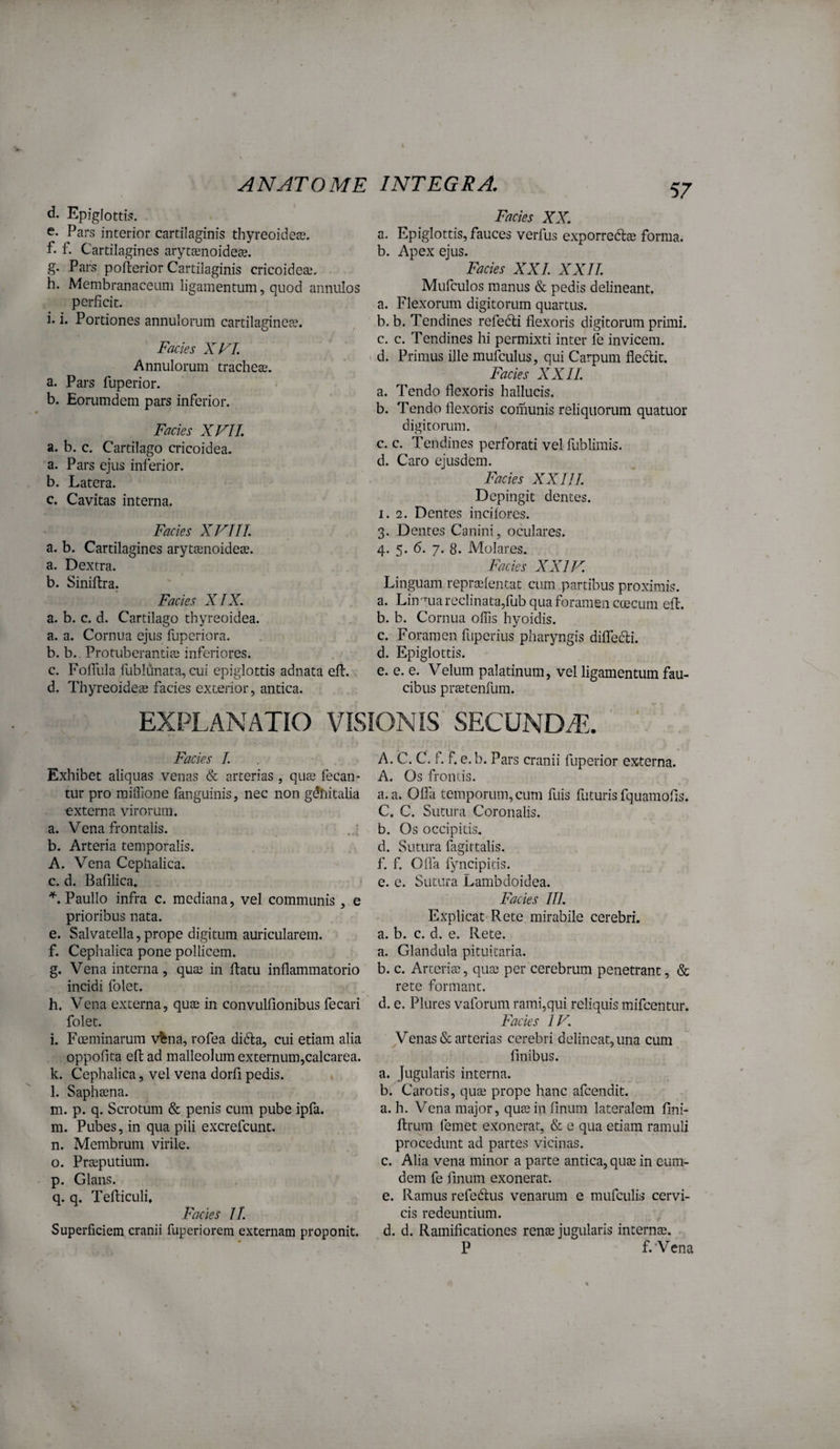 d. Epiglotti;?. e. Pars interior cartilaginis thyreoideas. f. f. Cartilagines arytanoide®. g. Pars pofterior Cartilaginis cricoideas. h. Membranaceum ligamentum, quod annulos perficit. i. i. Portiones annulorum cartilagineas. Facies X FI. Annulorum tracheas. a. Pars fuperior. b. Eorumdem pars inferior. Facies XVII a. b. c. Cartilago cricoidea. a. Pars ejus inferior. b. Latera. c. Cavitas interna. Facies XVIII a. b. Cartilagines arytaenoideae. a. Dextra. b. Siniftra. Facies XIX. a. b. c. d. Cartilago thyreoidea. a. a. Cornua ejus fuperiora. b. b.. Protuberandae inferiores. c. Foffula fublunata, cui epiglottis adnata eft. d. Thyreoideas facies exterior, antica. Facies XX. a. Epiglottis, fauces verfus exporred® forma. b. Apex ejus. Facies XXL XXIL Mufculos manus & pedis delineant, a. Flexorum digitorum quartus. b. b. Tendines refedti flexoris digitorum primi. c. c. Tendines hi permixti inter fe invicem. d. Primus ille mufculus, qui Carpum fleclit. Facies XXIL a. Tendo flexoris hallucis. b. Tendo flexoris comunis reliquorum quatuor digitorum. c. c. Tendines perforati vel fublirais. d. Caro ejusdem. Facies XXIJI. Depingit dentes. I. 2. Dentes incifores. 3. Dentes Canini, oculares. 4. 5. 6. 7. 8. Molares. Facies XXIV. Linguam repra3fentat cum partibus proximis. a. Liirma reclinata,fub qua foramen coecum eft. b. b. Cornua offis hyoidis. c. Foramen fuperius pharyngis difledi. d. Epiglottis. e. e. e. Velum palatinum, vel ligamentum fau¬ cibus prtetenfum. EXPLANATIO VISIONIS SECUNDiT Facies 1. Exhibet aliquas venas & arterias, qute fecam tur pro miffione fanguinis, nec non gdliitalia externa virorum. a. Vena frontalis. b. Arteria temporalis. A. Vena Cephalica. c. d. Bafilica. '^.Paullo infra c. mediana, vel communis, e prioribus nata. e. Salvatella, prope digitum auricularem. f. Cephalica pone pollicem. g. Vena interna, qua3 in flatu inflammatorio incidi folet. h. Vena externa, quJE in convulfionibus fecari folet. i. Foeminarura v%na, rofea didla, cui etiam alia oppofita efl ad malleolum externuin,calcarea. k. Cephalica, vel vena dorfi pedis. l. Saphsena. m. p. q. Scrotum & penis cura pube ipfa. m. Pubes, in qua pili excrefeunt. n. Membrum virile. o. Preputium. p. Glans. q. q. Tefliculi, Facies II. Superficiem cranii fuperiorem externam proponit. A. C. C. f. f. e.b. Pars cranii fuperior externa. A. Os fromis. a. a. Ofla temporum, cum fuis futuris fquamofis. C. C. Sutura Coronalis. b. Os occipitis, d. Sutura fagittalis. f. f. Ofla fyncipitis. e. c. Sutura Lambdoidea. Facies IIl. Explicat Rete mirabile cerebri, a. b. c. d. e. Rete. a. Glandula pituitaria. b. c. Arteria?, qua? per cerebrum penetrant, & rete formant. d. e. Plures vaforum rarai,qui reliquis mifcentur. Facies IV. ^Venas&: arterias cerebri delineat, una cum finibus. a. Jugularis interna. b. Carotis, qute prope hanc afeendit. a. h. Vena major, qua? in finum lateralem fini- flrura femet exonerat, & e qua etiam ramuli procedunt ad partes vicinas. c. Alia vena minor a parte antica, qute in eum- dem fe finum exonerat. e. Ramus refedlus venarum e mufculis cervi¬ cis redeuntium. d. d. Ramifleationes rente jugularis internse. P f. ‘Vena