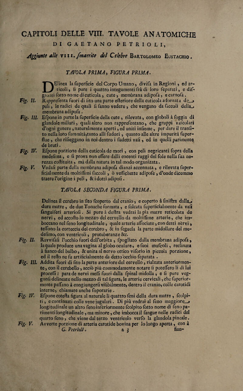 DI GAETANO PETRIOLI, /Ingiunte alle vili.{munite del Celebre artolomeo Eustachio. TAVOLA PRIMA, FIGURA PRIMA. DElinea Iafuperficie del Corpo Umano, divifa in Regioni , cd ar¬ ticoli, li pure i quattro integumenti fra di loro feparati, e dif- gionti fotto no ne di cuticola , cute , membrana adipofa , e carnofa . Fìg. IL Ripprefenta fuori di lito una parte ederiore della cuticola adornata de__, peli, le radici de quali fi fanno vedere , che vengano da Piccoli della^* membrana adipofa. Fìg. Ili Efpone in parte la fuperficie della cute , rilevata, con globoli à foggia di glandole miliari, quali altro non rapprefentano, che gruppi vaicolari d’ogni genere , naturalmente aperti, ed uniti infieme, per dare il tranfi- to nella loro fommità,tanto alli Pudori, quanto alle altre impurità fuper- fiue , che rifuggano in noi dentro i fudetti vafi , ed in quelli parimente de bruti. Fìg. IV. Efpone porzione della cuticola de mori , con peli negricanti fopra della medefima, e fi prova non edere dalli cocenti raggi del fole nella fua ne¬ rezza codituita , mà dalla natura in tal modo organizata. Fìg. V. Vedali parte della membrana adipofa dianzi accennata, e rilevata fuper- ficjalmenteda moltilfnni Piccoli , ò velfichette adipofe , d’onde dicemmo tracre l’origine i peli, & i dotti adipofi . TAVOLA SECONDA FIGURA PRIMA. Delinea il cerebro in fito feoperto dal cranio, e coperto à finidra dalla,» dura matre , de due Tonache formata , e folcata fuperfìcialmente da vali {anguiferi arteriofi . Si pure à delira vedrai la pia matre reticolata de nervi, ed accollo lo mezzo del cervello da moltifiìme arterie, che im¬ boccano nel Peno longitudinale, quale arterie alfociate, con detti nèrvi, telfono la corteccia del cerebro , & in feguela la parte midollare del me- defimo, con ventricoli, protuberanze &c. Fìg. 11. Ravvifafi l’occhio fuori dell’orbita , fpogliato dalla membrana adipofa , la quale produce una vagina al globo oculare, e Puoi mufcoli, reclinata à fianco del bulbo, & unita al nervo ottico viforio in piccola porzione, ed il redo ne fu artificialmente da detto occhio feparata . Fìg. 111. Addita fuori di fito la parte anteriore del cervello , rialzata anteriormen¬ te, con il cerebello, acciò più commodamente notare li potelfero li di lui procedi: parade nervi medi fuori dalla fpinal midolla , e fi pure veg- gonfi delineate nello mezzo di tal figura, le arterie cervicali, che fuperior- mente padano à congiungerfi vifibilmente, dentro il cranio, colle carotidi interne, chiamate anche foporarie . Fìg. IV. Efpone coteda figura al naturale li quattro Peni della dura matre, fcolpi- ti, e continuati colle vene iugulari. Di più vedrai al feno maggiore^> longitudinale un altro fenoinferiormente fcolpito {òtto nome di Peno pa¬ rimenti longitudinale , ma minore, che imbocca il fangue nelle radici del quarto feno, che viene dal terzo ventricolo verfo la glandola pineale. Fìg. V. Avverte porzione di arteria carotide bovina per lo longo aperta, coni ' G. Vetrioli. a 3 fian- i
