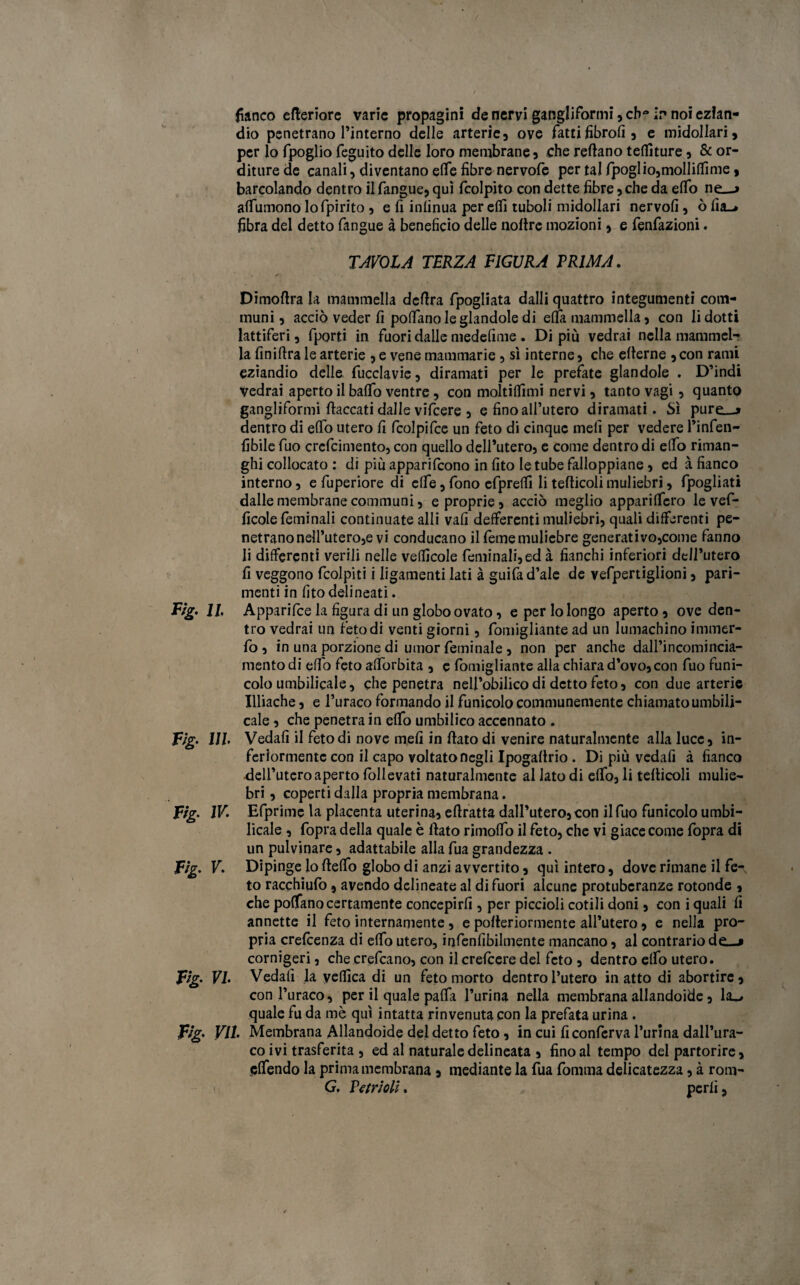 dio penetrano l’interno delle arterie, ove fatti fibrolì, e midollari, per lo fpoglio feguito delle loro membrane, che reftano tefiìture, & or¬ diture de canali, diventano effe fibre nervofe per tal fpoglio,molliffime, barcolando dentro il fangue, qui fcolpito con dette fibre, che da effo neu affumono lo fpirito , e fi infinua per effi tuboli midollari nervofi, ò fia_> fibra del detto fangue à beneficio delle noftre mozioni, e fenfazioni. TAVOLA TERZA FIGURA PRIMA. Dimoftra la mammella delira fpogliata dalli quattro integumenti com¬ muni, acciò veder fi poffano le glandole di effa mammella, con li dotti lattiferi, fporti in fuori dalle medefime . Di più vedrai nella mammel¬ la finifira le arterie , e vene mammarie , sì interne, che elterne ,con rami eziandio delle fucclavie, diramati per le prefate glandole . D’indi Vedrai aperto il baffo ventre , con moltiffimi nervi, tanto vagì, quanto gangliformi fiaccati dalle vifcere , e fino all’utero diramati. Sì pure—* dentro di effo utero fi fcolpifce un feto di cinque meli per vedere l’infen- fibile fuo crefcimento, con quello delPutero, e come dentro di effo riman¬ ghi collocato : di piu apparifcono in fito le tube falloppiane, ed à fianco interno, e fuperiore di effe, fono efprefiì li tefticoli muliebri, fpogliati dalle membrane communi, e proprie , acciò meglio appariffcro le vef- ficole feminali continuate alli vali deferenti muliebri, quali differenti pe¬ netrano nell’utero,e vi conducano il Teme muliebre generati vo,come fanno li differenti verdi nelle vefficole feminali, ed à fianchi inferiori dell’utero fi veggono (colpiti i ligamenti lati à guifa d’ale de vefpertiglioni, pari- menti in fito delineati. Fig. IL Apparifce la figura di un globo ovato, eperlolongo aperto, ove den¬ tro vedrai un Feto di venti giorni, fomigliante ad un lumachino immer- fo , in una porzione di umor feminale, non per anche dall’incomincia- mento di effo feto afforbita , e fomigliante alla chiara d’ovo, con fuo funi¬ colo umbilicale, che penetra nell’obilico di detto feto, con due arterie Illiache, e l’uraco formando il funicolo communemente chiamato umbili¬ cale , che penetra in effo umbilico accennato . Fig• 1JL Vedali il feto di nove meli in fiato di venire naturalmente alla luce, in¬ feriormente con il capo voltato negli Ipogafirio . Di più vedafi à fianco dell’utero aperto foli evati naturalmente al lato di effo, li tefiicoli mulie¬ bri , coperti dalla propria membrana. Fig. IV. Efprime la placenta uterina, eftratta dall’utero, con il fuo funicolo umbi¬ licale , (opra della quale è fiato rimoffo il feto, che vi giace come (òpra di un pulvinare, adattabile alla fua grandezza . Fig. V. Dipinge lo fteffo globo di anzi avvertito, qui intero, dove rimane il fe-, to racchiufò, avendo delineate al di fuori alcune protuberanze rotonde , che poffano certamente concepirli, per piccioli cotili doni, con i quali fi annette il feto internamente, e pofieriormente all’utero, e nella pro¬ pria credenza di effo utero, infenfibilmente mancano, al contrario de—» cornigeri, che crefcano, con ilcrelcere del feto , dentro effo utero. Fig. VL Vedafi la vellica di un feto morto dentro l’utero inatto di abortire, con l’uraco, per il quale paffa l’urina nella membrana aliandole, la—r quale fu da mè qui intatta rinvenuta con la prefata urina . Fig• VII. Membrana Allandoide del detto feto, in cui fi conferva l’urina dall’ura- co ivi trasferita , ed al naturale delineata , fino al tempo dei partorire, offendo la prima membrana , mediante la fua fontina delicatezza, à rom-