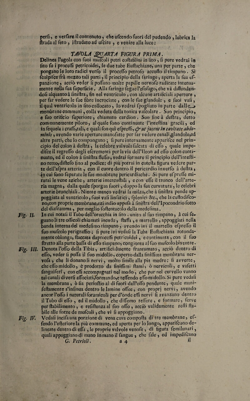 perfi, c verfare il contenuto, che ufeendo fuori del pudendo , lubrica la firada al feto , idradato ad ufeire , e venire alla luce : TAVOLA QUARTA FIGURA PRIMA. Pelinea l’ugola con Tuoi mulcoli patri coftafilini in fito , fi pure vedrai in fito fu j procedi petricoidei, le due tube Euflachiane, una per parte , che pongano le loro radici verfo il procedo petrofo accodo jl timpano . Sì fcolpifcefrà mezzo tali parti , il principio della faringe, aperta la fua cf~ panzione 5 acciò veder lì pollano molte papille nervofe radicate interna¬ mente nella fua fuperficie, Alla faringe fiegue l’efolago, che và difenden¬ doli alquanto à lìnillra, fin nel ventricolo , con alcune artificiali aperture , per far vedere le fue fibre incrociate , con le fue glandole , e fuoi vali, il qual ventricolo in fitocollocato , lo vedrai fpogliato in parte dalle—» membrane communi, colla veduta della tonica veicolare . Suo principio, e fuo orificio fuperiore, chiamato cardion , Suo fine à delira, detto communemente piloro, al quale fono continuate l’inteftina gracili, ed in fequela i cralfi,tali, e quali fon qui efpr ut ] a cent in cavitate abdo- minh , avendo varie aperture manofatte per far vedere canali,glandole,ed altre parti, che lo compongano ; fi pure internamente apparifee nel prin¬ cipio del colon à delira, la celebre valvola falcata di elio , quale impe¬ dire il regrelfo degli eferementi per la via dellTleon ad elfo colon conti¬ nuato, ed il colon à fmiflra fleifo, vedrai formare il principio dell’intelli- no rettojdillefo fino al podice: di più potrai in cotefta figura vedere par¬ te dell’afpra arteria , con il cuore dentro il pericardio in verfo à delira, ^n cui fono feparate le fue membrane pericardiache. Si pure efprelfe mi- rarai le vene aziche ? arterie intercoltali, e con effe il tronco dell’arte¬ ria magna, dalla quale fporgan fuori , doppo la fua curvatura , le celebri arterie bronchiali, Niente manco vedrai la milza,che à lìnillra pende ap¬ poggiata al ventricolo,fuoi yafi linfatici, fplenici &c., che la cultodifco- no,con proprie membrane,eziandio appefa à linillra dell’Ipocondrio fotto del diaframma , per meglio foflentacolo della medefima, Fig. IL In cui notali il Tubo dell’orecchia in fito , unito al fuo timpano, à cui le- guanoli tre ofiìcoli chiamati incude, llaffa , e martello , appoggiati nella banda interna del medefimo timpano, avendo ivi il martello efprelfo il fuo mufcolo perigraffio ; li pure ivi vedali la Tuba Eullachiana rotonda- mente oblonga, fiaccata daprocelft petricoidei, e continuata , con il fuo Eretto alla parte balla di elfo timpano, congionta al fuo mufcolo biyentre. fì& ni Denota l’olfo della Tibia, artificialmente frantumato, acciò dentro di elfo, veder li polla il fuo midollo, coperto dalla fin idi ma membrana ner- vofa , che li donano li nervi, molto limile alla pia madre: fi avverte, che elfo midollo, è prodotto da finilTimi llami, ònervicoli, e vafetti fanguiferf, condii accompagnati nel modo, che pur nel cervello vanno tai canali diverfi alfociati,formando,e telfendo elfo midollo. Si pure vedali la membrana, olia perioflio al di fuori dall’olfo pendente, quale mani- feftamente s’infinua dentro le lamine olfee, con proprj nervi, avendo ancor 1’olfo i naturali foramicoli per d’onde elfi nervi lì avanzano dentro il Tubo di elfo , ed il midollo, chedilfemo telfere , e formare, ferve per ftabilimento , e refiflenza al fuo olfo , acciò validamente redi lia¬ bile alle forze de mufcoli, che vi fi appoggiano. Fig. IV. Vedali incifa una porzione di vena cava compolla di tre membrane, ef- fendo l’elleriorela più communq, ed aperta per lo longo, apparirono de¬ lineate dentro di ella , le proprie valvole venofe , di figura femilunari, quali appoggiano di mano in mano il fangue , che fiale , ed impedificano