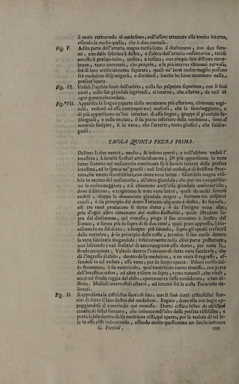 elfendo la media quella, che lì dice carnofa . ■fig. V. Adita parte dell’arteria magna recida dotto il diaframma , con due fora- mi, uno della fplenica 4 delira , e l’altro dell'arteria mefenterica , recilè accodo il prefato tubo , ordita , e telfuta , con cinque ben didinte mem¬ brane , tanto communi, che proprie, e la più interna chiamali nervola, fra di loro artificialmente feparate, quali ne’ bovi molto meglio poflfano fra medefime difgiungerfi, e dividerli, loccheho bene accennato nella», prefent’opera. ftg. VI Vedali l’occhio fuori dell’orbita , colla Tua palpebra fuperiore, con li Tuoi canti, colle fue glandule lagrimali, si interne, che ederne , da vali dì ogni generecircondate. F/g*Vll. Apparifce la lingua coperta dalla membrana più ederiore, chiamata vagi¬ nale, vedonli ad eda continuati varj mufcoli, chela fiancheggiano, e di più apparivano ne’lati inferiori di eda lingua, gruppi di glandule fu- blinguali, e nello mezzo , ó da piano inferiore della medefima, fono al naturale fcolpite , fi le vene, che fartene, tanto glodici, che fublin- guali, TAVOLA QUINTA FIGURA PRIMA. •. J ' ' • { ’ \ . /4 ’ / |it ' '! * - - Delinea li due ventri, medio, & infimo aperti, e nell’ultimo vedali T intedina , à fianchi fendati artificialmente ; Di più apparivano le vene lattee fcarnite nel mefenterio continuate fu li fianchi interni delle prefatc intedina, ed in fpecie ne’ gracili : vali linfatici nodoli, e di finidima drut- tura,che vanno framifchiati,con dette vene lattee . Gianduia magna vili- bile in mezzo del mefenterio , all’altre glandule, che pur ivi compariva¬ no le molto maggiore , eli chiamano anch’elfe glandule mefenteriche, dove li filtrano , e tragittano le note vene lattee , quali da molti furcoli vedrai , doppo la denunciata glandola magna , formare tre cofpicui canali , ò da principio del dotto Toracico alquanto à delira. In fequela_> elfi tre rami producano il detto dotto , ò lia l’infigne vena alba, pria d’ogni altro rinvenuto dal nollro Eudachio , quale idradato fo- pra dai diaframma, qui rimodo, piega il fuo cammino à finidra del Torace , e forma più in fopra di fe due rami, quali poco apprelfo, fi riu- nifeano in un fol dotto , e fempre più falendo, fopra gli apofifi trafverli delle vertebre , ò da principio delle code , termina il fuo corfo dentro la vena fubclavia sbugandola : inferiormente nella dilei parte poderiore , non lafciando i vali linfatici di accompagnare elfo dotto , per tutta la_> firada accennata ; Valvola dentro l’imbocco di detta vena fucclavia , che dà l’ingrelfo al chilo , dentro della mededma , e ne vieta il regredo , ef- fendolì in tal veduta, eda vena , per lo longo aperta. Piloro recido dal¬ lo dommaco, ò da ventricolo, qual ventricolo venne rimoffo, con parte dell’intedino colon , ed altre vifeere in fopra , tanto naturali ,che vitali , acciò tal llrada reggia del chilo , apertamente fulfe confiderata, e ben di- dinta. Mufcoli intercedali edemi , ed interni fra le code Toraciche de¬ lineati » Tig. 11. Rapprefientala cidifellea fuori di dto, con li fuoi dotti cidicifellei fcar- niti di dotto il lato dedro del mededmo. Fegato , dove ella con bagia ap¬ poggiandoli al ventricolo qui remolfo. Dotto cidicofelleo da elililfimi canalicoli ledei formato , che imbocca nell’alto della prefata cidifellea, e porta la bile dentro della medefima cidi,qui aperta, per la veduta di tal bi¬ le in eda cidi imboccando , elfendo moltoquedionato un finfile imbocco