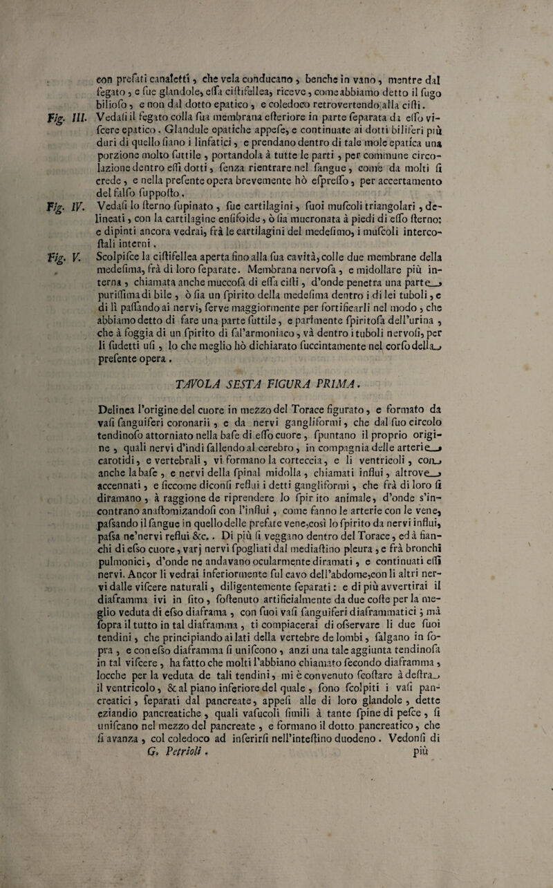 con prelati canaletti, che vela conducano , benché in vano, mentre dal fegato , e fue glandole, effa ciftifellea, riceve, come abbiamo detto il fugo biliofo 5 e non dal dotto epatico , e coledoco retrovertendo alla cidi. F/g. Ili Vedali il fegato colla fua membrana efteriore in parte feparata da elfo vi- feere epatico. Glandule epatiche appefe, e continuate ai dotti biJiteri piu duri di quello fiano i linfatici , e prendano dentro di tale mole epatica una porzione molto fattile , portandola à tutte le parti , per commane circo¬ lazione dentro elfi dotti 5 fenza rientrare nel fangue, come da molti lì crede 5 e nella prefente opera brevemente hò efpreflfo, per accertamento del fallo fu p poi lo, IV. Vedali lo derno fupinato , fue cartilagini, Puoi mufcoli triangolari, de¬ lineati , con la cartilagine enfìfoide, ò da mucronata à piedi di elfo derno: e dipinti ancora vedrai, fra le cartilagini del mededmo, i mufcoli interce¬ dali interni, Fig. V. Scolpifce la cidifellea aperta tìno alla fua cavità, colle due membrane della mededma, fra di loro feparate. Membrana nervofa, e midollare più in¬ terna , chiamata anche muccolà di elfa cidi, d’onde penetra una parteu purildmadi bile , ò da un fpirito della mededma dentro i di lei tuboli, e di lì padandoai nervi, ferve maggiormente per fortidcarli nel modo , che abbiamo detto di fare una parte futtile, e parimente fpiritofa dell’urina , che à foggia di un fpirito di fal’armoniaco, và dentro i tuboli nervod, per li fudetti ud , lo che meglio hò dichiarato fuccintamente nel corfodella_j prefente opera. TAVOLA SESTA FIGURA PRIMA. Delinea l’origine del cuore in mezzo del Torace figurato, e formato da vafi fanguiferi coronarii , e da nervi gangliformi, che dal fuo circolo tendinofo attorniato nella bafe di efifo cuore , fpuntano il proprio origi¬ ne , quali nervi d’indi fallendo al cerebro , in compagnia delle atteri carotidi, e vertebrali, vi formano la corteccia, e li ventricoli, cojlj anche la bafe , e nervi della fpinal midolla , chiamati influì, altrove—» accennati, e ficcome diconfi reflui i detti gangliformi, che fra di loro fi diramano, àraggionede riprendere lo fpirito animale, d’onde s’in¬ contrano an.iftomizandofi con l’influi , come fanno le arterie con le vene* pafsando jl fangue in quellodelle prefate vene,così lo fpirito da nervi influì, pafsa ne’nervi reflui &c.. Di più fi veggano dentro del Torace, ed à fian¬ chi di efso cuore, varj nervi fpogliati dai mediaftino pleura , e fra bronchi pulmonici, d’onde ne andavano ocularmente diramati, e continuati ella nervi. Ancor li vedrai inferiormente fui cavo dell’abdome,con li altri ner¬ vi dalle vifeere naturali, diligentemente feparati : e di più avvertirai il diaframma ivi in (ito, foftenuto artificialmente da due colie per la me¬ glio veduta di efso diaframa , con fuoi vafi fanguiferi diaframmatici j ma (opra il tutto in tal diaframma , ti compiacerai di ofservare li due fuoi tendini, che principiando ai lati della vertebre de lombi, falgano in fo- pra , e con efso diaframma fi unifeono, anzi una tale aggiunta tendinofa in tal vifeere, ha fatto che molti l’abbiano chiamato fecondo diaframma , locche per la veduta de tali tendini, mi è convenuto feoflare àdeflra_> il ventricolo, & al piano inferiore del quale , fono {colpiti i vafi pan¬ creatici, feparati dal pancreate, appefi alle di loro glandole , dette eziandio pancreatiche , quali vafucoli fimili à tante fpine di pefee, fi unificano nel mezzo del pancreate , e formano il dotto pancreatico, che iì avanza , col coledoco ad inferirfi nell’inteflino duodeno . Vedonfi di