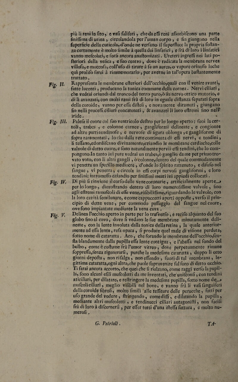 F/g. Il jF>g. IH &g. m v; più li reni in fito, c vafi Tali feri , chedapflìreni afsorbifcono una parte fini(Tima di urina , circolandola per l’uman corpo , e fin giungono nella fuperficie della cuticola, d’onde ne verfano il fuperfluo: la propria fortan- za certamente è molto limile à quella dei linfatici, e fra di loro i linfatici vanno mefcolati, e forfi ancora anaftomizati, Ureteri ingreffi nei lati po- fteriori della velica , e filo centro, dove è radicata la membrana nervea villofii, e muccofi, coll’ufo di tirare à fe un aurea, o vapore orinofo loche qui prolifo farei à rimmemorarlo , per averne in tal’opera baftantemente trattato. Rapprefenta le membrane efteriori dell’occhio,quali con il venire avanti, fatte lucenti, producano la tonica commune della cornea. Nervi ciliari, che vedrai oriundi dal tronco del terzo paro,olia nervo ottico motorio, e di lì avanzati, con molti rami frà di loro in eguale diflanza feparati fopra della coroide, vanno per ella dirteli, e novamente diramati, giungano fin nelli proceffi ciliari concatenati, & avanzati li loro ertremi fino nell’ iride. ' Falcia il cuore col filo ventricolo deliro per lo longo aperto : fuoi la cer- tolf, trabes , e colonne carnee, gangliformi delineate, e congionte ad altre parti tendinofe , e nervofe di figura oblonga ,e gangliforme di fopra rammentati, lo che dalla rete continuata di erti nervi, e tendini, fi telfarro,edordifcano divinamente,eziandio le membrane cardiache,colle valvole di detto cuore, e fono naturalmente pervii e(Tì tendini,che lo com- pongono.In tanto ivi pure vedrai un trabes,òganglio dame perprimotro- vato voto, con li altri gangli , ò colonne,dentro del quale commodamente vi penetra un fpecillo mediocre , d’onde lo fpirito rattenuto, c difufo nel fangue , vi penetra, e circola in elfi corpi nervofi gangliformi, e loro tendini; intromelfo eziandio per finirtìmi meati ivi appiedi collocati. Di più li rinviene ilcorfodelle vene coronarie, artificialmente aperte—* per lo longo, dimofirando dentro di loro numerofilfime valvole, fino agli ertremi ramufcoU di effe vene,vilibili(fime,riguardando le valvole, con la loro cavità femilunare, ecome cappuccetti aperti oppolte , verfo il prin¬ cipio di dette vene, per commodo palleggio del fangue nel cuore, ove fono impiantate mediante la vena cava . Delinea l’occhio aperto in parte per lo trafverfo , e recifo alquanto del fuo globo fino al cavo, dove fi vedano le fue membrane minutamente deli¬ neate, con la lente involuta dalla tonica deliaretina , la quale anterior¬ mente ad effa lente, refa opaca , fi produce quel male di vifione perduta, fotto nome di cataratta . Aco, che forando le membrane dell’occhio,(co¬ rta blandamente dalla pupilla erta lente contigua , e i’abalTa nel fondo del bulbo, come ècortume fral’umor vitreo, dove perpetuamente rimane fopprerta,fcnza rigenerarli, purché la medefima cataratta , doppo li otto giorni deporta, nonrifajga, nonelfendo, fuori di tal membrana, le¬ gittima cataratta,ogni altra,che puole fopravenire fui foro di detto occhio. Ti farai ancora accorto, che quei che fi rialzano, come raggi verfo la pupil¬ la, fono alcuni efili mufcoletti da me inventati, che unifconfi, con tendini aticiliari, per dilatare, e rertringere la medefima pupilla, fotto nome de—* mufcoliciliari, meglio vifibili nel bove, e yanno fra li vafi fanguiferi della coroide fibrofi, molto limili alle teniture delle perucche , fatti per ufo grande del vedere , rtringendo, comediffi, edilatando la pupilla, mediante altri mufcoletti , e tendinucci ciliari antagonirti, non facili fra di loro à difeernerfi 5 per effer tutti d’una ifteffa fattura , e molto nu- jnerofi .