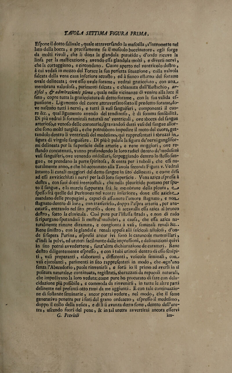 TJVOIA SETTIMA FIGURA PRIMA9 Efponc il dotto falivale , quale attraverfando la mafcella, s’intromette nel lato della bocca, e precifamente fu il mufcolo buccinatore, egli forge da molti rivoli , che li dona la gianduia parotide , d’onde riceve la linfa per la mallicazione, avendo elTa gianduia molti , e diverii nervi, che la corteggiano} e circondano. Cuore aperto nel ventricolo deliro , à cui vedali in mezzo del Torace la fua perfetta fituazione , colla valvola falcata della vena caua inferiore accollo 5 ed à fianco elterno del forame ovale delineata ; ove elfo ovale forame, vedrai graticciato, con una_> membrana valuolofa, parimenti falcata , e chiamata dall’Eullachio, ar¬ tifici 5 & admirationis piena , quale nelle vicinanze di venire alla luce il feto, copre tutta la graticciatura di detto forame , con la fua valida ef- panfione. Ligamento del cuore attraverfatofottoil predetto forame,do- ve nafeono tutti i nervi ? e tutti li vali fangujferi, componenti il cuo¬ re &c., qual ligamento avendo del tendinofo , è di fomma fenfibilità. Di più vedrai li foramicoli naturali ne’ ventricoli, ove sbocca del fangue arteriofo,e venofo delle coronarie,fgravandofi detti vali del fangue allor¬ ché fono molti turgidi, e che potrebbero impedire il moto del cuore, get¬ tandolo dentro li ventricoli del medefimo, qui rapprefentati i sbruzzi in_> figura di virgole fanguifere . Di più è palefe la figura de’nervi ganglifor- mi delineata per la fuperficie delle arterie , e vene maggiori, ove re- ftando concatenati, vanno profondendo le loro radici dentro de’medefimi vali fanguiferi, ove venendo midollari, ferpeggiando dentro Io ftelfo fan¬ gue, ne prendano la parte fpiritofa, & entra per i tuboli, che elfi na¬ turalmente anno, e che hò accennato alla Tavola feconda F igura v. Vedrai Intanto li canali maggiori del detto fangue in fito delineati, e come diffi ad elfi avviticchiati i nervi per ladi loro fuperficie . Vena azica cfprefla à delira , con fuoi dotti intercollali, che nella pleuritide portano per fpu- to il fangue, eia marcia fuppurata fra le membrane della pleura, e_» fpelfofrà quelle del Peritoneo nel ventre inferiore, dove elfe aziche_-> mandano delle propagini, capaci di alfumere Tumore llagnato , e noiiL* {lagnatodentro di loro , con trasferirlo, doppo l’afpra arteria , per ana- catarfi, entrando nel fito precifo , dove li accavalla elfa azica al bronco deliro, fotto la clavicola. Così pure per l’illelfa firada , e non di rado fi ripurgano fputandofi li melimi muliebri, a caufa, che effa azica na¬ turalmente rimane diramata, e congionta à vali, feminali renali&c.. Rene finillro, con leglandule renali appefealli fafcicoli .tjliolo.fi j d’on¬ de fifepara Purina, efprefsi ancor ivi fono le caruncole mammillari, d’indi la pelvi, ed ureteri facilmente dalle impreffioni, e delineazioni quivi In fito potrai avvedertene, fenz’altradichiarazionedecaratteri. Rene deliro diligentemente efprelfo , e con i tubi urinoli dentro di elfo feoipi- ti, vali preparanti, elaboranti , differenti, velìcole feminali, con_> vali ejacolanti, parimenti in fito rapprefentati in modo , che ogn'uno fenza l’Abecedorio, puole rinvenirli, e forfi io il primo ad averli in sì pofitura naturale,e continuata, rcgillrati, sbarazzati da repacoli naturali, che impedivano la loro veduta: come pure ho procurato di fare con delu¬ cidazione più poffibile , e commoda da rinvenirli, in tutte le altre parti delineate nei prefenti otto rami da me aggiunti. E con tale continuazio¬ ne di follanze feminarie , ancor potrai vedere, nel modo, che il feme generativo penetra per i fori del grano ordeaceo , efprelfo il medefimo, doppo il collo della yefica, e di lì fi avanza detto feme, dentro dell’ure¬ tra, ufccndo fuoridei pene, & in tal uretra avvertirai ancora elfervi