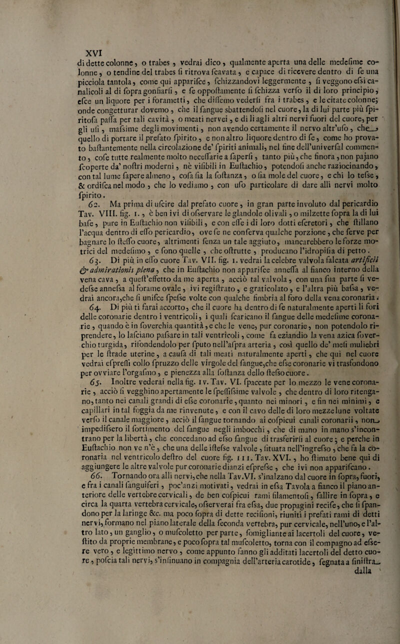di dette colonne, o trabes , vedrai dico, qualmente aperta una delle medefime co¬ lonne , o tendine del trabes fi ritrova (cavata, e capace di ricevere dentro di fé una picciola tantola, come qui apparifee, fchizzandovi leggermente , fi veggono efsi ca¬ nalicoli al di fopragonfiarli, e fé oppoftamente 11 fchizza verfo il di loro principio, elee un liquore per i forametti, che di (Temo vederli fra i trabes , e lecitatecolonne; onde congetturar dovemo , che il fangue sbattendoli nel cuore, la di lui parte più fpi- ritola palla per tali cavità , o meati nervei, e di li agli altri nervi fuori del cuore, per gli ulì, mafsime degli movimenti, non avendo certamente il nervo altr’ulo , che__» quello di portare il prefato fpirito , e non altro liquore dentro di fe, come ho prova¬ to baftantemente nella circolazione de’ fpiriti animali, nel fine dell’univerfal commen¬ to , cofe tutte realmente molto necelfarie a faperfi, tanto più, che finora, non pajano feoperte da’ noftri moderni, nè vifibili in Euftachio, potendoli anche raziocinando, con tal lume fapere almeno , cofa Ila la foftanza, o lia mole del cuore, e chi lo tefse, & ordifea nel modo , che lo vediamo , con ufo particolare di dare alli nervi molto fpirito. 62. Ma prima di ufeire dal prefato cuore , in gran parte involuto dal pericardio Tav. Vili. fig. 1., è ben ivi di ofservare le glandolo olivali, o milzette fopra la di lui bafe , pure in Euftachio non vifibili, e con effe i di loro dotti eferetori, che (libano l’acqua dentro di elfo pericardio, ove fe ne conferva qualche porzione , che ferve per bagnare lo (lelfo cuore, altrimenti lenza un tale aggiuto, mancarebbero le forze mo¬ trici del medefimo , e fono quelle , che oflrutte , producano l’idropifia di petto . 63. Di più in elfo cuore Tav. VII. fig. 1. vedrai la celebre valvola falcata artificio &admiratìonispiena, che in Euftachio non apparifee anneffa al fianco interno della vena cava , a quefl’effetto da me aperta , acciò tal valvola , con una fua parte fi ve- defseannefsa al forame ovale, ivi regillrato , e graticolato , e l’altra più bafsa , ve¬ drai ancora,che fi unifee fpefse volte con qualche fimbria al foro della vena coronaria 1 64. Di più ti farai accorto, che il cuore ha dentro di fe naturalmente aperti li fori delle coronarie dentro i ventricoli, i quali (caricano il (angue delle medefime corona¬ rie , quando è in foverchia quantità, e che le vene, pur coronarie, non potendolo ri¬ prendere, lo lafciano pafsare in tali ventricoli, come fa eziandio la vena azica fover- chio turgida, rifondendolo per fputo nell’afpra arteria , così quello de’ meli muliebri per le brade uterine, a caufa di tali meati naturalmente aperti, chequi nel cuore vedrai efprefìì collo fpruzzo delle virgole del fangue,che efse coronarie vi trasfondono per ovviare l’orgafmo, e pienezza alla foflanza dello flefsocuore. 65. Inoltre vederai nella fig. iv. Tav. VI. fpaccate per Io mezzo le vene corona¬ rie , acciò fi vegghino apertamente le fpeffifsime valvole , che dentro di loro ritenga¬ no, tanto nei canali grandi di efse coronarie, quanto nei minori , e fin nei minimi, e capillari in tal foggia da me rinvenute, e con il cavo delle di loro mezze lune voltate verfo il canale maggiore, acciò il fangue tornando ai cofpicui canali coronarii, non-» impedifsero il fortimento del fangue negli imbocchi, che di mano in mano s’incon¬ trano per la libertà, che concedano ad efso fangue di trasferirli al cuore ; e perche in Euftachio non ve n’è, che una delle iftefse valvole , lituata nell’ingrefso, che fa la co¬ ronaria nel ventricolo deliro del cuore fig. ni. Tav. XVI., ho (limato bene qui di aggiungere le altre valvole pur coronarie dianzi efprefse , che ivi non apparifeano. 66. Tornando ora alli nervi, che nella Tav.VI. s’inalzano dal cuore in fopra, fuori, e fra i canali fanguiferi, poc’anzi motivati, vedrai in efsa Tavola a fianco il piano an¬ teriore delle vertebre cervicali, de ben cofpicui rami filamentofi , fallire in fopra, e circa la quarta vertebra cervicale, ofserverai fra efsa, due propagini recife, che fi. fpan- dono per la laringe &c. ma poco fopra di dette recifioni, riuniti i prefati rami di detti nervi, formano nel piano laterale della feconda vertebra, pur cervicale, nell’uno, e l’al¬ tro Iato, un ganglio, 0 mufcoletto per parte, fomiglianteai lacertoli del cuore, ve- (lito da proprie membrane, e poco fopra tal mufcoletto, torna con il compagno ad efse- re vero , e legittimo nervo , come appunto fanno gli additati lacertoli del detto cuo¬ re , pofeia tali nervi, s’infinuano in compagnia dell’arteria carotide, fegnataa finiftra_- dalla '