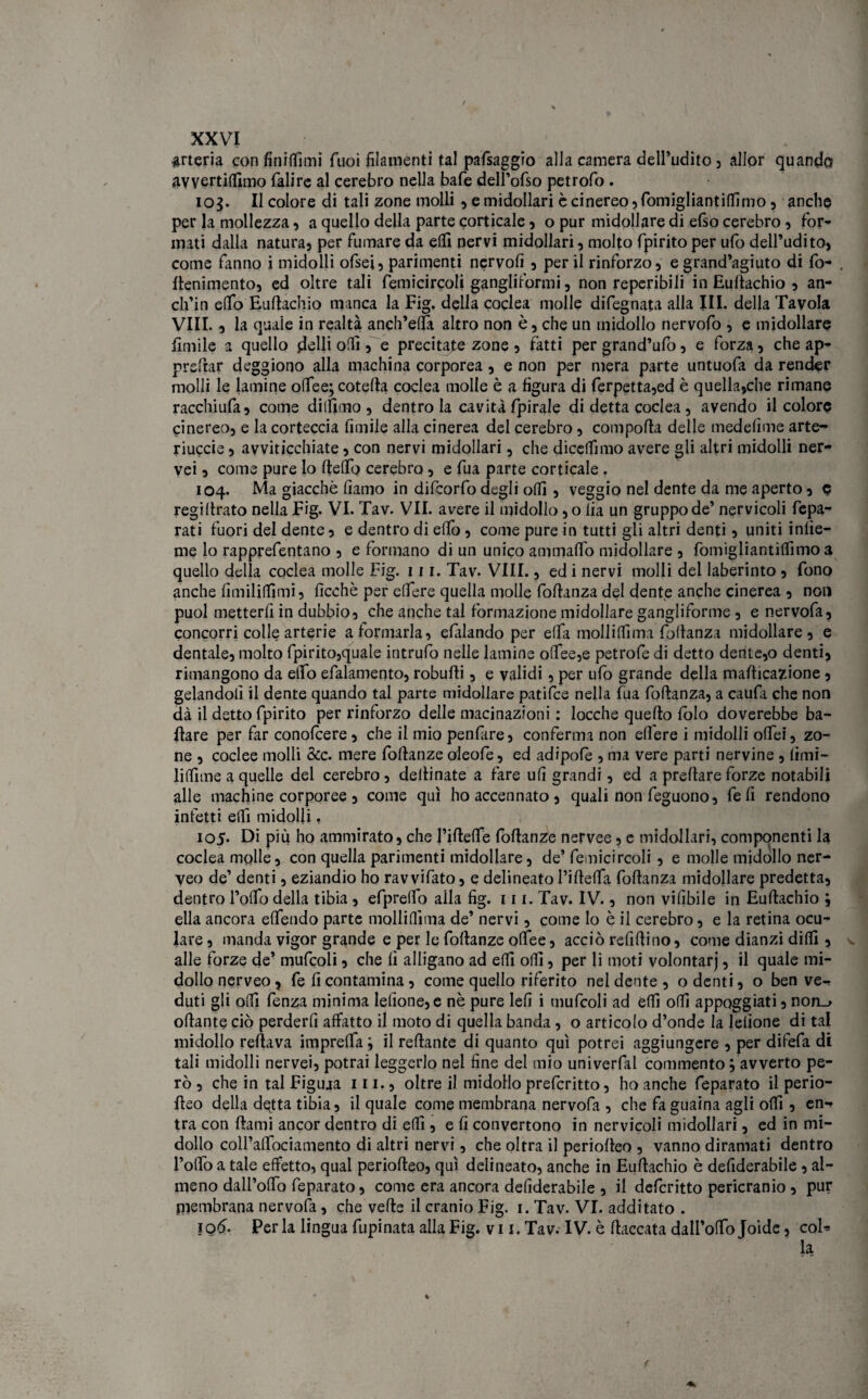arteria con finiffimi Puoi filamenti tal pafsaggro alla camera dell’udito , allor quando avvertiamo falirc al cerebro nella baie dell’ofso petrofo . iog. Il colore di tali zone molli , e midollari è cinereo jfomigliantiffimo , anche per la mollezza, a quello della parte corticale , o pur midollare di etto cerebro , for¬ mati dalla natura, per fumare da elfi nervi midollari, molto fpirito per ufo dell’udito, come fanno i midolli ofsei, parimenti ncrvofi , perii rinforzo, e grand’agiuto di fo- (lenimento, ed oltre tali femicircoli gangliformi, non reperibili in Eultachio , an- ch’in etto Eufiachio manca la Fig. della coclea molle difegnata alla III. della Tavola VIII. , la quale in realtà anch’ella altro non è, che un midollo nervofo , e midollare limile a quello delli olii, e precitate zone , fatti per grand’ufo, e forza, che ap¬ prettar deggiono alla machina corporea, e non per mera parte untuofa da render molli le lamine olfee; cotetta coclea molle è a figura di ferpetta,ed è quella,che rimane racchiufa, come dilfimo , dentro la cavità fpirale di detta coclea , avendo il colore cinereo, e la corteccia limile alla cinerea del cerebro, comporta delle medelìme arte- riuccie, avviticchiate, con nervi midollari, che dicettìmo avere gli altri midolli ner- veì, come pure lo (tetto cerebro, e fua parte corticale . 104. Ma giacché liamo in difcorfo degli otti, veggio nel dente da me aperto, c regiltrato nella Fig. VI. Tav. VII. avere il midollo ,0 lia un gruppo de’ nervicoli fcpa- rati fuori del dente, e dentro di etto, come pure in tutti gii altri denti, uniti inlìe- me lo rapprefentano , e formano di un unico ammalio midollare , fomigliantittimo 3 quello della coclea molle Fig. 111. Tav. Vili., ed i nervi molli del laberinto , fono anche lìmiliffimi, licchè per ettere quella molle Portanza del dente anche cinerea , non puoi metterli in dubbio, che anche tal formazione midollare gangliforme , e nervofa, concorri colle arterie a formarla, efalando per etta moli itti ma Portanza midollare, e dentale, molto fpirito,quale intrufo nelle lamine ottee,e petrofe di detto dente,o denti, rimangono da etto efalamento, robufti, e validi, per ufo grande della mafiica7done, gelandoli il dente quando tal parte midollare patifce nella fua Portanza, a caufa che non dà il detto fpirito per rinforzo delle macinazioni : locche quello lolo doverebbe ba¬ llare per far conolcere, che il mio penfare, conferma non edere i midolli ottei, zo¬ ne , coclee molli &c. mere Portanze oleofe, ed adipofe , ma vere parti nervine , fimi- littime a quelle del cerebro, dettinate a fare ufi grandi, ed a preftare forze notabili alle machine corporee, come qui ho accennato, quali non feguono, fefi rendono infetti elfi midolli, 105. Di più ho ammirato, che l’ittette Portanze nervee, c midollari, componenti la coclea molle, con quella parimenti midollare, de’ femicircoli , e molle midollo ner- veo de’ denti, eziandio ho ravvifato, e delineato ridetta Portanza midollare predetta, dentro l’olfo della tibia , efpretto alla fig. 111. Tav. IV., non vifibile in Euttachio ; ella ancora ettendo parte molli (lima de’ nervi, come Io è il cerebro, e la retina ocu¬ lare , manda vigor grande e per le Portanze ottee, acciò refirtino, come dianzi ditti, alle forze de’ mufcoli, che fi alligano ad etti otti, per li moti volontarj, il quale mi¬ dollo nerveo, Pe fi contamina, come quello riferito nel dente, o denti, o ben ve¬ duti gli otti fenza minima lettone, e nè pure lefi i mufcoli ad etti otti appoggiati, non_> ottante ciò perderfi affatto il moto di quella banda , o articolo d’onde la lettone di tal midollo reftava impretta} il reftante di quanto qui potrei aggiungere , per difetta di tali midolli nervei, potrai leggerlo nel fine del mio univerfiil commento ^avverto pe¬ rò , che in tal Figuja in., oltre il midollo prefcritto, ho anche feparato il perio- fìeo della dqtta tibia, il quale come membrana nervofa , che fa guaina agli otti, en¬ tra con ftami ancor dentro di etti, e fi convertono in nervicoli midollari, ed in mi¬ dollo coH’attociamento di altri nervi, che oltra il periorteo , vanno diramati dentro l’ottò a tale effetto, qual periorteo, qui delineato, anche in Eurtachio è defiderabile , al¬ meno dall’otto feparato, come era ancora defiderabile , il defcritto pericranio , pur membrana nervofa, che verte il cranio Fig. 1. Tav. VI. additato . 106. Per la lingua fupinata alla Fig. v 11. Tav. IV. è fiaccata dalFotto Joide, col¬ la