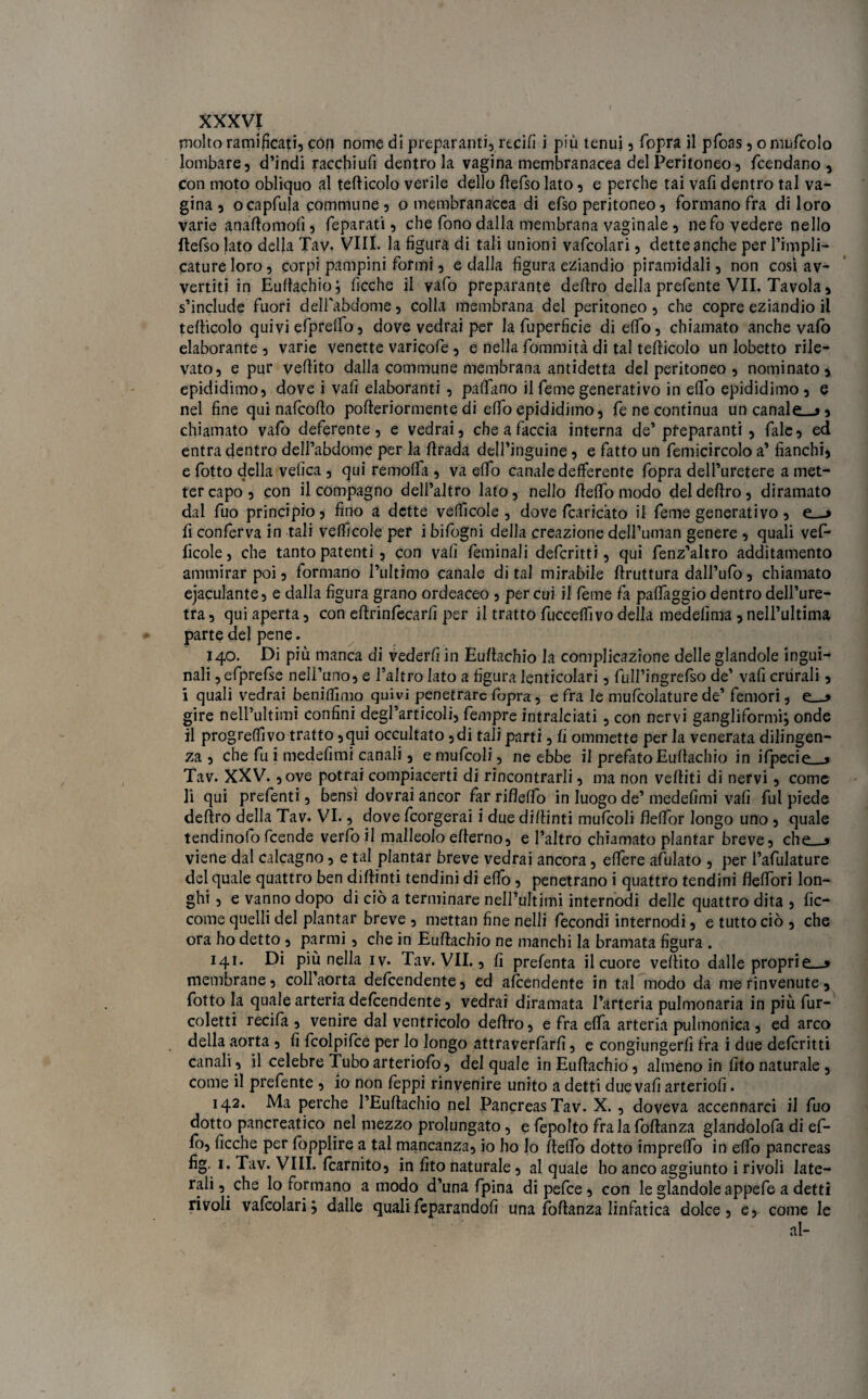 rnolto ramificati? con nome di preparanti, reciti i più tenui , fopra il pfoas , o mufcolo lombare, d’indi racchiufi dentro la vagina membranacea del Peritoneo, fcendano , con moto obliquo al telticolo verile dello Itefso lato, e perche tai vali dentro tal va- gina , ocapfula commune, o membranacea di efso peritoneo, formano fra di loro varie anaftomolì, feparati, che fono dalla membrana vaginale , nefo vedere nello Itefso lato della Tav. Vili, la figura di tali unioni vafcolari, dette anche per l’impli- catureloro, corpi pampini formi, e dalla figura eziandio piramidali, non così av¬ vertiti in Eultachio; ficche il vafo preparante deliro della prefente VII. Tavola, s’include fuori delfabdome, colla membrana del peritoneo, che copre eziandio il tefticolo quivi efprelfo, dove vedrai per la fuperficie di elfo, chiamato anche vaio elaborante , varie venette varicofe , e nella fommità di tal tefticolo un lobetto rile¬ vato, e pur veftito dalla commune membrana antidetta del peritoneo , nominato, epididimo, dove i vati elaboranti , paffano il feme generativo in efifo epididimo , e nel fine qui nafcofto pofteriormente di effo epididimo, fe ne continua uncanale__j, chiamato vafo deferente, e vedrai, che a faccia interna de’preparanti , fale, ed entra dentro dell’abdome per la ftrada dell’inguine, e fatto un femicircolo a’ fianchi, e fotto della velica , qui remoffa , va effo canale defferente fopra dell’uretere a met¬ ter capo , con il compagno dell’altro lato, nello fteffo modo del deliro, diramato dal fuo principio, fino a dette vefiìcole , dove fcaricàto il feme generativo , e—> fi conferva in tali velficole per i bifogni della creazione deH’uman genere , quali vef- ficole, che tanto patenti, con vali lèminali defcritti, qui fenz’altro additamento ammirar poi, formano l’ultimo canale di tal mirabile llruttura dall’ufo, chiamato ejaculante, e dalla figura grano ordeaceo , per cui il feme fa palfaggio dentro dell’ure¬ tra , qui aperta, con eftrinlècarfi per il tratto fucceffivo della medefima , nell’ultima parte del pene. 140. Di più manca di vederli in Eultachio la complicazione delle glandole ingui¬ nali 3 efprefse nell’uno, e l’altro lato a figura lenticolari, full’ingrefso de’ vafi crurali, i quali vedrai beniffimo quivi penetrare fopra, e fra le mufcolature de’ femori, e__> gire nell’ultimi confini degl’articoli, fempre intralciati, con nervi gangliformi; onde il progredivo tratto ,qui occultato ,di tali parti, fi ommette perla venerata diligen¬ za , che fu i medefimi canali, e mufcoli, ne ebbe il prefato Eultachio in ilpeciV < Tav. XXV. ,ove potrai compiacerti di rincontrarli, ma non veltiti di nervi, come li qui prefenti, bensì dovrai ancor far riflelfo in luogo de’medefimi vali fui piede deliro della Tav, VI., dove feorgerai i due dillinti mulcoli flelfor longo uno , quale tendinoio feende verfoil malleolo elterno, e l’altro chiamato piantar breve, che__» viene dal calcagno, e tal piantar breve vedrai ancora, elfere adulato , per l’afulature del quale quattro ben dillinti tendini di elfo, penetrano i quattro tendini flelfori lon- ghi, e vanno dopo di ciò a terminare nell’uJtimi internodi delle quattro dita , fic- come quelli del piantar breve , mettati fine nelli fecondi internodi, e tutto ciò , che ora ho detto , partili, che in Eultachio ne manchi la bramata figura . 141. Di più nella iv. Tav. VII., fi prefenta il cuore vellito dalle propri ei_5 membrane, coll’aorta delcendente, ed afeendente in tal modo da me rinvenute, fotto la quale arteria delcendente, vedrai diramata l’arteria pulmonaria in più fur- coletti recida , venire dal ventricolo deliro, e fra elfa arteria pulmonica , ed arco della aorta , fi fcolpifce per lo longo attraverfarfi, e congiungerfi fra i due defcritti canali , il celebre Tubo arteriofo, del quale in Eultachio, almeno in fito naturale , come il prefente , io non leppi rinvenire unito a detti due vafi arteriofi. 142. Ma perche l’Eultachio nel Pancreas Tav. X. , doveva accennarci il fuo dotto pancreatico nel mezzo prolungato, e fepolto fra la follanza glandolofa di ef- lo, ficche per fopplire a tal mancanza, io ho lo Itelfo dotto imprelfo in elfo pancreas fig. 1. Tav. Vili. Icarnito, in fito naturale, al quale ho anco aggiunto i rivoli late¬ rali , che lo formano a modo d’una fpina di pelce, con le glandole appefe a detti rivoli vafcolari; dalle qualifeparandofi una follanza linfatica dolce, e, come le
