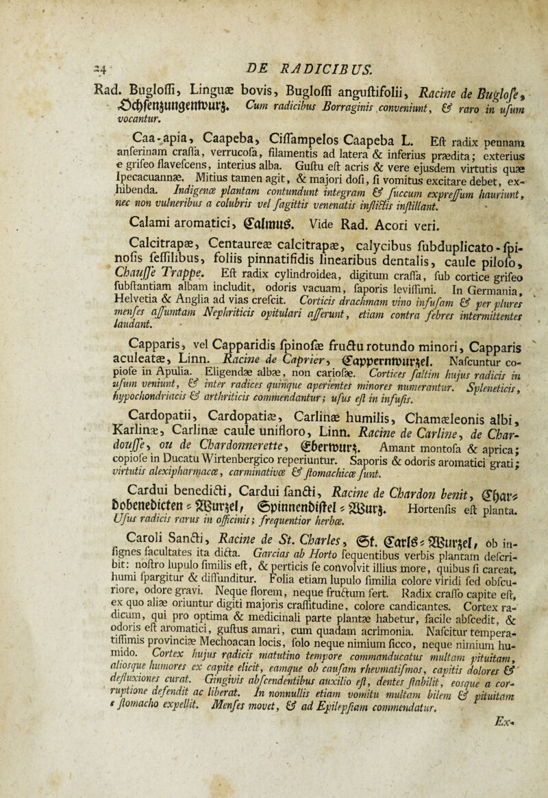 Rad. Bugloffi, Linguæ bovis, Buglofli anguftifolii, Racine de Buglofe, t'tm'lU'î. Cum radiahm Borvae^uis conveniunt, C? rayo in ujiirn vocantur. Caa-apia, Caapeba, CifTampelos Caapeba L. Eft radix pennam anferinam crafta, verrucofa, filamentis ad latera & inferius prædita; exterius! e gi ifeo flavefcens, interius alba. Guftu eft acris & vere ejusdem virtutis quas Ipecacuannae. Mitius tamen agit, & majori doli, li vomitus excitare debet, ex« hibenda. Indigènes plantam contundunt integram EI fuccum expreffum hauriunt » nec non vulneribus a colubris vel fagittis venenatis infliftis inftillant. Calami aromatici, @*almu& Vide Rad. Acori veri. Calcitrapæ, Centaureæ calcitrapæ, calycibus fubduplicato - fpi- nolis feflilibus, foliis pinnatifidis linearibus dentalis, caule pilofo. Chauffe Trappe. Eft radix cylindroidea, digitum crafta, fub cortice grifeo fubftantiam albam includit, odoris vacuam, faporis leviftimi. In Germania, Helvetia & Anglia ad vias crefcit. Corticis drachmam vino infufam EI per plures menfes affumtam Nephriticis opitulari afferunt, etiam contra febres intermittentes laudant. Capparis, vel Capparidis fpinofæ fru£urotundo minori. Capparis aculeatae, Linn. Racine de Câprier, Cappernft>itr$el. Nafcuntur co» piofe in Apulia. Eligendae albae, non cariofæ. Cortices faltim hujus radicis in ufum veniunt, & inter radices quinque aperientes minores numeranturSpleneticis, hypochondriacis EI arthriticis commendantur ; ufus efi in infufis. Cardopatii, Cardopatiæ, Carlinæ humilis, Chamaeleonis albi, Karlinæ, Carlinæ caule unifloro, Linn. Racine de Carline, de Char- douffe, ou de Chardonnerette, g6ertt>lir$. Amant montofa & aprica; copiole in Ducatu Wirtenbergico reperiuntur. Saporis & odoris aromatici grati * vittutis alexipharmacce, carminativce EI flomachicce funt. Cardui benedicti. Cardui fandti. Racine de Chardon bénit, ßobenebjcfert s 2Bur*eI, ©ptmwtiNfM * 2Bur$. Hortenfts eft: planta. UJus radicis rarus in officinis > frequentior herbee. Caroli Sanfti, Racine de St. Charles, ©f. ©rcfö* SKButtel, ob in- lignes lacultates ita difta. Gardas ab Horto Fequentibus verbis plantam deferi- bit: noftro lupulo fimilis eft, & perticis fe convolvit illius more, quibus fi careat, humi lpargitur & difiunditur. Folia etiam lupulo fimilia colore viridi fed obfcu- nore, odore gravi. Neque florem, neque fru&um fert. Radix crafto capite eft, ex quo aliae oriuntur digiti majoris craftitudine, colore candicantes, Cortex ra¬ dicum, qui pro optima & medicinali parte plantae habetur, facile abfcedit, & odoris eft aromatici, guftus amari, cum quadam acrimonia. Nafcitur tempera- tiilimis provinciae Mechoacan locis, folo neque nimium ficco, neque nimium hu- mido. Cortex hujus radicis matutino tempore commanducatus multam pituitam, alios que humores ex capite elicit, eamque ob c auf am rheumatifmos, capitis dolores EI defluxiones curat. Gingivis abfcendentibus auxilio eft, dentes flabilit, eos que a cor- ) uptione defendit ac liberat. In nonnullis etiam vomitu multam bilem EI pituitam e ftomacho expellit. Menfes movet, EI ad Epilepfiam commendatur, Ex«