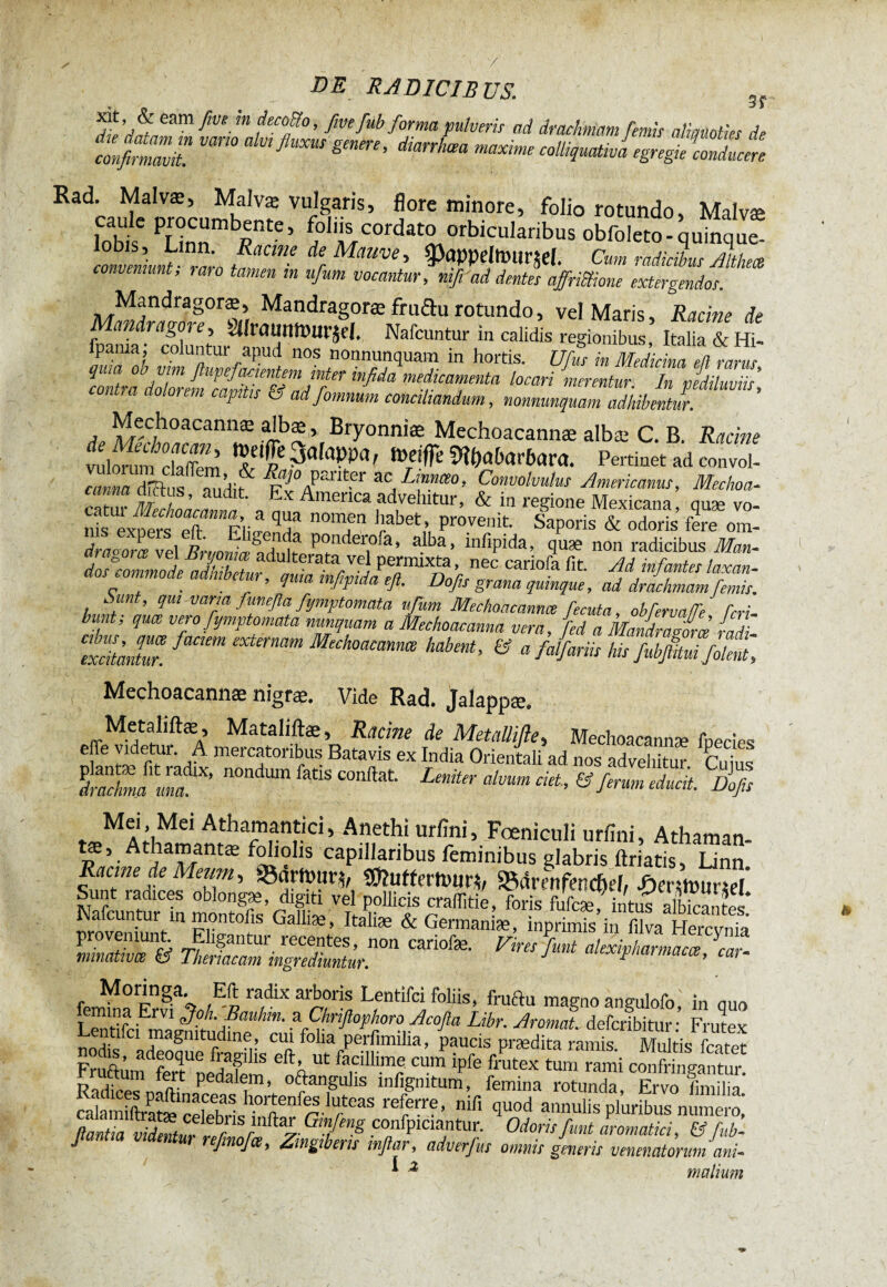 y DE RADICIBUS. 3f üt’dfZ™ fW‘-m fec0/0’ MM forma pulveris ad drachmam [emis aliquoties de conßZZt flUXUS gmm' dknhaa “ colliquativa egregie conducere Rad. Malvæ, Malvæ vulgaris, flore minore, folio rotundo, Malvæ kbï PUnnmbrte’ 50l'^COrdat° orbicularibus obfoleto-quinque- conveniunt rar RaCt”f de Mmve-> ^UPPeitDlirjel. Cum radicibus Æthect conveniunt, uiro tamen m ufum vocantur, ni fi ad dentes afriiïione extergendos. Mandragora^ Mandragoræ fru&u rotundo, vel Maris, Racine de fp^r<coCtoalnudttft>Iir*eI# NafcUntUr b CaUdis reSionib^, Italia & Hi- ipama, colantur apud nos nonnunquam in hortis. U fus in Medicina eil rarus quia ob mm ßupefmentem inter infida medicamenta locari merentZ TJdZfo con ra dolo? em captis d ad fomnum conciliandum, nonnunquam adhibentur. A ^c7ho*cannæ albæ, Bryonniæ Mechoacannæ albæ C. B. Racine vulorun/cla^5 %elfe ïoeiffe îîfyabarhara. Pertinet ad convoi- canna à ©us, audif Ex America advFhitn/’ 9,nvolmlus A™pcams’ Mechoa- nLtUexpS°eft “Eligenda “T Pr°7en? 'Sis & Ä ferfoT draoorc°ve 1 Rmnmaht] C]f P°n<^ei0^a» a^ba» infipida, quæ non radicibus Man- rfari^J^^^^ISlnnÂifnec Cari0fa fit ippt” W „ , . , quia mfipuia efi. Uofis grana quinque, ad drachmam femis. isunt, qui varia funeflafymptomata ufum Mechoacannæ fecula, obfervaffi Cri bunt; quæ veto fymptomata nunquam a Mechoacanna ver a, fed a MandraSœ ladi exZJÜr. faC!m Mechoacm™ habM> & a falfariis his fubJHtuffokütl Mechoacannæ nigræ. Vide Rad. Jalappæ. Metaliftæ, Mataliftæ, Racine de Metallifle, Mechoacannæ fnecies eP f mercatoribus Batavis ex India Orientali ad nos advehitur Cuius n0ndU“ feüS «** ^ *&ferZlducît. % Md, Md Athamantici, Anethi urfîni, Foeniculi urfini, Athaman- V daMmæ °!Zh caP'^aribus feminibus glabris ftriatis, Linn Racine de Meum, «umutn, 3»uttcrft>un, SBdrmfencflef, ftermuna Sunt radices oblongæ, digiti vel pollicis craffitié,foris fufcæ into llbicantes Nafcuntur m montofis Galliæ, Italiæ & Germaniæ, inprùnis in lilva Hercvniâ SV nftÄ“cariofe' Vimfmt a,exi?harma“*’ -- Lfntifci foliis, fruftu magno angulofo, i„ quo L™rifciEmagmmdLibr. Armat, defcribitur: Frutex enmci magnitudine , cui folia perfimilia, paucis praedita ramis. Multis fmror Fruftum fer^nedafem Ut faiCllll.m? cum 2Pfe frutex tum rami confringantur, rructum ieit pedalem, o&angulis mfigmtum, femina rotunda F™ dmiiin referre, mT, quod annulis pluribus numéro! flantia videntur ypT r ^m/enß confpiaantur. Odoris fiunt aromatici, & fiub- refimofœ> Zingiberis tnftar, adverfus omnis generis venenatorum ani- ^ 2 malium