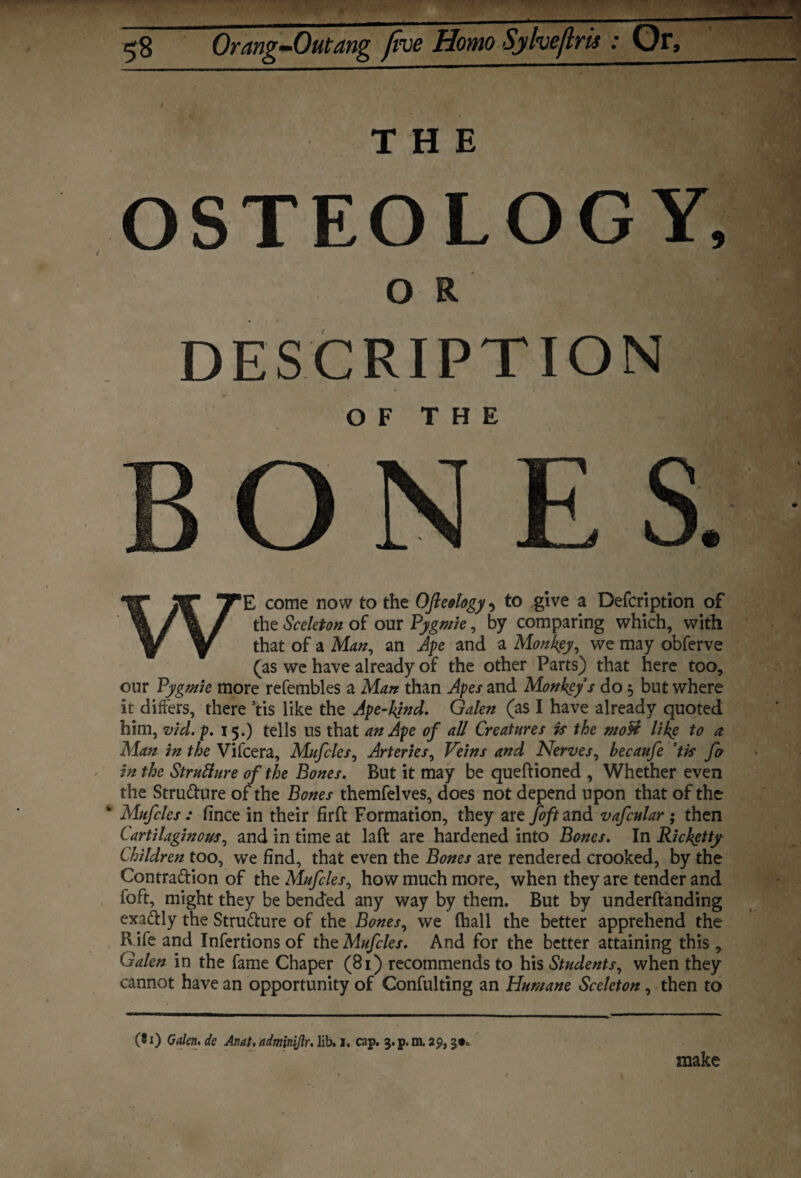 THE OSTEOLOGY, O R DESCRIPTION OF THE WE come now to the OJleology, to give a Defcription of the Sceleton of our Pygmie, by comparing which, with that of a Man, an Ape and a Monkey, we may obferve (as we have already of the other Parts) that here too, our Pygmie more refembles a Man than Apes and Monkey s do 3 but where it differs, there Vis like the Ape-kjnd. Galen (as I have already quoted him, vid. p. 15.) tells ns that an Ape of all Creatures is the mofii like to a Man in the Vifcera, Mufcles, Arteries, Veins and Nerves, becaufe 5tis fo in the Structure of the Bones. But it may be queftioned , Whether even the Stru&ure of the Bones themfelves, does not depend upon that of the * Mufcles : fince in their firft Formation, they are foft and vafcular ; then Cartilaginous, and in time at laft are hardened into Bones. In Rickgtty Children too, we find, that even the Bones are rendered crooked, by the Contrattion of the Mufcles, how much more, when they are tender and foft, might they be bended any way by them. But by underftanding exa&ly the Strudfure of the Bones, we (hall the better apprehend the R ife and Infertions of the Mufcles. And for the better attaining this , Galen in the fame Chaper (81) recommends to his Students, when they cannot have an opportunity of Confulting an Humane Sceleton , then to (8i) Galen, de Anat. admmfir. lib. 1. cap. 3. p. m. 29,3*. make