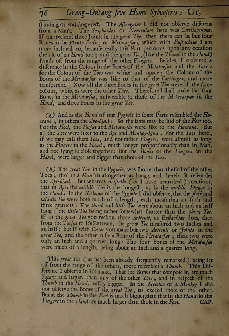 Handing or walking erect. The Aftragalus I did not obferve different from a Man’s. The Scaphoides or Naviculare here was Cartilaginous. If one reckons three Joints in the great Toe, then there can be but four Bones in the Plant a Pedis, or Metatarfus} which with Euflachius I am more inclined to, becaufe really this Part performs upon any occafion the ufe of an Hand too } and the great Toe, (like the Thumb in the Hand) Bands off from the range of the other Fingers. Befides, I obferved a difference in the Colour in the Bones of the Metatarfus and the Toes : for the Colour of the Toes was white and opace 5 the Colour of the Bones of the Metatar fits was like to that of the Cartilages, and more tranfparent. TNlow all the three Bones in thz great Toe were of the fame colour, white as were the other Toes. Therefore I (hall make but four Bones in the Metatarfus, anfwerable to thofe of the Metacarpus in the Hand, and three Bones in the great Toe. (g) And as the Hand of our Pygmie in fome Parts refembled the Hu¬ mane } in others the Ape-kind: So the fame may be faid of the Foot too. For thQ.Heel, the Tarfus and Metatarfus were like to the Humane. But all the Toes were liker to the Ape and Monkey-kind : For the Toes here, if we may call them Toes, and not rather Fingers, were almoft as long as the Fingers in the Hand 5 much longer proportionably than in Man, and not lying fo clofe together: But the Bones of the Fingers in, the Hand, were larger and bigger than thofe of the Toes. (h) The great Toe in the Pygmie, was (horterthan the firffc of the other Toes 5 tho* in a Man ’tis altogether as long} and herein it refembles the Ape-kjnd. But whereas Ariftotle ( as I have remarked ) mentions, that in Apes the middle Toe is the longed , as is the middle Finger in the Hand} In the Sceleton of the Pygmie I did obferve, that the firfi and tniddle Toe were both much of a length , each meafuring an Inch and three quarters : The third and little Toe were about an Inch and an half long } the little Toe being rather fomewhat fhorter than the third Toe. If in the great Toe you reckon three Articuli, as Euflachius does, then from the Tarfus to it’sExtream, the great Toe meafured two Inches and an half: but if with Coiter you make but two Articuli or Joints in the great Toe, and the other to be a Bone of the Metatarfus } thefetwo were only an Inch and a quarter long: The four Bones of the Metatarfus were much of a length, being about an Inch and a quarter long. / This great Toe ( as has been already frequently remarked ) being fet off from the range of the others, more refembles a Thumb. This Dif¬ ference I obferve in it’s make, That the Bones that compofe it, are much bigger and larger, than any of the other Toes} and in refpe£t of the Thumb in the Hand, vaftly bigger. In the Sceletou of a Monkey I did not obferve the Bones of the great Toe , to exceed thofe of the other. But as the Thumb in the Foot is much bigger,than that in the Handfo the Fingers in the Hand are much larger than thofe in the Foot. CAP.