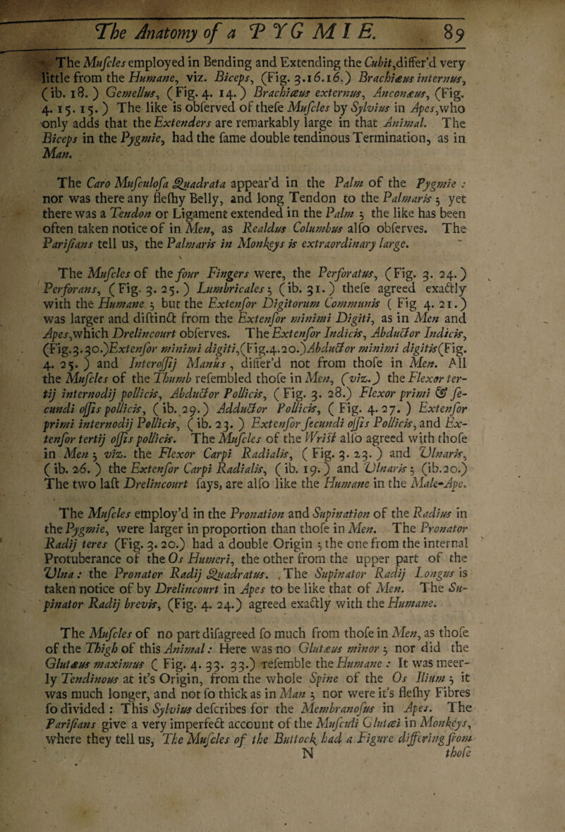 * The Mufcles employed in Bending and Extending the Cubit,differ’d very little from the Humane, viz. Biceps, (Fig. 3.16.16.) Brachi<eus internus, (ib.18.) Gemellus, (Fig. 4. 14.) Brachiaus externus, Anconeus, (Fig. 4.15.15. ) The like is obferved of thefe Mufcles by Sylvius in Apes,who only adds that the Extenders are remarkably large in that Animal. The Biceps in the Pygmie, had the fame double tendinous Termination, as in Man. The Caro Mufculofa Quadrat a appear’d in the Palm of the Pygmie : nor was there any flefhy Belly, and long Tendon to the Palmaris 3 yet there was a Tendon or Ligament extended in the Palm 3 the like has been often taken notice of in Men, as Realdus Columbus alfo obferves. The Parijians tell US, the Palmaris in Monkeys is extraordinary large. \ The Mufcles of thenar Fingers were, the Perforates, (Fig. 3. 24.) Perforans, (Fig. 3. 25.) Lumbricales 3 (ib. 31.) thefe agreed exactly with the Humane 3 but the Extenfor Digitorum Communis ( Fig 4. 21.) was larger and diftinft from the Extenfor minimi Digiti, as in Men and Apes,which Drelincourt obferves. The Extenfor Indicis, AbduCtor Indicis, (Fig.3.30 .jE^xtenfor minimi digiti ff\^.\.1oC)Ab d.uU or minimi digiti? (fig. 4. 25. ) and Interojjij Manus , differ’d not from thofe in Men. All the Mufcles of the Thumb refembled thofe in Men, (viz.) the Flexor ter- tij internodij pollicis. Abductor Pollicis, (Fig. 3. 28.) Flexor primi & fe- cundi ojjis pollicis, ( ib. 29.) Addudtor Pollicis, ( Fig. 4.27. ) Extenfor primi internodij Pollicis, ( ib. 23. ) Extenfor fecundi ojjis Pollicis, and Ex¬ tenfor tertij ojjis pollicis. The Mufcles of the Wrist alfo agreed with thofe in Men 3 viz. the Flexor Carpi Radialis, ( Fig. 3. 23. ) and Din ark, ( ib. 26. ) the Extenfor Carpi Radialk, ( ib. 19. ) and Dinark 3 (ib.20.) The two laft Drelincourt fays, are alfo like the Humane in the Male~Ape. The Mufcles employ’d in the Pronation and Supination of the Radius in the Pygmie, were larger in proportion than thofe in Men. The Pronator Radij teres (Fig. 3. 20.) had a double Origin 3 the one from the internal Protuberance of the Os Humeri, the other from the upper part of the Dina: the Pronator Radij Quadrat us. , The Supinator Radij Longus is taken notice of by Drelincourt in Apes to be like that of Men. The Su¬ pinator Radij brevis, (Fig. 4. 24.) agreed exa&ly with the Humane. The Mufcles of no part difagreed fo much from thofe in Men, as thofe of the Thigh of this Animal: Here was no Gluteus minors nor did the Gluteus maximus ( Fig. 4.33* 33.) referable the Humane : It was meer- ly Tendinous at it’s Origin, from the whole Spine of the Os Ilium 3 it was much longer, and not fo thick as in Man 3 nor were it’s flefhy Fibres fo divided: This Sylvius deferibes for the Membranofus in Apes. The Pari fans give a very imperfect account of the Mufctdi Glut at in Monkeys, where they tell us, The Mufcles of the Buttock, had a Figure differing from N thofe
