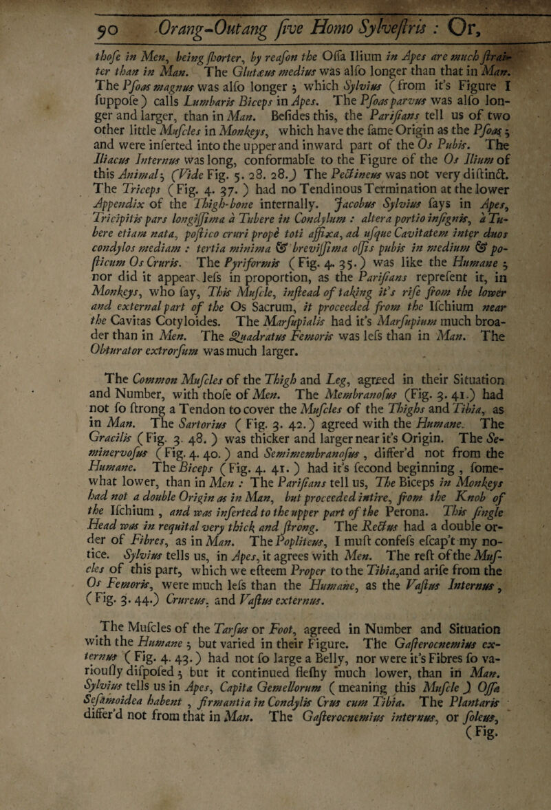 thofe in Mcn0 being fijorter, by reafon the Offa Ilium in Apes are much ftrai~ ter than in Man. The Glutreus medius was alfo longer than that in Man. The Pfoasmagnus was alfo longer $ which Sylvius (from it’s Figure I fuppofe ) calls Lumbaris Biceps in Apes. The Pfoas parvus was alfo lon¬ ger and larger, than in Man. Befides this, the Parifeans tell us of two other little Mufcles in Monkeys, which have the fame Origin as the Pfoas, 3 and were inferted into the upper and inward part of the Os Pubis. The Iliacus Internus was long, conformable to the Figure of the Os Ilium of this Animal} (Vide Fig. 5. 28. 28.J The Petfineus was not very didindh The Triceps (Fig. 4. 37. ) had no Tendinous Termination at the lower Appendix of the Thigh-bone internally. Jacobus Sylvius fays in Apes, Tricipitis pars longijjima a Tubere in Condylum : altera portio infgnis, a Tu¬ ber e etiam nata, pojlico cruri prope toti affix a, ad ufque Cavitatem inter duos condylos medium : tertia minima & brevijfima o(Jis pubis in medium & po- flicum Os Cruris. The Fyriformis (Fig. 4. 3$.) was like the Humane ^ nor did it appear^lefs in proportion, as the Parifeans reprefent it, in Monkeys, who fay, This Mufcle, inftead of taking it's rife from the lower and external part of the Os Sacrum, it proceeded from the Ifchium near the Cavitas Cotyloides. The Marfupialis had it’s Marfupium much broa¬ der than in Men. The ^uadratus Femoris was lefs than in Man. The Obturator extrorfum was much larger. The Common Mufcles of the Thigh and Leg, agreed in their Situation and Number, with thofe of Men. The Membranofus (Fig. 3. 41.) had not fo ftrong a Tendon to cover the Mufcles of the Thighs and Tibia, as in Man. The Sartorius ( Fig. 3. 42.) agreed with the Humane. The Gracilis (Fig. 3. 48. ) was thicker and larger near it's Origin. The Se- minervofus ( Fig. 4. 40. ) and Semi membranofus , differ’d not from the Humane. The Biceps (Fig. 4. 41. ) had it’s fecond beginning , fome- what lower, than in Men : The Parifeans tell us, The Biceps in Monkeys had not a double Origin as in Man, but proceeded intire, from the Knob of the Ifchium, and was inferted to the upper part of the Perona. This fengle Head was in requital very thick and ftrong. The ReUus had a double or¬ der of Fibres, as in Man. The Popliteus, I muft confefs efcap’t my no¬ tice. Sylvius tells us, in Apes, it agrees with Men. The reft of the Muf- cles of this part, which we efteem Proper to the Tibia^nd arife from the Os Femoris, were much lefs than the Humane, as the Vaftus Internus, ( Fig. 3. 44.) Crureus. and Vaftus externa. The Mufcles of the Tarfus or Foot, agreed in Number and Situation with the Humane ^ but varied in their Figure. The Gafterocnemius cx- ternus ( Fig. 4. 43.) had not fo large a Belly, nor were it’s Fibres fo va- rioufly difpofed 5 but it continued flefhy much lower, than in Man. Sylvius tells us in Apes, Capita Gemellorum ( meaning this Mufcle ) Offa Sefamoidea habent , firmantia in Condylis Crus cum Tibia. The Plantaris differ d not from that in Man. The Gafterocnemim internus, or foleus, ( Fig*