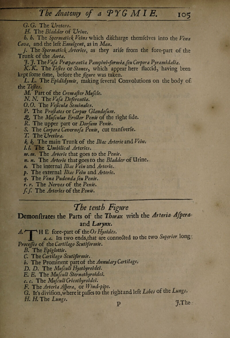 G. G. The 'Ureters. H. The Bladder of Urine. h. h. The Spermatic^ Veins which difcharge themfelves into the Vena Cava, and the left Emulgent, as in Man. j. The Spermatic4 Arteries, as they arife from the fore-part of the Trunk of the Aorta. J. J. The Vafa Prceparantia Pampini-formzafeu Corpora Pyramidalia. K. K. The Tejles or Stones^ which appear here flaccid^ having been keptfome time, before the figure was taken. L. L. The Epididymis, making feveral Convolutions on the body of the Tefles. M. Part of the Cremafler Mufcle. N. N. The Vafa Deferentia. O. 0. The VeficuU Seminoles. P. The Profiates or Corpus Glandofum. The Mufculus Ereftor Penis of the right fide. R. The upper part or Dorfum Penis. S. The Corpora Cavernofa Penis, cut tranfverfe. T. The Urethra. 4 4 The main Trunk of the Iliac Arterie and Vein. I. 1. The Umbilical Arteries. m. m. The Arterie that goes to the Penis. n. n. The Arterie that goes to the Bladder of Urine, o. The internal Iliac Vein and Arterie p. The external Iliac Vein and Arterie. q. The Vena Pudenda feu Penis. r. r. The Nerves of the Penis. f.f The Arteries of the Penis. Detnonftrates the Parts of the Thorax with the Arterta Afpera and Larynx. AqpHE fore-part of the OsHyoides. X a. a. Its two ends,that are conne&ed to the two Superior long Procejfes of the Cartilago Scutiformis. B. The Epiglottis. C. The Cartilago Scutiformis. b. The Prominent part of the Annulary Cartilage, D. D. The Mufculi Hyothyroidei. E. E. The Mufculi Sternothyroidei. c. c. The Mufculi Cricothyroidei. F. The Arteria AJbera, or Wind-pipe. G. It’s divifion,where it paifes to the right and left Lobes of the Lungs, H. H. The Lungs. P jf.The