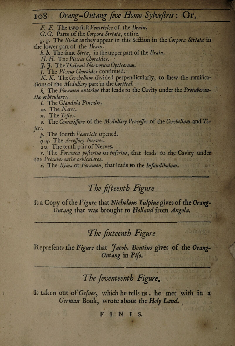 F. F. The two firft Ventricles of the Brain. G. G. Parts of the Corpora Striata, entire. g. g. The Stria as they appear in this Se&ion in the Corpora Striata in the lower part of the Brain. h. h. The fame Striae, in the upper part of the Brain. H. H. The Plexus Choroides. * ' J. J. The Thai ami Nervorum Opt i corum. j. The Plexus Choroides continued. K. K. The Cerebellum divided perpendicularly, to fhew the ramifica¬ tions of the Medullary part in the Cortical. 4 The Foramen anterius that leads to the Cavity under the Protuberan- ti£ orbiculares. I. The Glandula Bin calk. m. The Nates. n. The Teftes. o. The Commijfture of the Medullary ProceJJes of the Cerebellum and Te¬ ftes. p. The fourth Ventricle opened. q. q. The Accejftory Nerves. io. The tenth pair of Nerves. . r. The Foramen pofterius or inferius, that leads to the Cavity under the Protuberantiae orbiculares. s. The Rim a or Foramen, that leads to the Infundibulum. The fifteenth Figure Is a Copy of the Figure that Nicholam Tulpius gives of the Orang- Outang that was brought to Holland from Angola. The Jixteenth Figure Reprefents the Figure that Jacob. Bontim gives of the Orang- Outang in Fifto. The [eventeenth Figure. Is taken out of Gefner, which he tells us, he met with in a German Book, wrote about the Holy Land\ FINIS. J