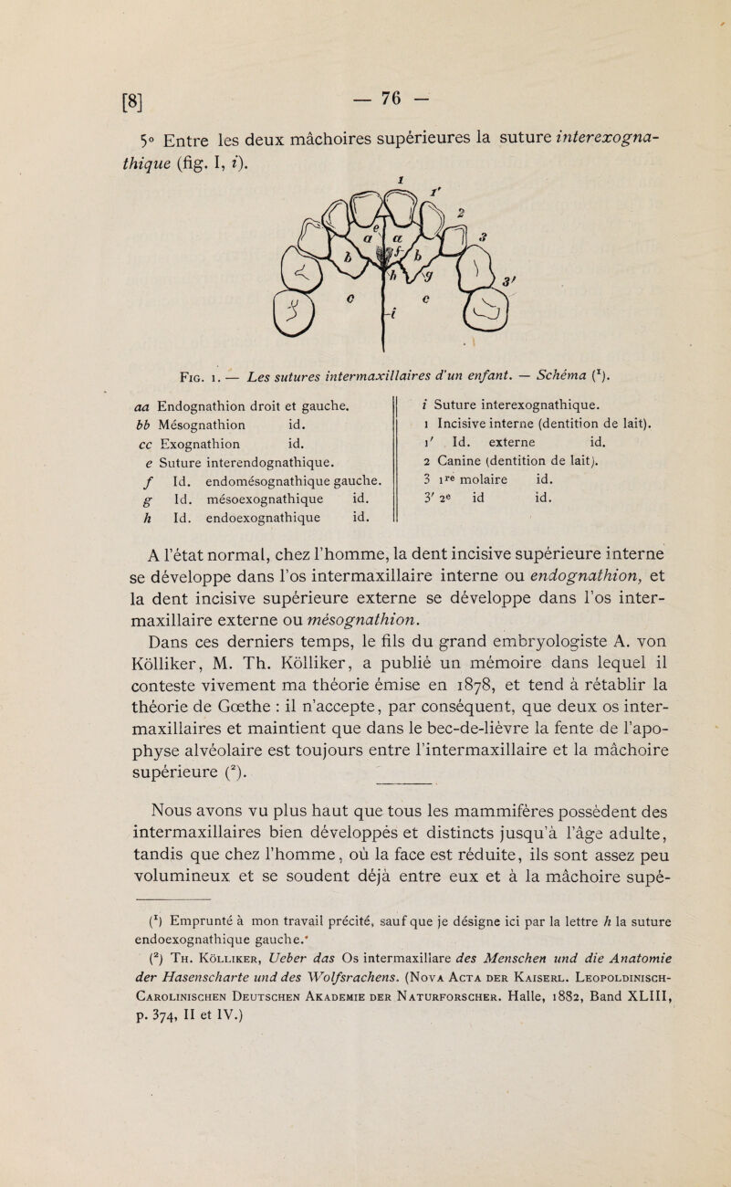 [B] 5° Entre les deux mâchoires supérieures la suture inter exogna- thique (fig. I, i). Fig. i. — Les sutures intermaxillaires d'un enfant. — Schéma (I). aa Endognathion droit et gauche. bb Mésognatliion id. ce Exognathion id. e Suture interendognathique. / Id. endomésognathique gauche. g Id. mésoexognathique id. h Id. endoexognathique id. i Suture interexognathique. 1 Incisive interne (dentition de lait). \f Id. externe id. 2 Canine (dentition de lait). 3 ire molaire id. 3' id id. A l’état normal, chez l’homme, la dent incisive supérieure interne se développe dans l’os intermaxillaire interne ou endognathion, et la dent incisive supérieure externe se développe dans l’os inter¬ maxillaire externe ou mésognathion. Dans ces derniers temps, le fils du grand embryologiste A. von Kolliker, M. Th. Kolliker, a publié un mémoire dans lequel il conteste vivement ma théorie émise en 1878, et tend à rétablir la théorie de Goethe : il n’accepte, par conséquent, que deux os inter- maxillaires et maintient que dans le bec-de-lièvre la fente de l’apo¬ physe alvéolaire est toujours entre l’intermaxillaire et la mâchoire supérieure (2). Nous avons vu plus haut que tous les mammifères possèdent des intermaxillaires bien développés et distincts jusqu’à l’âge adulte, tandis que chez l’homme, où la face est réduite, ils sont assez peu volumineux, et se soudent déjà entre eux et à la mâchoire supé- (x) Emprunté à mon travail précité, sauf que je désigne ici par la lettre h la suture endoexognathique gauche.* (2) Th. Kolliker, Ueber das Os intermaxillare des Menschen und die Anatomie der Hasenscharte und des Wolfsrachens. (Nova Acta der Kaiserl. Leopoldinisch- Carolinischen Deutschen Akademie der Naturforscher. Halle, 1882, Band XLIII, p. 374, II et IV.)