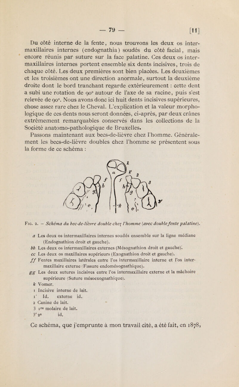 [H] Du côté interne de la fente, nous trouvons les deux os inter¬ maxillaires internes (endognathia) soudés du côté facial, mais encore réunis par suture sur la face palatine. Ces deux os inter¬ maxillaires internes portent ensemble six dents incisives, trois de chaque côté. Les deux premières sont bien placées. Les deuxièmes et les troisièmes ont une direction anormale, surtout la deuxième droite dont le bord tranchant regarde extérieurement : cette dent a subi une rotation de 90° autour de l’axe de sa racine, puis s’est relevée de 90°. Nous avons donc ici huit dents incisives supérieures, chose assez rare chez le Cheval. L’explication et la valeur morpho¬ logique de ces dents nous seront données, ci-après, par deux crânes extrêmement remarquables conservés dans les collections de la Société anatomo-pathologique de Bruxelles. Passons maintenant aux becs-de-lièvre chez l’homme. Générale¬ ment les becs-de-lièvre doubles chez l’homme se présentent sous la forme de ce schéma : Fig. 2. — Schéma du bec-de-lièvre double che^ l'homme (avec double fente palatine), a Les deux os intermaxillaires internes soudés ensemble sur la ligne médiane (Endognathion droit et gauche). bb Les deux os intermaxillaires externes (Mésognathion droit et gauche). cc Les deux os maxillaires supérieurs (Exognathion droit et gauche). // Fentes maxillaires latérales entre l’os intermaxillaire interne et l’os inter- maxillaire externe (Fissure endomésognathique). gg Les deux sutures incisives entre l’os intermaxillaire externe et la mâchoire supérieure (Suture mésoexognathique). k Vomer. 1 Incisive interne de lait. 1' Id. externe id, 2 Canine de lait. 3 ire molaire de lait. 3' 2e id. Ce schéma, que j’emprunte à mon travail cité, a été fait, en 1878,
