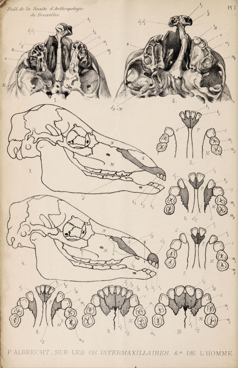 P ALBRECHTR SUR LES OS l'NTERMAXILLAIRES, &A DE L'HOMME Bull, de la Société d 'An t/iropoloyie- de Bruxelles. JA pi i Jjl+M —m m ,