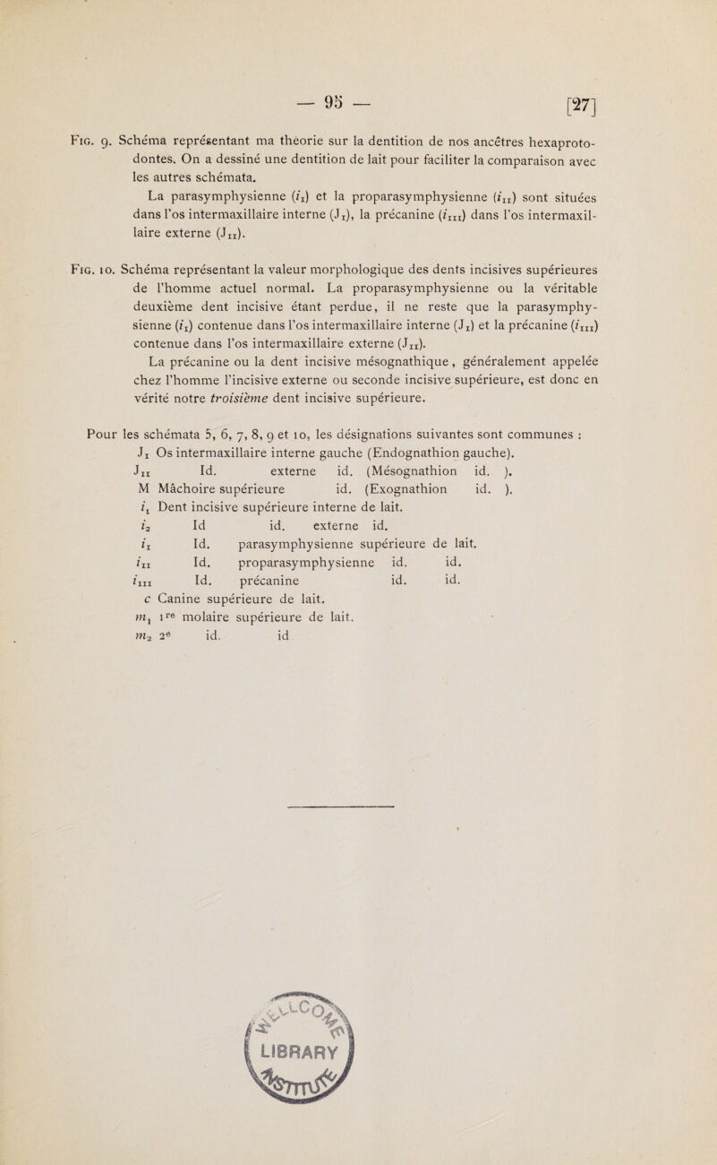 — 9b [27] Fig. 9. Schéma représentant ma théorie sur la dentition de nos ancêtres hexaproto- dontes. On a dessiné une dentition de lait pour faciliter la comparaison avec les autres schémata. La parasymphysienne (/x) et la proparasymphysienne (iIX) sont situées dans l’os intermaxillaire interne (Jr), la précanine (iXïl) dans l’os intermaxil¬ laire externe (Jn), Fig. 10. Schéma représentant la valeur morphologique des dents incisives supérieures de l’homme actuel normal. La proparasymphysienne ou la véritable deuxième dent incisive étant perdue, il ne reste que la parasymphy¬ sienne (ix) contenue dans l’os intermaxillaire interne (Jr) et la précanine (îm) contenue dans l’os intermaxillaire externe (Jn). La précanine ou la dent incisive mésognathique, généralement appelée chez l’homme l’incisive externe ou seconde incisive supérieure, est donc en vérité notre troisième dent incisive supérieure. Pour les schémata 5, 6, 7, 8, 9 et 10, les désignations suivantes sont communes : Ji Os intermaxillaire interne gauche (Endognathion gauche). J II M h *2 ii ii 1 im c mx ni 2 Id. externe id. (Mésognathion id. Mâchoire supérieure id. (Exognathion id. Dent incisive supérieure interne de lait. Id id. externe id. Id. parasymphysienne supérieure de lait. Id. proparasymphysienne Id. précanine Canine supérieure de lait. ire molaire supérieure de lait. 2e id. id id. id. id. id. )• )•