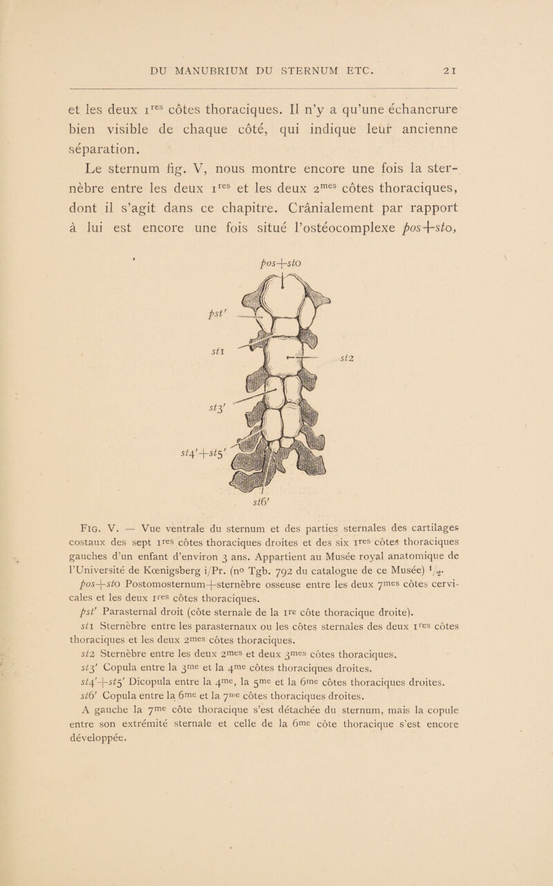 et les deux ires côtes thoraciques. Il n’y a qu’une échancrure bien visible de chaque côté, qui indique leur ancienne séparation. Le sternum hg. V, nous montre encore une fois la ster- nèbre entre les deux ires et les deux 2mes côtes thoraciques, dont il s’agit dans ce chapitre. Crânialement par rapport à lui est encore une fois situé l’ostéocomplexe pos-\-sto, pus-\-sto stô' Fig. V. — Vue ventrale du sternum et des parties sternales des cartilages costaux des sept ires côtes thoraciques droites et des six ires côtes thoraciques gauches d’un enfant d’environ 3 ans. Appartient au Musée royal anatomique de l’Université de Kœnigsberg i/Pr. (n° Tgb. 792 du catalogue de ce Musée) pos-\-sto Postomosternum-)-sternèbre osseuse entre les deux ymes côtes cervi¬ cales et les deux n'es côtes thoraciques. pst' Parasternal droit (côte sternale de la ire côte thoracique droite). sti Sternèbre entre les parasternaux ou les côtes sternales des deux U'es côtes thoraciques et les deux 2mes côtes thoraciques. st2 Sternèbre entre les deux 2mes et deux 3mes côtes thoraciques. st3' Copula entre la 3me et la qme côtes thoraciques droites. [-^^5' Dicopula entre la 4me) \a ^me et la 6me côtes thoraciques droites. stô' Copula entre la 6me et la 7'ne côtes thoraciques droites. A gauche la 7me côte thoracique s’est détachée du sternum, mais la copule entre son extrémité sternale et celle de la 6me côte thoracique s’est encore développée.